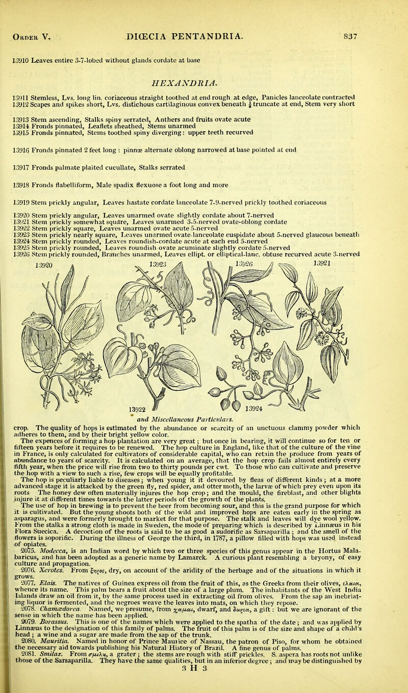 13910 Leaves entire 3-7-lobed without glands cordate at base HEXANDRIA. IS911 Stemless, Lvs. long lilt coriaceous straight toothed at end rough at edge, Panicles lanceolate contracted 13912 Scapes and spikes short, Lvs. distichous cartilaginous convex beneath | truncate at end, Stem very short 13913 Stem ascending, Stalks spiny serrated, Anthers and fruits ovate acute 13914 Fronds pinnated, Leaflets sheathed, Stems unarmed 13915 Fronds pinnated, Stems toothed spiny diverging: upper teeth recurved 13916 Fronds pinnated 2 feet long : pinnae alternate oblong narrowed at base pointed at end 13917 Fronds palmate plaited cucullate, Stalks serrated 13918 Fronds flabelliform, Male spadix flexuose a foot long and more 13919 Stem prickly angular, Leaves hastate cordate lanceolate 7-9-nerved prickly toothed coriaceous 13920 Stem prickly angular, Leaves unarmed ovate slightly cordate about 7-nerved 13921 Stem prickly somewhat square, Leaves unarmed 3-5-nerved ovate-oblong cordate 13922 Stem prickly square, Leaves unarmed ovate acute 5-nerved 13923 Stem prickly nearly square, Leaves unarmed ovate-lanceolate cuspidate about 5-nerved glaucous beneath 13924 Stem prickly rounded, Leaves roundish-cordate acute at each end 5-nerved 13925 Stein prickly rounded, Leaves roundish ovate acuminate slightly cordate 5-nerved 13926 Stem prickly rounded, Branches unarmed, Leaves ellipt. or elliptical-lanc. obtuse recurved acute 3-nerved and Miscellaneous Particulars. crop. The quality of hops is estimated by the abundance or scarcity of an unctuous clammy powder which adheres to them, and by their bright yellow color. The expences of forming a hop plantation are very great; but once in bearing, it will continue so for ten or fifteen years before it requires to be renewed. The hop culture in England, like that of the culture of the vine in France, is only calculated for cultivators of considerable capital, who can retain the produce from years of abundance to years of scarcity. It is calculated on an average, that the hop crop fails almost entirely every fifth year, when the price will rise from two to thirty pounds per cwt. To those who can cultivate and preserve the hop with a view to such a rise, few crops will be equally profitable. The hop is peculiarly liable to diseases; when young it it devoured by fleas of different kinds; at a more advanced stage it is attacked by the green fly, red spider, and ottermoth, the larva; of which prey even upon its roots The honey dew often materially injures the hop crop; and the mould, the fireblast, and other blights injure it at different times towards the latter periods of the growth of the plants. The use of hop in brewing is to prevent the beer from becoming sour, and this is the grand purpose for which it is cultivated. But the young shoots both of the wild and improved hops are eaten early in the spring as asparagus, and were formerly brought to market for that purpose. The stalk and leaves will dye wool yellow. From the stalks a strong cloth is made in Sweden, the mode of preparing which is described by Linnaeus in his Flora Suecica. A decoction of the roots is said to be as good a sudorific as Sarsaparilla; and the smell of the flowers is soporific. During the illness of George the third, in 1787, a pillow filled with hops was used instead of opiates. 2075. Modecca, is an Indian word by which two or three species of this genus appear in the Hortus Mala- baricus, and has been adopted as a generic name by Lamarck. A curious plant resembling a bryony, of easy culture and propagation. 2076. Xerotes. From jr<j;oj, dry, on account of the aridity of the herbage and of the situations in which it grows. 2077. Elais. The natives of Guinea express oil from the fruit of this, as the Greeks from their olives, eA«;k, whence its name. This palm bears a fruit about the size of a large plum. The inhabitants of the West India Islands draw an oil from it, by the same process used in extracting oil from olives. From the sap an inebriat- ing liquor is fermented, and the negroes weave the leaves into mats, on which they repose. 2078. ChamiBdorea. Named, we presume, from xx/j.xi, dwarf, and Suqta, a gift: but we are ignorant of the sense in which the name has been applied. 2079. JBorassus. This is one of the names which were applied to the spatha of the date; and was applied by Linnaeus to the designation of this family of palms. The fruit of this palm is of the size and shape of a child's head ; a wine and a sugar are made from the sap of the trunk. 2080. Mauritia. Named in honor of Prince Maui ice of Nassau, the patron of Piso, for whom he obtained the necessary aid towards publishing his Natural History of Brazil. A fine genus of palms. 2081. Smilax. From <rfju\-/t, a grater; the stems are rough with stiff prickles. S. aspera has roots not unlike those of the Sarsaparilla. They have the same qualities, but in an inferior degree; and may be distinguished by