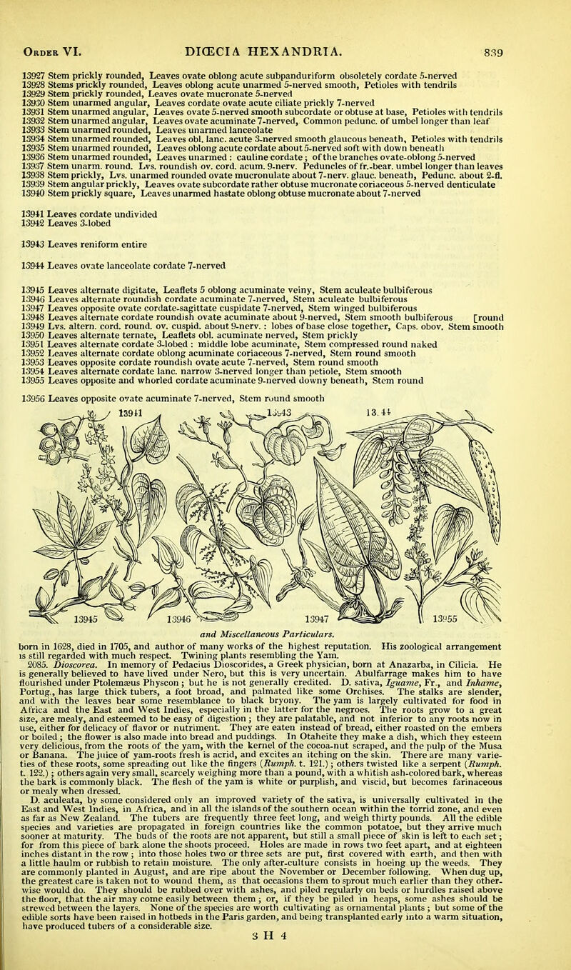 13927 Stem prickly rounded, Leaves ovate oblong acute subpanduriform obsoletely cordate 5-nerved 13928 Stems prickly rounded, Leaves oblong acute unarmed 5-nerved smooth, Petioles with tendrils 13929 Stem prickly rounded, Leaves ovate mucronate 5-nerved 13930 Stem unarmed angular, Leaves cordate ovate acute ciliate prickly 7-nerved 13931 Stem unarmed angular, Leaves ovate 5-nerved smooth subcordate or obtuse at base, Petioles with tendrils 13932 Stem unarmed angular, Leaves ovate acuminate 7-nerved, Common pedunc. of umbel longer than leaf 13933 Stem unarmed rounded, Leaves unarmed lanceolate 13934 Stem unarmed rounded, Leaves obi. lane, acute 3-nerved smooth glaucous beneath. Petioles with tendrils 13935 Stem unarmed rounded, Leaves oblong acute cordate about 5-nerved soft with down beneath 13936 Stem unarmed rounded, Leaves unarmed : cauline cordate; ofthebranches ovate-oblong 5-nerved 13937 Stem unarm, round. Lvs. roundish ov. cord. acum. 9-nerv. Peduncles of fr.-bear. umbel longer than leaves 13938 Stem prickly, Lvs. unarmed rounded ovate mucronulate about 7-nerv. glauc. beneath, Pedunc. about 2-fl. 13939 Stem angular prickly, Leaves ovate subcordate rather obtuse mucronate coriaceous 5-nerved denticulate 13940 Stem prickly square, Leaves unarmed hastate oblong obtuse mucronate about 7-nerved 13941 Leaves cordate undivided 13942 Leaves 3-lobed 13943 Leaves reniform entire 13944 Leaves ovate lanceolate cordate 7-nerved 13945 Leaves alternate digitate, Leaflets 5 oblong acuminate veiny. Stem aculeate bulbiferous 13946 Leaves alternate roundish cordate acuminate 7-nerved, Stem aculeate bulbiferous 13947 Leaves opposite ovate cordate-sagittate cuspidate 7-nerved, Stem winged bulbiferous 13948 Leaves alternate cordate roundish ovate acuminate about 9-nerved, Stem smooth bulbiferous [round 13949 Lvs. altern. cord, round, ov. cuspid, about 9-nerv.: lobes of base close together, Caps. obov. Stem smooth 13950 Leaves alternate ternate, Leaflets obi. acuminate nerved, Stem prickly 13951 Leaves alternate cordate 3-lobed : middle lobe acuminate, Stem compressed round naked 13952 Leaves alternate cordate oblong acuminate coriaceous 7-nerved, Stem round smooth 13953 Leaves opposite cordate roundish ovate acute 7-nerved, Stem round smooth 13954 Leaves alternate cordate lane, narrow 3-nerved longer than petiole, Stem smooth 13955 Leaves opposite and whorled cordate acuminate 9-nerved downy beneath, Stem round 13956 Leaves opposite ovate acuminate 7-nerved, Stem round smooth and Miscellaneous Particulars. born in 1628, died in 1705, and author of many works of the highest reputation. His zoological arrangement is still regarded with much respect Twining plants resembling the Yam. 2085. Dioscorea. In memory of Pedacius Dioscorides, a Greek physician, born at Anazarba, in Cilicia. He is generally believed to have lived under Nero, but this is very uncertain. Abulfarrage makes him to have flourished under Ptolema?us Physcon ; but he is not generally credited. D. sativa, Iguavie, Fr., and Inhame, Portug., has large thick tubers, a foot broad, and palmated like some Orchises. The stalks are slender, and with the leaves bear some resemblance to black bryony. The yam is largely cultivated for food in Africa and the East and West Indies, especially in the latter for the negroes. The roots grow to a great size, are mealy, and esteemed to be easy of digestion ; they are palatable, and not inferior to any roots now in use, either for delicacy of flavor or nutriment. They are eaten instead of bread, either roasted on the embers or boiled; the flower is also made into bread and puddings. In Otaheite they make a dish, which they esteem very delicious, from the roots of the yam, with the kernel of the cocoa-nut scraped, and the pulp of the Musa or Banana. The juice of yam-roots fresh is acrid, and excites an itching on the skin. There are many varie- ties of these roots, some spreading out like the fingers (Rumph. t. 121.); others twisted like a serpent {Rumph. t. 122.); others again very small, scarcely weighing more than a pound, with a whitish ash-colored bark, whereas the bark is commonly black. The flesh of the yam is white or purplish, and viscid, but becomes farinaceous or mealy when dressed. D. aculeata, by some considered only an improved variety of the sativa, is universally cultivated in the East and West Indies, in Africa, and in all the islands of the southern ocean within the torrid zone, and even as far as New Zealand. The tubers are frequently three feet long, and weigh thirty pounds. All the edible species and varieties are propagated in foreign countries like the common potatoe, but they arrive much sooner at maturity. The buds of the roots are not apparent, but still a small piece of skin is left to each set; for from this piece of bark alone the shoots proceed. Holes are made in rows two feet apart, and at eighteen inches distant in the row ; into those holes two or three sets are put, first covered with earth, and then with a little haulm or rubbish to retain moisture. The only after-culture consists in hoeing up the weeds. They are commonly planted in August, and are ripe about the November or December following. When dug up, the greatest care is taken not to wound them, as that occasions them to sprout much earlier than they other- wise would do. They should be rubbed over with ashes, and piled regularly on beds or hurdles raised above the floor, that the air may come easily between them ; or, if they be piled in heaps, some ashes should be strewed between the layers. None of the species are worth cultivating as ornamental plants ; but some of the edible sorts have been raised in hotbeds in the Paris garden, and being transplanted early into a warm situation, have produced tubers of a considerable size.