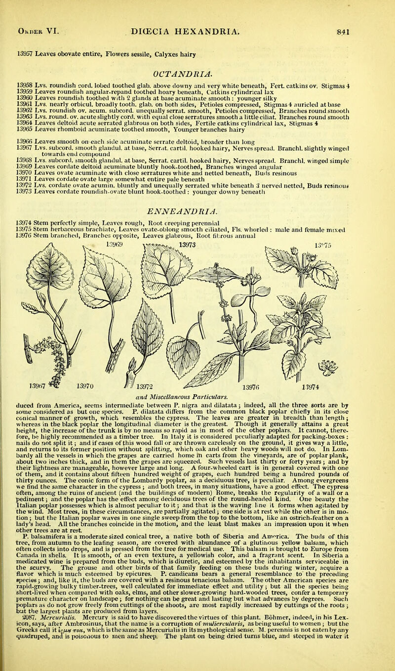 13957 Leaves obovate entire, Flowers sessile, Calyxes hairy OCTANDRIA. 13958 Lvs. roundish cord, lobed toothed glab. above downy and very white beneath, Fert. catkins ov. Stigmas 4 13959 Leaves roundish angular-repand toothed hoary beneath, Catkins cylindrical lax 13960 Leaves roundish toothed with 2 glands at base acuminate smooth : younger silky 13961 Lvs. nearly orbicul. broadly tooth, glab. on both sides, Petioles compressed, Stigmas 4 auricled at base 13962 Lvs. roundish ov. acum. subcord. unequally serrat. smooth, Petioles compressed, Branches round smooth 13963 Lvs. round, ov. acute slightly cord, with equal close serratures smooth a little ciliat. Branches round smooth 13964 Leaves deltoid acute serrated glabrous on both sides, Fertile catkins cylindrical lax, Stigmas 4 13965 Leaves rhomboid acuminate toothed smooth, Younger branches hairy 13966 Leaves smooth on each side acuminate serrate deltoid, broader than long 13967 Lvs. subcord. smooth glandul. at base, Serrat. cartil. hooked hairy, Nerves spread. Branchl. slightly winged towards end compound 13968 Lvs. subcord. smooth glandul. at base, Serrat. cartil. hooked hairy, Nerves spread. Branchl. winged simple 13969 Leaves cordate deltoid acuminate bluntly hook-toothed, Branches winged angular 13970 Leaves ovate acuminate with close serratures white and netted beneath, Buds resinous 13971 Leaves cordate ovate large somewhat entire pale beneath 13972 Lvs. cordate ovate acumin. bluntly and unequally serrated white beneath 3 nerved netted, Buds resinous 13973 Leaves cordate roundish-ovate blunt hook-toothed: younger downy beneatli ENNEANDRIA. 13974 Stem perfectly simple, Leaves rough, Root creeping perennial 13975 Stem herbaceous brachiate, Leaves ovate-oblong smoctli ciliated, Fls. whorled : male and female mixed 13976 Stem branched, Branches opposite, Leaves glabrous, Hoot fibrous annual and Miscellaneous Particulars. duced from America, 6eems intermediate between P. nigra and dilatata; indeed, all the three sorts are by some considered as but one species. P. dilatata diners from the common black poplar chiefly in its close conical manner of growth, which resembles the cypress. The leaves are greater in breadth than length; whereas in the black poplar the longitudinal diameter is the greatest. Though it generally attains a great height, the increase of the trunk is by no means so rapid as in most of the other poplars. It cannot, there, fore, he highly recommended as a timber tree. In Italy it is considered peculiarly adapted for packing-boxes : nails do not split it; and if cases of this wood fall or are thrown carelessly on the ground, it gives way a little, and returns to its former position without splitting, which oak and other heavy woods will not do. In Lom- bardy all the vessels in which the grapes are carried home in carts from the vineyards, are of poplar plank, about two inches thick, and in them the grapes are squeezed. Such vessels last thirty or forty years; and by their lightness are manageable, however large and long. A four-wheeled cart is in general covered with one of them, and it contains about fifteen hundred weight of grapes, each hundred being a hundred pounds of thirty ounces. The conic form of the Lombardy poplar, as a deciduous tree, is peculiar. Among evergreens we find the same character in the cypress ; and both trees, in many situations, have a good effect. The cypress often, among the ruins of ancient (and the buildings of modern) Rome, breaks the regularity of a wall or a pediment; and the poplar has the effect among deciduous trees of the round-headed kind. One beauty the Italian poplar possesses which is almost peculiar to it; and that is the waving line it forms when agitated by the wind. Most trees, in these circumstances, are partially agitated; one side is at rest while the other is in mo- tion ; but the Italian poplar waves in one single sweep from the top to the bottom, like an ostrich-feather on a lady's head. All the branches coincide in the motion, and the least blast makes an impression upon it when other trees are at rest. P. balsamifera is a moderate sized conical tree, a native both of Siberia and America. The buds of this tree, from autumn to the leafing season, are covered with abundance of a glutinous yellow balsam, which often collects into drops, and is pressed from the tree for medical use. This balsam is brought to Europe from Canada in shells. It is smooth, of an even texture, a yellowish color, and a fragrant scent. In Siberia a medicated wine is prepared from the buds, which is diuretic, and esteemed by the inhabitants serviceable in the scurvy. The grouse and other birds of that family feeding on these buds during winter, acquire a flavor which is much esteemed by epicures. P. candicans bears a general resemblance to the preceding species; and, like it, the buds are covered with a resinous tenacious balsam. The other American species are rapid-growing bulky timber-trees, well calculated for immediate effect and utility ; but all the species being short-lived when compared with oaks, elms, and other slower-growing hard-wooded trees, confer a temporary premature character on landscape; for nothing can be great and lasting but what advances by degrees. Such poplars as do not grow freely from cuttings of the shoots, are most rapidly increased by cuttings of the roots; but the largest plants are produced from layers. 2087. Mercurialis. Mercury is said to have discovered the virtues of this plant. Bohmer, indeed, in his Lex- icon, says, after Ambrosinus, that the name is a corruption of muliercularis, as being useful to women ; but the Greeks call it lefAyxox, which is the same as Mercurialis in its mythological sense. ?4. perennis is not eaten by any quadruped, anil is poisonous to men and sheep. The plant on being dried turns blue, and steeped in water it