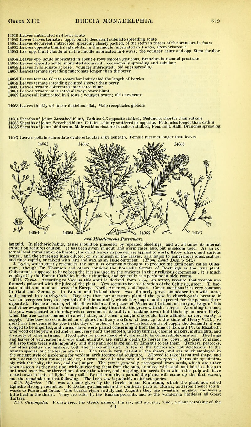 14049 Leaves imbricated in 4 rows acute 14050 Lower leaves temate : upper binate decurrent subulate spreading acute 14051 Leaves decurrent imbricated spreading closely packed, of the stem in threes of the branches in fours 14052 Leaves opposite bluntish glandular in the middle imbricated in 4 ways, Stem arboreous 14053 Lvs. opp. blunt glandular in the middle imbricated in 4 ways: the younger acute and opp. Stem shrubby 14054 Leaves opp. acute imbricated in about 4 rows smooth glaucous, Branches horizontal prostrate 14055 Leaves opposite acute imbricated decurrent: occasionally spreading and subulate 14056 Leaves in 3s adnate at base : younger imbricated ; old ones spreading 14057 Leaves temate spreading mucronate longer than the berry 14058 Leaves temate falcate somewhat imbricated the length of berries 14059 Leaves temate spreading pointed shorter than berry 14060 Leaves temate obliterated imbricated blunt 14061 Leaves ternate imbricated all ways ovate blunt 14062 Leaves all imbricated in 4 rows : younger ovate; old ones acute 14063 Leaves thickly set linear distichous flat, Male receptacles globose 14064 Sheaths of joints 2-toothed blunt, Catkins 2-3 opposite stalked, Peduncles shorter than catkins 14065 Sheaths of joints 2-toothed blunt, Catkins solitary scattered or opposite. Peduncles longer than catkin 14066 Sheaths of joints bifid acum. Male catkins clustered sessile or stalked, Fern, solit. stalk. Branches spreading 14067 Leaves peltate subcordate ovate-orbicular silky beneath, Female racemes longer than leaves and Miscellaneous Particulars. languid. In plethoric habits, its use should be preceded by repeated bleedings; and at all times its internal exhibition requires caution. It has been given in gout and worm cases also, but is seldom used. As an ex- ternal local stimulant or escharotic, the dried leaves in powder are appiied to warts, flabby ulcers, and carious bones ; and the expressed juice diluted, or an infusion of the leaves, as a lotion to gangrenous sores, scabies, and tinea capitis, or mixed with lard and wax as an issue ointment. (Thorn. Lond. Disp. p. 342.) J. Lycia, which greatly resembles the savin, is commonly thought to produce the gum resin called Oliba- num; though Dr. Thomson and others consider the Boswellia Serrata of Roxburgh as the true plant. Olibanum is supposed to have been the incense used by the ancients in their religious ceremonies ; it is much employed by the Roman Catholics in their churches, and generally as a perfume in sick rooms. 2114. Taxus. According to Vossius this word is derived from an arrow, because that weapon was formerly poisoned with the juice of the plant. Yew seems to be an alteration of the Celtic iw, green. T. bac- cata inhabits mountainous woods in Europe, North America, and Japan. Ca?sar mentions it as very common in Gaul and Germany. In Britain and Ireland there was formerly great abundance in a wild state, and planted in church-yards. Ray says that our ancestors planted the yew in church-yards because it was an evergreen tree, as a symbol of that immortality which they hoped and expected for the persons there deposited. Hence a custom, which still exists in a few places of Wales and Ireland, of carrying twigs of this and other evergreen trees in funerals, and throwing them into the grave with the corpse. According to some, the yew was planted in church-yards on account of its utility in making bows; but this is by no means likely, when the tree was so common in a wild state, and when a single one would have afforded so very scanty a supply. The bow was considered an engine of military warfare, at least up to the time of Henry VIII.; so great was the demand for yew in the days of archery, that our own stock could not supply the demand ; it was obliged to be imported, and various laws were passed concerning it from the time of Edward IV. to Elizabeth. The wood of the yew is red and veined, very hard and smooth, used by turners, cabinet-makers, millwrights, and a variety of other artisans. Flood-gates for ponds made of it, are said to be of incredible duration. The twigs and leaves of yew, eaten in a very small quantity, are certain death to horses and cows; but deer, it is said, will crop these trees with impunity, and sheep and goats are said by Linnajus to eat them. Turkeys, peacocks, and other poultry and birds eat both the leaves and fruit. A few of the berries are not deleterious to the human species, but the leaves are fatal. The tree is very patient of the shears, and was much employed in the ancient style of gardening for verdant architecture and sculpture. Allowed to take its natural shape, and when advanced to a considerable age, it forms one of handsomest of British evergreens, harmonizing admira- bly with the holly, the box, and the juniper. The yew is generally propagated from seeds, which are either sown as soon as they are ripe, without clearing them from the pulp, or mixed with sand, and laid in a heap to be turned over two or three times during the winter, and in spring, the seeds from which the pulp will nave rotted sown in beds of light loamy soil. By either mode, a part of the plants will come up the first season, and the remainder in that following. The Irish yew is probably a distinct species. 2115. Ephedra. This was a name given by the Greeks to our Equisetum, which the plant now called Ephedra strongly resembles. E Distachya abounds in the southern parts of Russia, and from thence south- wards to Persia and India. The berries ripen in July and August: they are sweetish, mucam, and leave a little heat in the throat. They are eaten by the Russian peasants, and by the wandering hordes of all Great Tartary. 211(1 Cissampelos. From xirns, the Greek name of the ivy, and ap-iikes, vine ; a plant partaking of tha 3 I