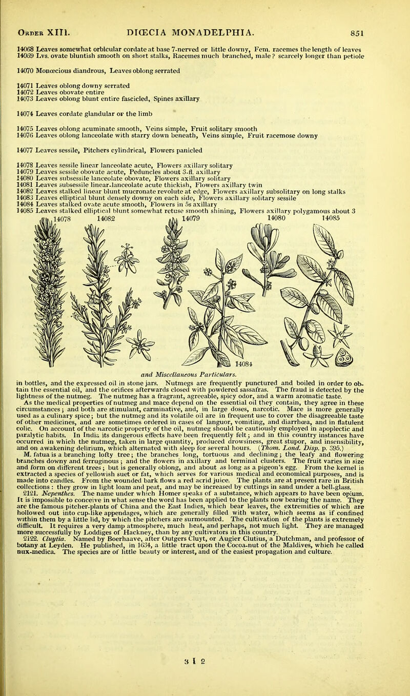 14068 Leaves somewhat orbicular cordate at base 7-nerved or little downy, Fem. racemes the length of leaves 14059 Lvs. ovate bluntish smooth on short stalks, Racemes much branched, male ? scarcely longer than petiole 14070 Monoecious diandrous, Leaves oblong serrated 14071 Leaves oblong downy serrated 14072 Leaves obovate entire 14073 Leaves oblong blunt entire fascicled, Spines axillary 14074 Leaves cordate glandular or the limb 14075 Leaves oblong acuminate smooth, Veins simple, Fruit solitary smooth 14076 Leaves oblong lanceolate with starry down beneath, Veins simple, Fruit racemose downy 14077 Leaves sessile, Pitchers cylindrical, Flowers panicled 14078 Leaves sessile linear lanceolate acute, Flowers axillary solitary 14079 Leaves sessile obovate acute, Peduncles about 3-fl. axillary 14080 Leaves subsessile lanceolate obovate, Flowers axillary solitary 14081 Leaves subsessile linear-lanceolate acute thickish, Flowers axillary twin 14082 Leaves stalked linear blunt mucronate revolute at edge, Flowers axillary subsolitary on long stalks 14083 Leaves elliptical blunt densely downy on each side, Flowers axillary solitary sessile 14084 Leaves stalked ovate acute smooth, Flowers in 5s axillary 14085 Leaves stalked elliptical blunt somewhat retuse smooth shining, Flowers axillary polygamous about 3 and Miscellaneous Particulars. in bottles, and the expressed oil in stone jars. Nutmegs are frequently punctured and boiled in order to ob. tain the essential oil, and the orifices afterwards closed with powdered sassafras. The fraud is detected by the lightness of the nutmeg. The nutmeg has a fragrant, agreeable, spicy odor, and a warm aromatic taste. As the medical properties of nutmeg and mace depend on the essential oil they contain, they agree in these circumstances; and both are stimulant, carminative, and, in large doses, narcotic. Mace is more generally used as a culinary spice; but the nutmeg and its volatile oil are in frequent use to cover the disagreeable taste of other medicines, and are sometimes ordered in cases of languor, vomiting, and diarrhoea, and in flatulent colic. On account of the narcotic property of the oil, nutmeg should be cautiously employed in apoplectic and paralytic habits. In India its dangerous effects have been frequently felt; and in this country instances have occurred in which the nutmeg, taken in large quantity, produced drowsiness, great stupor, and insensibility, and on awakening delirium, which alternated with sleep for several hours. (Thorn. Lond. Disp. p. 395.) M. fatua is a branching lofty tree; the branches long, tortuous and declining; the leafy and flowering branches downy and ferruginous; and the flowers in axillary and terminal clusters. The fruit varies in size and form on different trees; but is generally oblong, and about as long as a pigeon's egg. From the kernel is extracted a species of yellowish suet or fat, which serves for various medical and economical purposes, and is made into candles. From the wounded bark flows a red acrid juice. The plants are at present rare in British collections : they grow in light loam and peat, and may be increased by cuttings in sand under a bell-glass. 2121. Nepenthes. The name under which Homer s]>eaks of a substance, which appears to have been opium. It is impossible to conceive in what sense the word has been applied to the plants now bearing the name. They are the famous pitcher-plants of China and the East Indies, which bear leaves, the extremities of which are hollowed out into cup-like appendages, which are generally filled with water, which seems as if confined within them by a little lid, by which the pitchers are surmounted. The cultivation of the plants is extremely difficult It requires a very damp atmosphere, much heat, and perhaps, not much light. They are managed more successfully by Loddiges of Hackney, than by any cultivators in this country. 2122. Cluytia. Named by Boerhaave, after Outgers Cluyt, or Augier Clutius, a Dutchman, and professor of botany at Leyden. He published, in 1634, a little tract upon the Cocoa-nut of the Maldives, which he called nux-medica. The species are of little beauty or interest, and of the easiest propagation and culture. ale