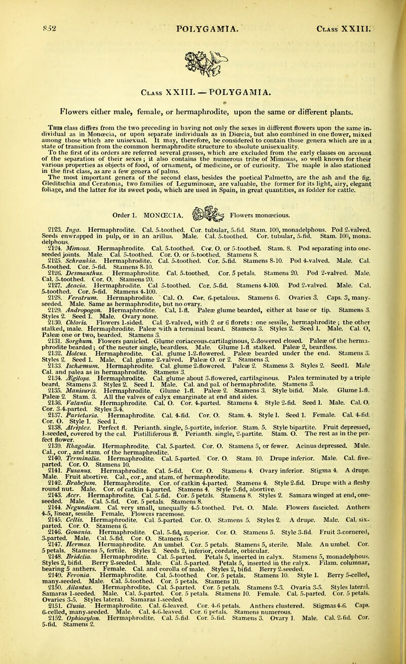 Class XXIII. — POLYGAMIA. Flowers either male, female, or hermaphrodite, upon the same or different plants. This class differs from the two preceding in having not only the sexes in different flowers upon the same in- dividual as in Monoecia, or upon separate individuals as in Dioecia, but also combined in one flower, mixed among those which are unisexual. It may, therefore, be considered to contain those genera which are in a state of transition from the common hermaphrodite structure to absolute unisexuality. To the first of its orders are referred several grasses, which are excluded from the early classes on account of the separation of their sexes; it also contains the numerous tribe of Mimosas, so well known for their various properties as objects of food, of ornament, of medicine, or of curiosity. The maple is also stationed in the first class, as are a few genera of palms. The most im)>ortant genera of the second class, besides the poetical Palmetto, are the ash and the fig. Gleditschia and Ceratonia, two families of Leguminosa?, are valuable, the former for its light, airy, elegant foliage, and the latter for its sweet pods, which are used in Spain, in great quantities, as fodder for cattle. Order 1. MONCECIA. Flowers monoecious. 2123. Inga. Hermaphrodite. Cal. 5-toothed. Cor. tubular, 5-fid. Stam. 100, monadelphous. Pod 2-valved. Seeds enwrapped in pulp, or in an arillus. Male. Cal. 5-toothed. Cor. tubular, 5-fid. Stam. 100, mona- delphous. 2124. Mimosa. Hermaphrodite. Cal. 5-toothed. Cor. O. or 5 toothed. Stam. 8. Pod separating into one- seeded joints. Male. Cal. 5-toothed. Cor. O. or 5-toothed. Stamens 8. 2125. Schranhia. Hermaphrodite. Cal. 5-toothed. Cor. 5-fid. Stamens 8-10. Pod 4-valved. Male. Cal. 5-toothed. Cor. 5-fid. Stamens 8-10. 2126. Desmanthus. Hermaphrodite. Cal. 5-toothed. Cor. 5 petals. Stamens 20. Pod 2-valved. Male. Cal. 5-toothed. Cor. O. Stamens 20. 2127. Acacia. Hermaphrodite. Cal 5-toothed. Cor. 5-fid. Stamens 4-100. Pod 2-valved. Male. Cal. 5- toothed. Cor. 5-fid. Stamens 4-100. 2128. Veratrum. Hermaphrodite. Cal. O. Car. 6-petalous. Stamens 6. Ovaries 3. Caps. 3, many- seeded. Male. Same as hermaphrodite, but no ovary. 2129. Andropogon. Hermaphrodite. Cal. 1-fl. Palea; glume bearded, either at base or tip. Stamens 3. Styles 2. Seed 1. Male. Ovary none. 2130. Chloris. Flowers 1-sided. Cal. 2-valved, with 2 or 6 florets : one sessile, hermaphrodite ; the other stalked, male. Hermaphrodite. Palea; with a terminal beard. Stamens 3. Styles 2. Seed 1. Male. Cal. O, Palea; one or two, bearded. Stamens 3. 2131. Sorghum. Flowers panicled. Glume coriaceous-cartilaginous, 2-flowered closed. Palea; of the herma- phrodite bearded; of the neuter single, beardless. Male. Glume 1-fl stalked. Palea? 2, beardless. 2132. Holcus. Hermaphrodite. Cal. glume 1-2-flowered. Palea? bearded under the end. Stamens 3. Styles 2. Seed 1. Male. Cal. glume 2-valved. Palea; O. or 2. Stamens 3. 2133. Ischcemum. Hermaphrodite. Cal. glume 2-flowered. Paleae 2. Stamens 3. Styles 2. Seedl. Male Cal. and palea as in hermaphrodite. Stamens 3. 2134. JEgilops. Hermaphrodite. Cal. glume about 3-flowered, cartilaginous. Palea terminated by a triple beard. Stamens 3. Styles 2. Seedl. Male. Cal. and pal. of hermaphrodite. Stamens 3. 2135. Manisuris. Hermaphrodite. Glume 1-fl. Palea; 2. Stamens 3. Style bifid. Male. Glume 1-fl. Palea; 2. Stam. 3. All the valves of calyx emarginate at end and sides. 2136. Valantia. Hermaphrodite. Cal. O. Cor. 4-parted. Stamens 4. Style 2-fid. Seed 1. Male. Cal. O. Cor. 3-4-parted. Styles 3-4. 2137. Parietaria. Hermaphrodite. Cal. 4-fid. Cor. O. Stam. 4. Style 1. Seed 1. Female. Cal. 4-fid. Cor. O. Style 1. Seed 1. 2138. Atriplex. Perfect fl. Perianth, single, 5-partite, inferior. Stam. 5. Style bipartite. Fruit depressed, 1-seeded, covered by the cal. Pistilliferous fl. Perianth, single, 2-partite. Stam. O. The rest as in the per- fect flower. 2139. Rhagodia. Hermaphrodite. Cal. 5-parted. Cor. O. Stamens 5, or fewer. Acinus depressed. Male. Cal, cor., and stam. of the hermaphrodite. 2140. Terminalia. Hermaphrodite. Cal. 5-parted. Cor. O. Stam. 10. Drupe inferior. Male. Cal. five- parted. Cor. O. Stamens 10. 2141. Fusanus. Hermaphrodite. Cal. 5-fid. Cor. O. Stamens 4. Ovary inferior. Stigma 4. A drupe. Male. Fruit abortive. Cal., cor, and stam. of hermaphrodite. 2142. Brabejum. Hermaphrodite. Cor. of catkin 4-parted. Stamens 4. Style 2-fid. Drupe with a fleshy round nut. Male. Cor. of catkin 4-parted. Stamens 4. Style 2-fid, abortive. 2143. Acer. Hermaphrodite. Cal. 5-fid. Cor. 5 petals. Stamens 8. Styles 2. Samara winged at end, one- seeded. Male. CaL 5-fid. Cor. 5 petals. Stamens 8. 2144. Negundium. Cal. very small, unequally 4-5 toothed. Pet. O. Male. Flowers fascicled. Anthers 4- 5, linear, sessile. Female. Flowers racemose. 2145. Celtis. Hermaphrodite. Cal. 5-parted. Cor. O. Stamens 5. Styles 2. A drupe. Male. Cal. six- parted. Cor. O. Stamens 6. 2146. Gouania. Hermaphrodite. Cal. 5-fld, suoerior. Cor. O. Stamens 5. Style 3-fid. Fruit 3-cornered, 3-parted. Male. Cal. 5-fid. Cor. O. Stamens 5. 2147. Hermas. Hermaphrodite. An umbel. Cor. 5 petals. Stamens 5, sterile. Male. An umbel. Cor. 5 petals. Stamens 5, fertile. Styles 2. Seeds 2, inferior, cordate, orbicular. 2148. Bridelia. Hermaphrodite. Cal. 5-parted. Petals 5, inserted in calyx. Stamens 5, monadelphous. Styles 2, bifid. Berry 2-seeded. Male. Cal. 5-parted. Petals 5, inserted in the calyx. Filam. columnar, bearing 5 anthers. Female. Cal. and corolla of male. Styles 2, bifid. Berry 2-seeded. 2149. Feronia. Hermaphrodite. Cal. 5-toothcd. Cor. 5 petals. Stamens 10. Style 1. Berry 5-celled, many-seeded. Male. Cal. 5-toothed. Cor. 5 petals. Stamens 10. 2150. Ailantus. Hermaphrodite. Cal. 5-parted. Cor. 5 petals. Stamens 2-3. Ovaria 3-5. Styles lateral. Samaras 1-seeded. Male. Cal. 5-parted. Cor. 5 petals. Stamens 10. Female. Cal. 5-parted. Cor. 5 petals. Ovaries 3-5. Styles lateral. Samaras 1-seeded. 2151. Clusia. Hermaphrodite. Cal. 6-leaved. Cor. 4-6 petals. Anthers clustered. Stigmas4-6. Caps. 6- celled, many-seeded. Male. Cal. 4-6-leaved. Cor. 6 petals. Stamens numerous. 2152. Ophioxylon. Hermaphrodite. Cal. 5-fid. Cor. 5-fid. Stamens 3. Ovary 1. Male. Cal. 2-fid. Cor.