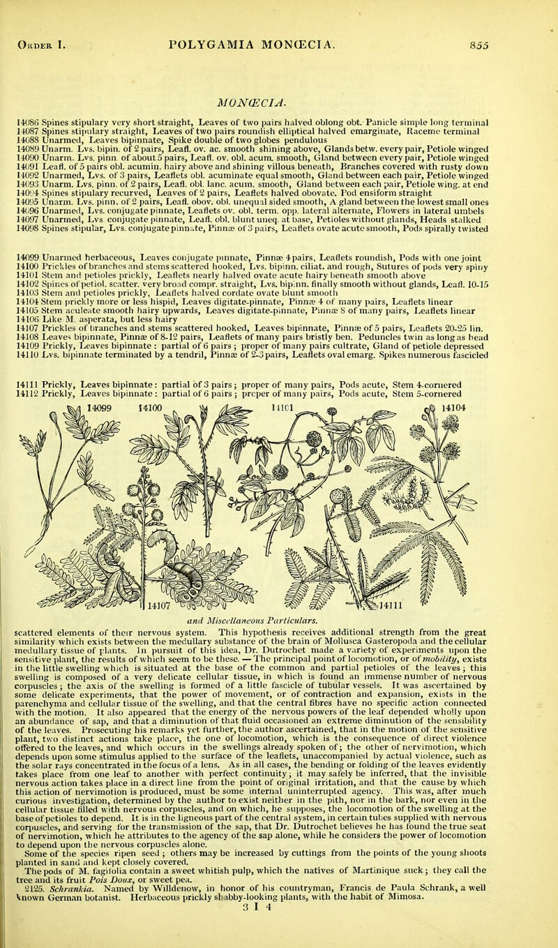 MON(ECIA. 14086 Spines stipulary very short straight, Leaves of two pairs halved oblong obt. Panicle simple long terminal 14087 Spines stipulary straight, Leaves of two pairs roundish elliptical halved emargmate, Raceme terminal 14088 Unarmed, Leaves bipinnate, Spike double of two globes pendulous 1408!) Unarm. Lvs. bipin. of 2 pairs, Lead. ov. ac. smooth shining above, Glands betw. every pair, Petiole winged 14090 Unarm. Lvs. pinn of aboutS pairs, Leaf), ov. obi. acum. smooth, Gland between every pair, Petiole winged 14091 Leafl. of 5 pairs obi. acumin. hairy above and shining villous beneath, Branches covered with rusty down 14092 Unarmed, Lvs. of 3 pairs. Leaflets obi. acuminate equal smooth, Gland between each pair, Petiole winged 14093 Unarm. Lvs. pinn. of 2 pairs, Leafl. obi. lane, acuin. smooth, Gland between each pair, Petiole wing, at end 1401'4 Spines stipulary recurved, Leaves of 2 pairs, Leaflets halved obovate. Pod ensiform straight 1401'5 Unarm. Lvs. pinn. of 2 pairs, Leafl. obov. obi. unequal sided smooth, A gland between the lowest small ones 141)96 Unarmed, Lvs. conjugate pinnate, Leaflets ov. obi. term. opp. lateral alternate, Flowers in lateral umbels 14097 Unarmed, Lvs conjugate pinnate, Leafl. obi. blunt uneq. at base, Petioles without glands, Heads stalked 14098 Spines stipular, Lvs. conjugate pinnate, Pinna; of 3 pairs, Leaflets ovate acute smooth, Pods spirally twisted 14099 Unarmed herbaceous, Leaves conjugate pinnate, Pinnae 4pairs, Leaflets roundish, Pods with one joint 14100 Prickles of branches and stems scattered hooked, Lvs. bipinn. ciliat. and rough, Sutures of pods very spiny 14101 Stem and. petioles prickly, Leaflets nearly halved ovate acute hairy beneath smooth above 14102 Spines of petiol. scatter, very broad compr. straight, Lvs. bipinn. finally smooth without glands, Leafl. 10-15 14103 Stem and petioles prickly, Leaflets halved cordate ovate blunt smooth 14104 Stem prickly more or less hispid, Leaves digitate-pinnate, Pinna; 4 of many pairs, Leaflets linear 14105 Stem aculeate smooth hairy upwards, Leaves digitate-pinnate, Pinna; S of many pairs, Leaflets linear 14106 Like M. asperata, but less hairy 14107 Prickles of branches and stems scattered hooked, Leaves bipinnate, Pinnae of 5 pairs, Leaflets 20-25 lin. 14108 Leaver bipinnate, Pinna; of 8-12 pairs, Leaflets of many pairs bristly ben. Peduncles twin as long as head 14109 Prickly, Leaves bipinnate : partial of 6 pairs ; proper of many pairs cultrate, Gland of petiole depressed 14110 Lvs. bipinnate terminated by a tendril, Pinna; of 2-3 pairs, Leaflets oval emarg. Spikes numerous fascicled 14111 Prickly, Leaves bipinnate: partial of 3 pairs; proper of many pairs, Pods acute, Stem 4-cornered 14112 Prickly, Leaves bipinnate : partial of 6 pairs ; proper of many pairs, Pods acute, Stem 5-cornered and Miscellaneous Particulars. scattered elements of their nervous system. This hypothesis receives additional strength from the great similarity which exists between the medullary substance of the brain of Mollusca Gasteropoda and the cellular medullary tissue of plants. In pursuit of this idea, Dr. Dutrochet made a variety of experiments upon the sensitive plant, the results of which seem to be these. — The principal point of locomotion, or of mobility, exists in the little swelling which is situated at the base of the common and partial petioles of the leaves ; this swelling is composed of a very delicate cellular tissue, in which is found an immense number of nervous corpuscles; the axis of the swelling is formed of a little fascicle of tubular vessels. It was ascertained by some delicate experiments, that the power of movement, or of contraction and expansion, exists in the parenchyma and cellular tissue of the swelling, and that the central fibres have no specific action connected with the motion. It also appeared that the energy of the nervous powers of the leaf depended wholly upon an abundance of sap, and that a diminution of that fluid occasioned an extreme diminution of the sensibility of the leaves. Prosecuting his remarks yet further, the author ascertained, that in the motion of the sensitive plant, two distinct actions take place, the one of locomotion, which is the consequence of direct violence offered to the leaves, and which occurs in the swellings already spoken of; the other of nervimotion, which depends upon some stimulus applied to the surface of the leaflets, unaccompanied by actual violence, such as the solar rays concentrated in the focus of a lens. As in all cases, the bending or folding of the leaves evidently takes place from one leaf to another with perfect continuity; it may safely be inferred, that the invisible nervous action takes place in a direct line from the point of original irritation, and that the cause by which this action of nervimotion is produced, must be some internal uninterrupted agency. This was, after much curious investigation, determined by the author to exist neither in the pith, nor in the bark, nor even in the cellular tissue filled with nervous corpuscles, and on which, he supposes, the locomotion of the swelling at the base of petioles to depend. It is in the ligneous part of the central system, in certain tubes supplied with nervous corpuscles, and serving for the transmission of the sap, that Dr. Dutrochet believes he has found the true seat of nervimotion, which he attributes to the agency of the sap alone, while he considers the power of locomotion to depend upon the nervous corpuscles alone. Some of the species ripen seed ; others may be increased by cuttings from the points of the young shoots planted in sand and kept closely covered. The pods of M. fagilolia contain a sweet whitish pulp, which the natives of Martinique suck; they call the tree and its fruit Pois Doux, or sweet pea. 2125. Sckrankia. Named by Willdenow, in honor of his countryman, Francis de Paula Schrank, a well Miown German botanist. Herbaceous prickly shabby-looking plants, with the habit of Mimosa.