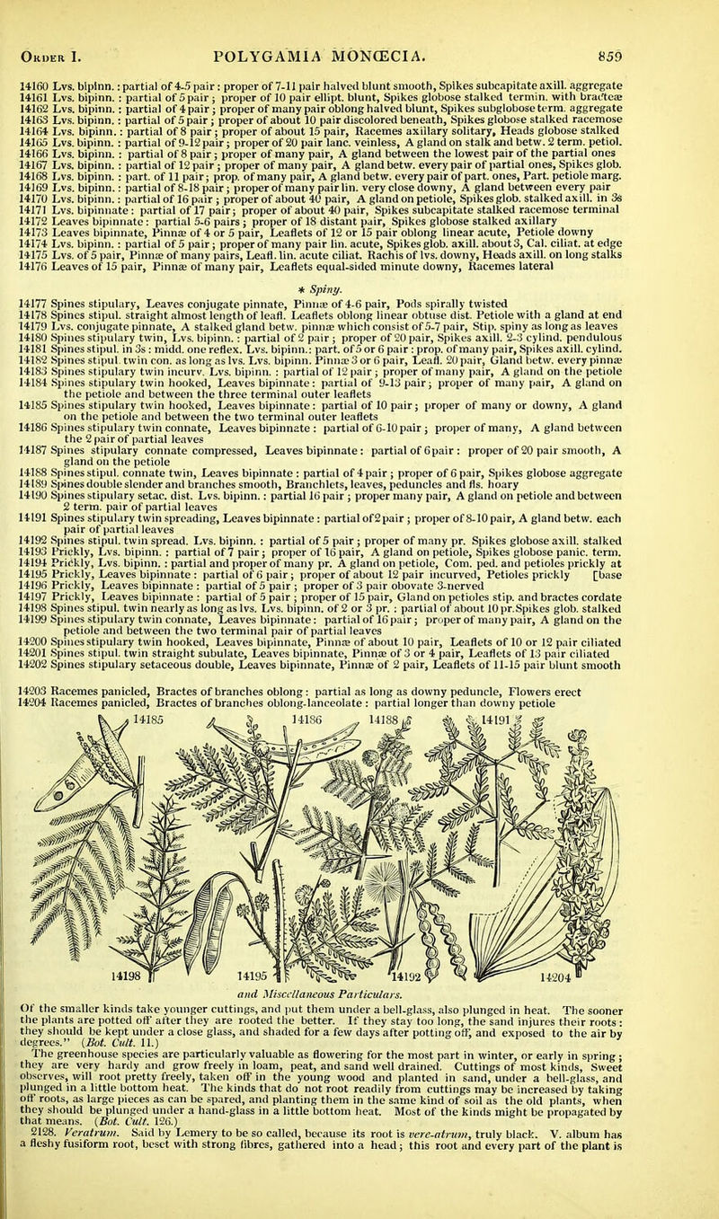 14160 Lvs. biplnn.: partial of 4-5 pair: proper of 7-11 pair halved blunt smooth, Spikes subcapitate axill. aggregate 14161 Lvs. bipinn. : partial of 5 pair ; proper of 10 pair ellipt. blunt, Spikes globose stalked termin. with bractea? 14162 Lvs. bipinn.: partial of 4 pair; proper of many pair oblong halved blunt, Spikes subgloboseterm. aggregate 14163 Lvs. bipinn.: partial of 5 pair; proper of about 10 pair discolored beneath, Spikes globose stalked racemose 14164 Lvs. bipinn.: partial of 8 pair; proper of about 15 pair, Racemes axillary solitary. Heads globose stalked 14165 Lvs. bipinn.: partial of 9-12 pair; proper of 20 pair lane, veinless, A gland on stalk and betw. 2 term, petiol. 14166 Lvs. bipinn.: partial of 8 pair; proper of many pair, A gland between the lowest pair of the partial ones 14167 Lvs. bipinn.: partial of 12 pair; proper of many pair, A gland betw. every pair of partial ones, Spikes glob. 14168 Lvs. bipinn. : part, of 11 pair; prop, of many pair, A gland betw. every pair of part, ones, Part, petiole marg. 14169 Lvs. bipinn.: partial of 8-18 pair; proper of many pairlin. very close downy, A gland between every pair 14170 Lvs. bipinn.: partial of 16 pair ; proper of about 40 pair, A gland on petiole, Spikes glob, stalked axill. in 3s 14171 Lvs. bipinnate: partial of 17 pair; proper of about 40 pair, Spikes subcapitate stalked racemose terminal 14172 Leaves bipinnate : partial 5-6 pairs ; proper of 18 distant pair, Spikes globose stalked axillary 14173 Leaves bipinnate, Pinna? of 4 or 5 pair, Leaflets of 12 or 15 pair oblong linear acute, Petiole downy 14174 Lvs. bipinn.: partial of 5 pair; proper of many pair lin. acute, Spikes glob, axill. about 3, Cal. cilia t. at edge 14175 Lvs. of 5 pair, Pinna? of many pairs, Leaf], lin. acute ciliat, Rachis of lvs. downy, Heads axill. on long stalks 14176 Leaves of 15 pair, Pinna? of many pair, Leaflets equal-sided minute downy, Racemes lateral * Spiny. 14177 Spines stipulary, Leaves conjugate pinnate, Pinna? of 4-6 pair, Pods spirally twisted 14178 Spines stipul. straight almost length of leaf!. Leaflets oblong linear obtuse dist. Petiole with a gland at end 14179 Lvs. conjugate pinnate, A stalked gland betw. pinna? which consist of 5-7 pair, Stip. spiny as long as leaves 14180 Spines stipulary twin, Lvs. bipinn.: partial of 2 pair ; proper of 20 pair, Spikes axill. 2-3 cylind. pendulous 14181 Spines stipul. in 3s : midd. one reflex. Lvs. bipinn.: part, of 5 or 6 pair : prop, of many pair, Spikes axill. cylind. 141S2 Spines stipul. twin con. as long as lvs. Lvs. bipinn. Pinna? 3 or 6 pair, Leafl. 20 pair, Gland betw. every pinna? 14183 Spines stipulary twin incurv. Lvs. bipinn. : partial of 12 pair ; proper of many pair, A gland on the petiole 14184 Spines stipulary twin hooked, Leaves bipinnate: partial of 9-13 pair; proper of many pair, A gland on the petiole and between the three terminal outer leaflets 14185 Spines stipulary twin hooked, Leaves bipinnate: partial of 10 pair; proper of many or downy, A gland on the petiole and between the two terminal outer leaflets 14186 Spines stipulary twin connate, Leaves bipinnate : partial of 6-10 pair; proper of many, A gland between the 2 pair of partial leaves 14187 Spines stipulary connate compressed, Leaves bipinnate: partial of 6pair: proper of 20 pair smooth, A gland on the petiole 14188 Spines stipul. connate twin, Leaves bipinnate : partial of 4 pair; proper of 6 pair, Spikes globose aggregate 14189 Spines double slender and branches smooth, Branchlets, leaves, peduncles and lis. hoary 14190 Spines stipulary setae, dist. Lvs. bipinn.: partial 16 pair ; proper many pair, A gland on petiole and between 2 term, pair of partial leaves 14191 Spines stipulary twin spreading, Leaves bipinnate: partial of 2 pair; proper of 8-10 pair, A gland betw. each pair of partial leaves 14192 Spines stipul. twin spread. Lvs. bipinn. : partial of 5 pair ; proper of many pr. Spikes globose axill. stalked 14193 Prickly, Lvs. bipinn. : partial of 7 pair; proper of 16 pair, A gland on petiole, Spikes globose panic, term. 14194 Prickly, Lvs. bipinn. : partial and proper of many pr. A gland on petiole, Com. ped. and petioles prickly at 14195 Prickly, Leaves bipinnate : partial of 6 pair; proper of about 12 pair incurved, Petioles prickly [base 14196 Prickly, Leaves bipinnate : partial of 5 pair ; proper of 3 pair obovate 3-nerved 14197 Prickly, Leaves bipinnate : partial of 5 pair ; proper of 15 pair, Gland on petioles stip. and bractes cordate 14198 Spines stipul. twin nearly as long as lvs. Lvs. bipinn. of 2 or 3 pr. : partial of about 10 pr.Spikes glob, stalked 14199 Spines stipulary twin connate, Leaves bipinnate: partial of 16 pair; proper of many pair, A gland on the petiole and between the two terminal pair of partial leaves 14200 Spines stipulary twin hooked, Leaves bipinnate, Pinna? of about 10 pair, Leaflets of 10 or 12 pair ciliated 14201 Spines stipul. twin straight subulate, Leaves bipinnate, Pinna? of 3 or 4 pair, Leaflets of 13 pair ciliated 14202 Spines stipulary setaceous double, Leaves bipinnate, Pinna? of 2 pair, Leaflets of 11-15 pair blunt smooth 14203 Racemes panicled, Bractes of branches oblong: partial as long as downy peduncle, Flowers erect 14204 Racemes panicled, Bractes of branches oblong-lanceolate : partial longer than downy petiole and Miscellaneous Particulars. Of the smaller kinds take younger cuttings, and put them under a bell-glass, also plunged in heat. The sooner the plants are potted off after they are rooted the better. If they stay too long, the sand injures their roots : they should be kept under a close glass, and shaded for a few days after potting offi and exposed to the air by degrees. (But. Cult. 11.) The greenhouse species are particularly valuable as flowering for the most part in winter, or early in spring ; they are very hardy and grow freely in loam, peat, and sand well drained. Cuttings of most kinds, Sweet observes, will root pretty freely, taken off in the young wood and planted in sand, under a bell-glass, and plunged in a little bottom heat. The kinds that do not root readily from cuttings may be increased by taking oft' roots, as large pieces as can be spared, and planting them in the same kind of soil as the old plants, when they should be plunged under a hand-glass in a little bottom heat. Most of the kinds might be propagated by that means. (Bot. Cult. 126.) 2128. Veratrum. Said by Lemery to be so called, because its root is vere-atrum, truly black. V. album has a fleshy fusiform root, beset with strong fibres, gathered into a head; this root and every part of the plant is