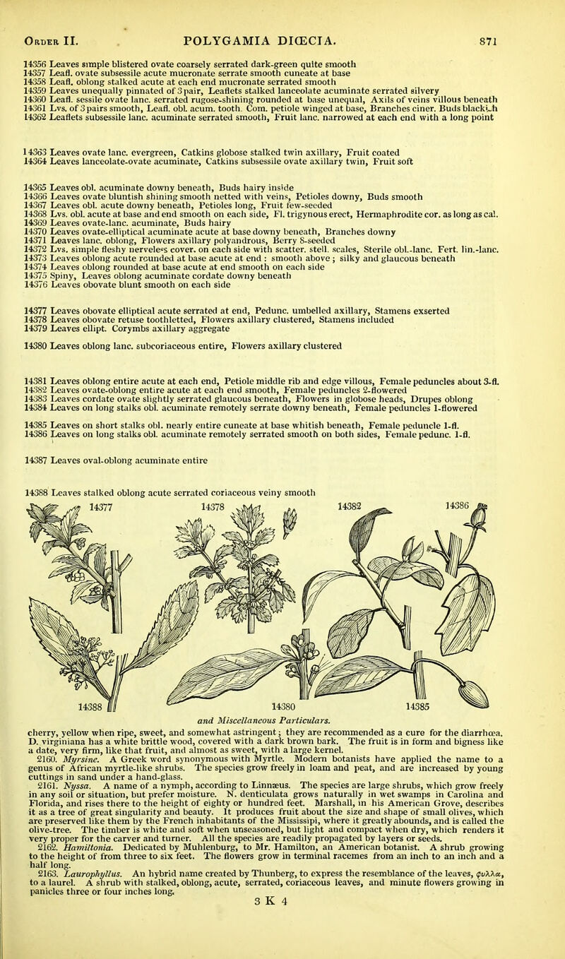 14356 Leaves simple blistered ovate coarsely serrated dark-green quite smooth 14357 Leafl. ovate subsessile acute mucronate serrate smooth cuneate at base 14358 Leafl. oblong stalked acute at each end mucronate serrated smooth 14359 Leaves unequally pinnated of 3 pair, Leaflets stalked lanceolate acuminate serrated silvery 14360 Leafl. sessile ovate lane, serrated rugose-shining rounded at base unequal, Axils of veins villous beneath 14361 Lvs. of 3 pairs smooth, Leafl. obi acum. tooth. Com. petiole winged at base, Branches ciner. Buds blackuh 14362 Leaflets subsessile lane, acuminate serrated smooth, Fruit lane, narrowed at each end with a long point 14363 Leaves ovate lane, evergreen, Catkins globose stalked twin axillary, Fruit coated 14364 Leaves lanceolate-ovate acuminate, Catkins subsessile ovate axillary twin, Fruit soft 14365 Leaves obi. acuminate downy beneath, Buds hairy inside 14366 Leaves ovate bluntish shining smooth netted with veins, Petioles downy, Buds smooth 14367 Leaves obi. acute downy beneath, Petioles long, Fruit few-seeded 14368 Lvs. obi. acute at base and end smooth on each side, Fl. trigynous erect, Hermaphrodite cor. as long as ca!. 14369 Leaves ovate-lanc. acuminate, Buds hairy 14370 Leaves ovate-elliptical acuminate acute at base downy beneath, Branches downy 14371 Leaves lane, oblong, Flowers axillary polyandrous, Berry 8-seeded 14372 Lvs. simple fleshy nervelecs cover, on each side with scatter, stell. scales, Sterile obl.-Ianc. Fert. lin.-lanc. 14373 Leaves oblong acute rounded at base acute at end : smooth above; silky and glaucous beneath 14374 Leaves oblong rounded at base acute at end smooth on each side 1437.5 Spiny, Leaves oblong acuminate cordate downy beneath 14376 Leaves obovate blunt smooth on each side 14377 Leaves obovate elliptical acute serrated at end, Pedunc. umbelled axillary, Stamens exserted 14378 Leaves obovate retuse toothletted, Flowers axillary clustered, Stamens included 14379 Leaves ellipt. Corymbs axillary aggregate 14380 Leaves oblong lane, subcoriaceous entire, Flowers axillary clustered 14381 Leaves oblong entire acute at each end, Petiole middle rib and edge villous, Female peduncles about 3-fl. 14-'ix2 Leaves ovate-oblong entire acute at each end smooth, F'emale peduncles 2-flowered 14383 Leaves cordate ovate slightly serrated glaucous beneath, Flowers in globose heads, Drupes oblong 14384 Leaves on long stalks obi. acuminate remotely serrate downy beneath, Female peduncles 1-flowered 14385 Leaves on short stalks obi. nearly entire cuneate at base whitish beneath, Female peduncle 1-fl. 14386 Leaves on long stalks obi. acuminate remotely serrated smooth on both sides, Female pedunc. 1-fl. 14387 Leaves oval-oblong acuminate entire 14388 Leaves stalked oblong acute serrated coriaceous veiny smooth and Miscellaneous Particulars. cherry, yellow when ripe, sweet, and somewhat astringent; they are recommended as a cure for the diarrhoea. D. virginiana has a white brittle wood, covered with a dark brown bark. The fruit is in form and bigness like a date, very firm, like that fruit, and almost as sweet, with a large kernel. 2160. Myrslne. A Greek word synonymous with Myrtle. Modern botanists have applied the name to a genus of African myrtle-like shrubs. The species grow freely in loam and peat, and are increased by young cuttings in sand under a hand-glass. 2161. Nyssa. A name of a nymph, according to Linnaeus. The species are large shrubs, which grow freely in any soil or situation, but prefer moisture. N. denticulata grows naturally in wet swamps in Carolina and Florida, and rises there to the height of eighty or hundred feet. Marshall, in his American Grove, describes it as a tree of great singularity and beauty. It produces fruit about the size and shape of small olives, which are preserved like them by the French inhabitants of the Mississipi, where it greatly abounds, and is called the olive-tree. The timber is white and soft when unseasoned, but light and compact when dry, which renders it very proper for the carver and turner. All the species are readily propagated by layers or seeds. 2162. Hamiltonla. Dedicated by Muhlenburg, to Mr. Hamilton, an American botanist. A shrub growing to the height of from three to six feet. The flowers grow in terminal racemes from an inch to an inch and a half long. 2163. Laurophyllus. An hybrid name created by Thunberg, to express the resemblance of the leaves, QvkXa, to a laurel. A shrub with stalked, oblong, acute, serrated, coriaceous leaves, and minute flowers growing in panicles three or four inches long. 3 K 4