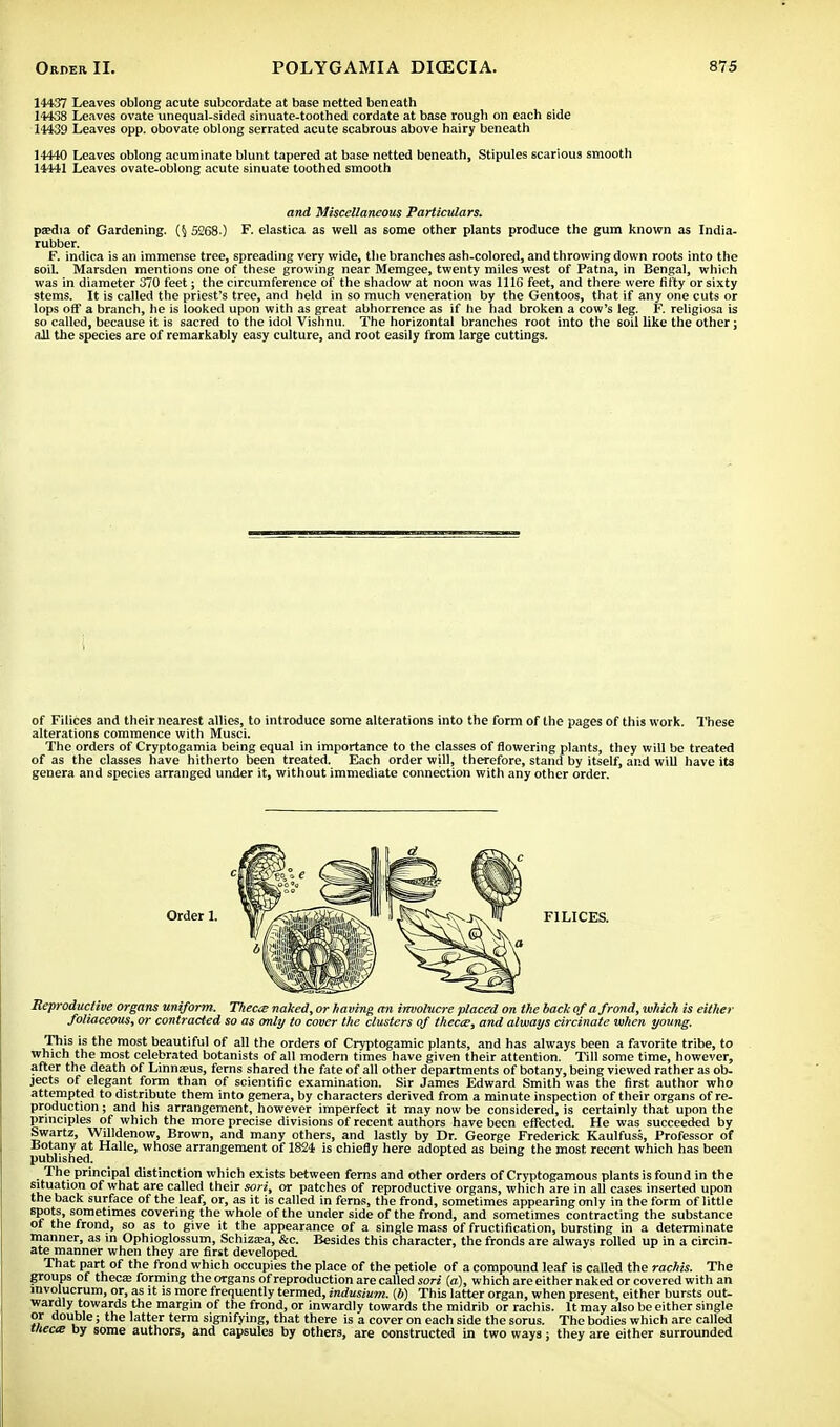 14437 Leaves oblong acute subcordate at base netted beneath 14438 Leaves ovate unequal-sided sinuate-toothed cordate at base rough on each side 14439 Leaves opp. obovate oblong serrated acute 6cabrous above hairy beneath 14440 Leaves oblong acuminate blunt tapered at base netted beneath, Stipules scarious smooth 14441 Leaves ovate-oblong acute sinuate toothed smooth paedia of Gardening. 5268 ) F. elastica as well as some other plants produce the gum known as India- rubber. F. indica is an immense tree, spreading very wide, the branches ash-colored, and throwing down roots into the soil. Marsden mentions one of these growing near Memgee, twenty miles west of Patna, in Bengal, which was in diameter 370 feet; the circumference of the shadow at noon was 1116 feet, and there were fifty or sixty stems. It is called the priest's tree, and held in so much veneration by the Gentoos, that if any one cuts or lops off a branch, he is looked upon with as great abhorrence as if he had broken a cow's leg. F. religiosa is so called, because it is sacred to the idol Vishnu. The horizontal branches root into the soil like the other; all the species are of remarkably easy culture, and root easily from large cuttings. of Filices and their nearest allies, to introduce some alterations into the form of the pages of this work. These alterations commence with Musci. The orders of Cryptogamia being equal in importance to the classes of flowering plants, they will be treated of as the classes have hitherto been treated. Each order will, therefore, stand by itself, and will have its genera and species arranged under it, without immediate connection with any other order. Reproductive organs uniform. Theca naked, or having an involucre placed on the back of a frond, which is either foliaceous, or contracted so as only to cover the clusters of t/iecce, and always circinate when young. This is the most beautiful of all the orders of Cryptogamic plants, and has always been a favorite tribe, to which the most celebrated botanists of all modern times have given their attention. Till some time, however, after the death of Linna?us, ferns shared the fate of all other departments of botany, being viewed rather as ob- jects of elegant form than of scientific examination. Sir James Edward Smith was the first author who attempted to distribute them into genera, by characters derived from a minute inspection of their organs of re- production ; and his arrangement, however imperfect it may now be considered, is certainly that upon the principles of which the more precise divisions of recent authors have been effected. He was succeeded by Swartz, Willdenow, Brown, and many others, and lastly by Dr. George Frederick Kaulfuss, Professor of Botany at Halle, whose arrangement of 1824 is chiefly here adopted as being the most recent which has been published. The principal distinction which exists between ferns and other orders of Cryptogamous plants is found in the situation of what are called their sori, or patches of reproductive organs, which are in all cases inserted upon the back surface of the leaf, or, as it is called in ferns, the frond, sometimes appearing only in the form of little spots, sometimes covering the whole of the under side of the frond, and sometimes contracting the substance of the frond, so as to give it the appearance of a single mass of fructification, bursting in a determinate manner, as in Ophioglossum, Schizsa, &c. Besides this character, the fronds are always rolled up in a circin- ate manner when they are first developed. That part of the frond which occupies the place of the petiole of a compound leaf is called the rachis. The groups of theca? forming the organs of reproduction are called sori (a), which are either naked or covered with an involucrum, or, as it is more frequently termed, indusium. (b) This latter organ, when present, either bursts out- wardly towards the margin of the frond, or inwardly towards the midrib or rachis. It may also be either single or double; the latter term signifying, that there is a cover on each side the sorus. The bodies which are called thecte by some authors, and capsules by others, are constructed in two ways; they are either surrounded and Miscellaneous Particulars. FILICES.