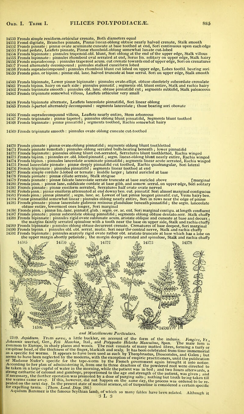 14550 Fronds simple reniform-orbicular crenate, Both diameters equal 14551 Frond digitate, Branches pinnate, Finns linear-oblong obtuse nearly halved crenate, Stalk smooth 14552 Fronds pinnate: pinna? ovate acuminate cuneate at base toothed at end, Sori continuous upon each edge 14553 Frond pedate, Leaflets pinnate, Pinna; rhomboid-oblong somewhat lunate cut-lobed 14554 Fronds bipinnate: pinnules trapezoid-obl. blunt, Sori oblong at the end of the upper edge, Stalk villous 14555 Fronds bipinnate: pinnules rhomboid oval serrated at end, Sorus I'm. solitary on upper edge, Stalk hairy 14556 Fronds supradecomp. : pinnules trapezoid acum. cut crenate towards end of upper edge, Sori on crenatures 14557 Frond alternately decompound: pinnules stalked cuneiform lobed 14558 Fronds supradecompound : pinnules rhomboid blunt cut lobed on upper edge, Lobes toothl. bearing sori 14559 Fronds pinn. or bipinn.: pinna; obi. lane, halved truncate at base serrul. Sori on upper edge, Stalk smooth 14560 Fronds bipinnate, Lower pinna; bipinnate : pinnules ovate-ellipt. obtuse obsoletely subcordate crenulate 14561 Fronds bipinn. hairy on each side: pinnules pinnatif.; segments obi. blunt entire, Stalk and rachis hairy 14562 Fronds bipinnate smooth : pinnules obi. lane, obtuse pinnatifid cut; segments subbifid, Stalk paleaceous 14563 Fronds tripinnate somewhat villous, Leaflets orbicular very small 14564 Fronds bipinnate alternate, Leaflets lanceolate pinnatifid, Sori linear oblong 14565 Fronds 3-parted alternately decompound : segments lanceolate; those bearing sori obovate 14566 Fronds supradecompound villous, Leaflets nearly entire. Stem arboreous 14567 Fronds tripinnate: pinna; tapered; pinnules oblong blunt pinnatifid, Segments blunt toothed 14568 Fronds bipinnate: pinna; pinnatifid ; segments toothed, Rachis somewhat hairy 14569 Fronds tripinnate smooth : pinnules ovate oblong cuneate cut-toothed 14570 Fronds pinnate: pinna; ovate-oblong pinnatifid; segments oblong blunt toothletted 14571 Fronds pinnate remotish: pinnules oblong serrated bulb-bearing beneath ; lower pinnatifid 14572 Fronds bipinnate: pinnules oblong blunt cut-serrated, Serratures blunt toothletted, Rachis winged 14573 Fronds bipinn. : pinnules ov. obi. lobed pinnatif.; segm. linear-oblong blunt nearly entire, Rachis winged 14574 Fronds bipinn.: pinnules lanceolate acuminate pinnatifid; segments linear acute serrated, Rachis winged 14575 Frond lanceolate pinnate: pinna; deeply pinnatifid cut toothed, Rachis quadrangular, Sori lateral 14576 FYonds tripinnate : pinnules pinnatifid ; segments linear toothed at end 14577 Fronds simple cordate 3-lobed or ternate: middle larger; lateral auricled at base 14578 Fronds pinnate: pinnae ciliate serrate, Stalk strigose 14579 Fronds pinnate: pinna; falcate lanceolate serrate truncate at base auricled above [marginal 14580 Fronds pinn.: pinna; lane, subfalcate cordate at base gibb. and somew. serrul. on upper edge, Sori solitary 14581 Fronds pinnate: pinna; ensiform serrated, Serratures half ovate ovate nerved 14582 Fronds pinn.: pinna; ensiform attenuated at end downy ben. cut. pinnatif. Sori almost marginal contiguous 14583 Fronds pinn.: pinnae pinnatif.; segm. lane. ac. Lowest of last pinnae longest pinnatif. cut, Veins hairy ben. 14584 Pinna? pinnatifid somewhat linear: pinnules oblong nearly entire, Sori in rows near the edge of pinna; 14585 Fronds pinnate: pinna; lanceolate glabrous resinous glandulose beneath pinnatifid; the segm. lanceolate obtuse entire, lowermost ones longer, Sori marginal 14586 Fronds pinn.: pinnae lin.-lanc. pinnatif. glab.: segm. ov. ac. ent. Sori marginal contigu. at length confluent 14587 Fronds pinnate: pinna; subcordate oblong pinnatifid; segments oblong obtuse dentato-serr. Stalk chaffy 14588 Fronds bipinnate: pinnules rigid ovate sublunate acum. aristate oblique and cuneate at base and decurr.; the margins faintly serrated spinulose with a tooth near the base on upper side, Stalk and rachis chaffy 14589 Fronds bipinnate: pinnules oblong obtuse decurrent crenate. Crenatures of base deepest, Sori marginal 14590 Fronds bipinn.: pinnules obL obt. serrat. mutic. Sori near the central nerve, Stalk and rachis chaff y 14591 Fronds bipinnate: pinnules scarcely rigid ovate rather obt. aristate truncate at base which has a lobe on the upper margin shortly petiolate; the margin deeply serrated and spinulose, Stalk and rachis chaffy and Miscellaneous Particulars. 2199. Aspidium. From eurms, a little buckler, on account of the form of the indusia Foueire Fr Jvhannis wurtxel, Ger., Feti Maschia, Ital., and Poh/podio Helecho Masculino, Span The male ie'rn is common to Europe, in shady places and woods. The root consists of many matted fibres forming a turfv or ca;spitose head.ot the thickness of the finger, blackish and scaly. It has been celebrated from time immemorial as a specific for worms. It appears to have been used as such by Theophrastus, Dioscorides, and Galen ■ but seems to have been neglected by the moderns, with the exception of empiric practitioners, until the publication ot Madame Nufer s specific for the tape-worm by the French government again brought it into notice According to her plan ot administering it, from one to three drachms of the powdered root were directed to be taken in a large cupful of water in the morning, while the patient was in bed; and two hours afterwards a strong cathartic of calomel and gamboge, proportioned to the age and strength of the patient was given • and it necessary, the further operation was promoted by a dose of purging salts ; nothing but broth being taken till tne worms came away. If this, however, did not happen on the same day, the process was ordered to be re peated on the next day In the present state of medical science, oil of turpentine is considered a certain specific for expelling taenia. \Thom. Land. Disp. 186.) Aspidum Baromez is the famous Scythian lamb, of which so many fables have been related 3 L 3 Although it