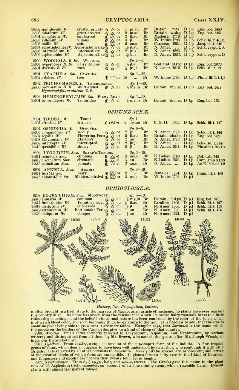 14592 spinulosum W. crested-prickly ^ A or 1 jn.au Br 14593 dilatatum W. great-crested & A or 2 j au Br 14594 elongatum W. cut-leaved ]£ lAJ or 2 jl.au Br 14595 villosum W. villous ]£ [A] or 3 jl Br 14596 molle W. soft f Eor 2 au.s Br 14597 acrostichoides W. Acrostichum-like^ A or 1| jl.au Br 14598 intermedium W. intermediate A or 2 jn.s Br 14599 asplenioides W. Asplenium-like3j A or 1| jn-s Br 2200. WOOD'SIA. R.Br. Woodsia. 14600 hyperborea R. Br. hairy Alpine 3£ A el 14601 ilvensis R. Br. rock 3t A el 2201. CYATHE'A 14602 arborea W. Sm. Cyathea. tree 1 CDor 2202. TRICHO'MANES. L. Trichomanes. 14603 brevisetum H. K. short-styled £ A el Hymenophyllum alatum E. B. 2203. HYMENOPHYL'LUM. Sm. Filmy-Leaf. 14604 tunbridgense W. Tunbridge £ A el Sp. 2—4. ifl.s Br h jn.jl Br Sp. 1—22. 15 ... Br Sp. 1—40. J my.jn Br Sp. 1—38. $ my.jn Br Britain mar. D Lp Britain w.sh.p. D l.p Madeira 1779. D Lp W. Indies 1793. ~ Caraccas 1824. N. Amer. ... N. Amer. 1823. N. Amer. 1823. D l.p D lp D l.p D Lp D Lp Eng. bot. 1460 Eng. bot. 1461 Schk. fil. t. 46. b. Jacq. ic. t. 640 Schk. crypt, t.30 Schk. crypt, t. 78 Scotland al.roc. D l.p Eng. bot. 2023 N. Amer. 1812. D l.p Schk. fil. t. 19 W. Indies 1793. D Lp Plum. fil. 1.11,2 Britain moi.ro. D Lp Eng. bot. 1417 Britain moi.ro. D l.p Eng. bot. 162 2204. TO'DEA. W. 14605 africana W. Todea. African OSMUND ACE JE. Sp.. 1. 2 my.au Br )£ iAI or Flowering-Fern A or Clayton's ^ A or interrupted ^ A or showy ^ A el 2205. OSMUN'DA. L. Osmunda. 14606 cinnam6mea Ph. woolly ^ A or 2 14607 regalis W. 14608 Claytoniana W. 14609 interrdpta W. 14610 spectabilis W. 2206. LYGO'DIUM. Swx. Snake's-Tongue. 14611 scandens Swz. climbing fl_ E3 el 14612 circinatum Swx. circinate 23 el 14613 palmatum Swx. palmate fl_ Al el 2207. ANE'MIA. Swx. ANEMIA. 14614 hirsuta Sw. hairy £ E3 or 14615 adiantifolia Sw. Maiden-hair-lvd. fAI or Sp. 5—8. jn jl.au jn.jl jl Br Br Br Br Br Sp. 3—18. 3 my.s Br 3 au Br 3 au.s Br Sp. 2—19. 3 ... Br 3 au.s Br C. G. H. 1805. D Lp Schk. fil. t. 147 N. Amer. 1772. D l.p Schk. fil. t. 146 Britain sha.bo. D l.p Eng. bot. 209 N. Amer. 1772. D l.p N. Amer. ... D l.p Schk. fil. 1.144 N. Amer. 1811. D l.p Plu.alm.t.l84.f.4 E. Indies 1793. D l.p Bot. cab. 742 E. Indies 1823. D l.p Rum. amb.6.t.33 N. Amer. ... D l.p Ac.E.1802.t.l.f.2 Jamaica 1794. D Lp Plum. fil. 1.162 W, Indies 1793. D p.I OPHIOGLOSSE^E. 2208. BOTRY'CHIUM. Swx. Moonwort. 14616 Lunaria W. 14617 fumarioldes W. 14618 dissectum W. 14619 virginicum W. 14620 obl'iquum W. common ^ A cu Fumitory-leav. ^ A cu cut-leaved ^ A cu Rattlesnake Fern^ A cu oblique ^ A cu Sp. 5—10. \ my.jn Br h jl.au 1 au i au Br Br Br Br Britain hil.pa. D p.I Eng. bot. 318 Carolina 1806. D p.I Schk. fil. t. 157 N. Amer. 1806. D p.I N. Amer. 1790. D p.I N. Amer. 1821. D p.I 14600 Schk. fil. t. 158 Schk. fil. t. 156 14003 History, Use, Propagation, Culture, is often brought in a fresh state to the markets of Macao, as an article of medicine, no plants have ever reached this country alive. Its name has arisen from the resemblance which its brown hairy rootstalk bears to a little rufous dog couching; and the belief in its animal nature has been confirmed by the color of the juice, which is of a rich blood color, and soon becoming thick by exposure to the air. It is needless to add, that the stories about no plant being able to grow near it are mere fables. Ka?mpfer says, that borannek is the name which the people on the borders of the Caspian Sea give to a kind of sheep of that country. 2200. Woodsia. Small ferns formerly referred to Polypodium, Aspidium, and Nephrodium, by various writers; and distinguished from all these by Mr. Brown, who named the genus after Mr. Joseph Woods, an ingenious British botanist. 2201. Cyathea. From xvuS-es, a cup ; on account of the cup-shaped form of the indusia. A fine tropical genus of ferns, which does not appear to have been well understood by its author, who confounds it with little British plants referred by all other botanists to Aspidium. Nearly all the species are arborescent, and arrive at the greatest height of which ferns are susceptible. C. glauca forms a lofty tree in the Island of Bourbon, and C. speciosa and excelsa are not less than twenty-four feet in height. 2202. Trichomanes. From hair, and y.anu, excess. The Greeks gave this name to the plant now called Asplenium trichomanoides, on account of its fine shining stems, which resemble hairs. Elegant plants with almost transparent foliage.