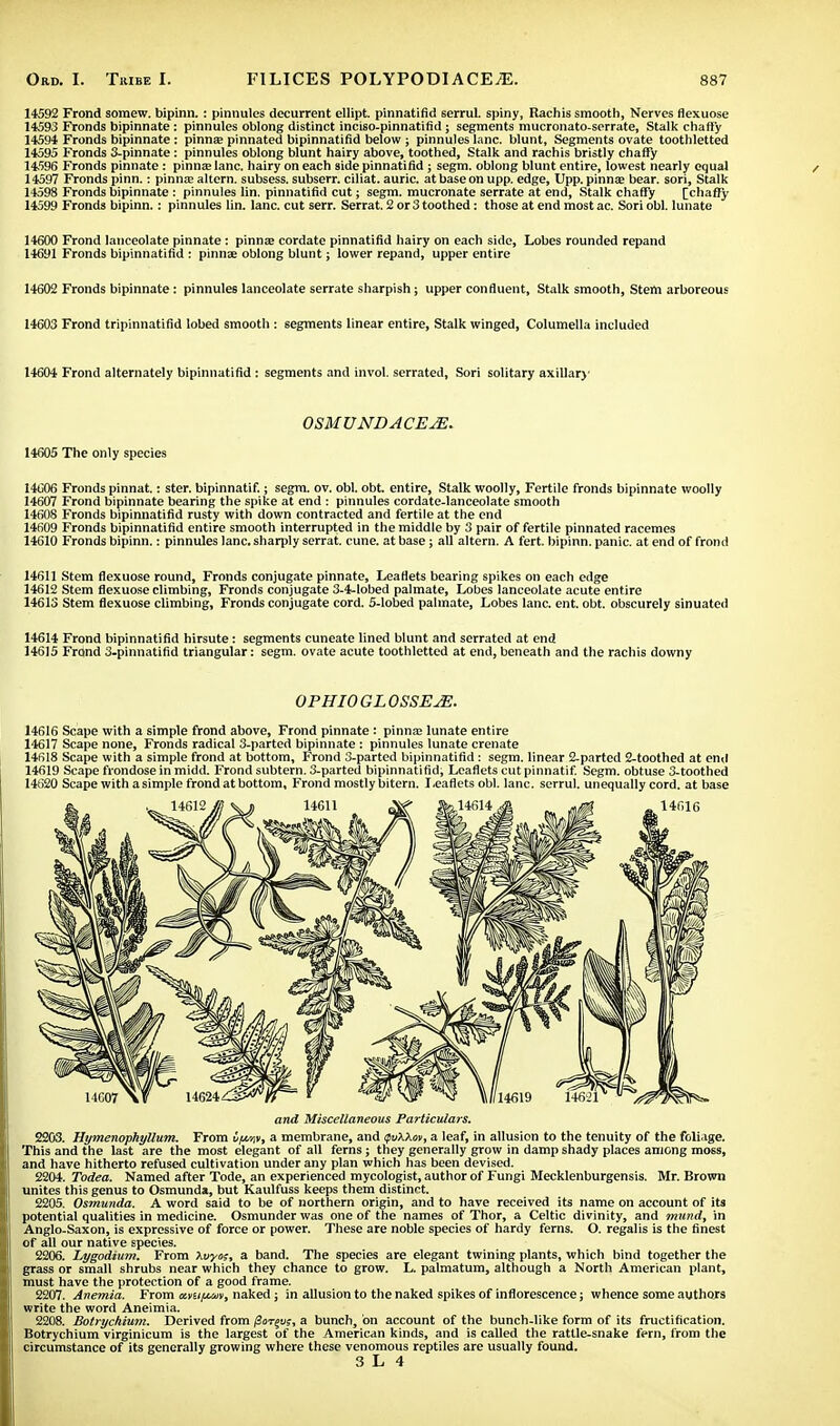 14592 Frond soraew. bipinn. : pinnules decurrent ellipt. pinnatifid serrul. spiny, Rachis smooth, Nerves flexuose 14593 Fronds bipinnate : pinnules oblong distinct inciso-pinnatifid ; segments mucronato-serrate, Stalk chaffy 14594 Fronds bipinnate : pinna pinnated bipinnatifid below ; pinnules lane, blunt, Segments ovate toothletted 14595 Fronds 3-pinnate : pinnules oblong blunt hairy above, toothed, Stalk and rachis bristly chaffy 14596 Fronds pinnate: pinna; lane, hairy on each side pinnatifid ; segm. oblong blunt entire, lowest nearly equal 14597 Fronds pinn.: pinna; altern. subsess. subserr. ciliat. auric, at base on upp. edge, Upp. pinna; bear, sori, Stalk 14598 Fronds bipinnate : pinnules lin. pinnatifid cut; segm. mucronate serrate at end, Stalk chaffy [chaffy 14599 Fronds bipinn.: pinnules lin. lane, cut serr. Serrat. 2 or 3 toothed: those at end most ac. Sori obi. lunate 1460O Frond lanceolate pinnate: pinna; cordate pinnatifid hairy on each side, Lobes rounded repand 14691 Fronds bipinnatifid : pinnae oblong blunt; lower repand, upper entire 14602 Fronds bipinnate: pinnules lanceolate serrate sharpish; upper confluent, Stalk smooth, Stem arboreous 14603 Frond tripinnatifid lobed smooth : segments linear entire, Stalk winged, Columella included 14604 Frond alternately bipinnatifid : segments and invol. serrated, Sori solitary axillary OSMUNDACEJE. 14605 The only species 14606 Fronds pinnat.: ster. bipinnatif.; segm. ov. obi. obt. entire, Stalk woolly, Fertile fronds bipinnate woolly 14607 Frond bipinnate bearing the spike at end : pinnules cordate-lanceolate smooth 14608 Fronds bipinnatifid rusty with down contracted and fertile at the end 14609 Fronds bipinnatifid entire smooth interrupted in the middle by 3 pair of fertile pinnated racemes 14610 Fronds bipinn.: pinnules lane, sharply serrat. cune. at base; all altern. A fert. bipinn. panic, at end of frond 14611 Stem flexuose round, Fronds conjugate pinnate, Leaflets bearing spikes on each edge 14612 Stem flexuose climbing, Fronds conjugate 3-4-lobed palmate, Lobes lanceolate acute entire 14613 Stem flexuose climbing, Fronds conjugate cord. 5-lobed palmate, Lobes lane. ent. obt. obscurely sinuated 14614 Frond bipinnatifid hirsute: segments cuneate lined blunt and serrated at end 14615 Frdnd 3-pinnatifid triangular: segm. ovate acute toothletted at end, beneath and the rachis downy OPHIOGLOSSEJE. 14616 Scape with a simple frond above, Frond pinnate : pinna; lunate entire 14617 Scape none, Fronds radical 3-parted bipinnate : pinnules lunate crenate 14618 Scape with a simple frond at bottom, Frond 3-parted bipinnatifid: segm. linear 2-parted 2-toothed at end 14619 Scape frondose in midd. Frond subtern. 3-parted bipinnatifid, Leaflets cut pinnatif. Segm. obtuse 3-toothed 14620 Scape with a simple frond at bottom. Frond mostly bitern. Leaflets obi. lane, serrul. unequally cord, at base and Miscellaneous Particulars. 2203. Hymenophyllum. From 6/a/r, a membrane, and ifvXXw, a leaf, in allusion to the tenuity of the foliage. This and the last are the most elegant of all ferns; they generally grow in damp shady places among moss, and have hitherto refused cultivation under any plan which has been devised. 2204. Todea. Named after Tode, an experienced mycologist, author of Fungi Mecklenburgensis. Mr. Brown unites this genus to Osmunda, but Kaulfuss keeps them distinct. 2205. Osmunda. A word said to be of northern origin, and to have received its name on account of its potential qualities in medicine. Osmunder was one of the names of Thor, a Celtic divinity, and mund, in Anglo-Saxon, is expressive of force or power. These are noble species of hardy ferns. O. regalis is the finest of all our native species. 2206. Jjygodium. From Xvym, a band. The species are elegant twining plants, which bind together the grass or small shrubs near which they chance to grow. L. palmatum, although a North American plant, must have the protection of a good frame. 2207. Anemia. From amftuv, naked; in allusion to the naked spikes of inflorescence; whence some authors write the word Aneimia. 2208. Botrychium. Derived from $ot(u;, a bunch, on account of the bunch-like form of its fructification. Botrychium virginicum is the largest of the American kinds, and is called the rattle-snake fern, from the circumstance of its generally growing where these venomous reptiles are usually found. 3 L 4