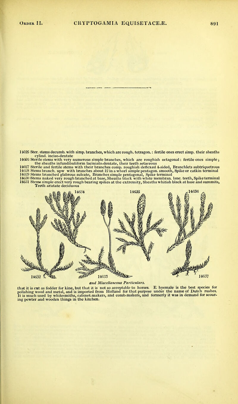 11625 Ster. stems decumb. with simp, branches, which are rough, tetragon.: fertile ones erect simp, their sheaths cylind. inciso-dentate 14626 Sterile stems with very numerous simple branches, which are roughish octagonal: fertile ones simple; the sheaths infundibuliform laciniato-dentate, their teeth setaceous 1+627 Sterile and fertile stems with their branches comp. roughish deflexed 4-sided, Branchlets subtriquetrous 14628 Stems branch, upw with branches about 12 in a whorl simple pentagon, smooth, Spike or catkin terminal 14629 Stems branched glabrous sulcate, Branches simple pentagonal, Spike terminal 14630 Stems naked very rough branched at base, Sheaths black with white membran. lane, teeth, Spike terminal 14631 Stems simple erect very rough bearing spikes at the extremity, Sheaths whitish black at base and summits, Teeth aristate deciduous and Miscellaneous Particulars. that it is cat as fodder for kine, but that it is not so acceptable to horses. E. hyemale is the best species for polishing wood and metal, and is imported from Holland for that purpose under the name of Dutch rushes. It is much used by whitesmiths, cabinet-makers, and comb-makers, arid formerly it was in demand for scour- ing pewter and wooden things in the kitchen.