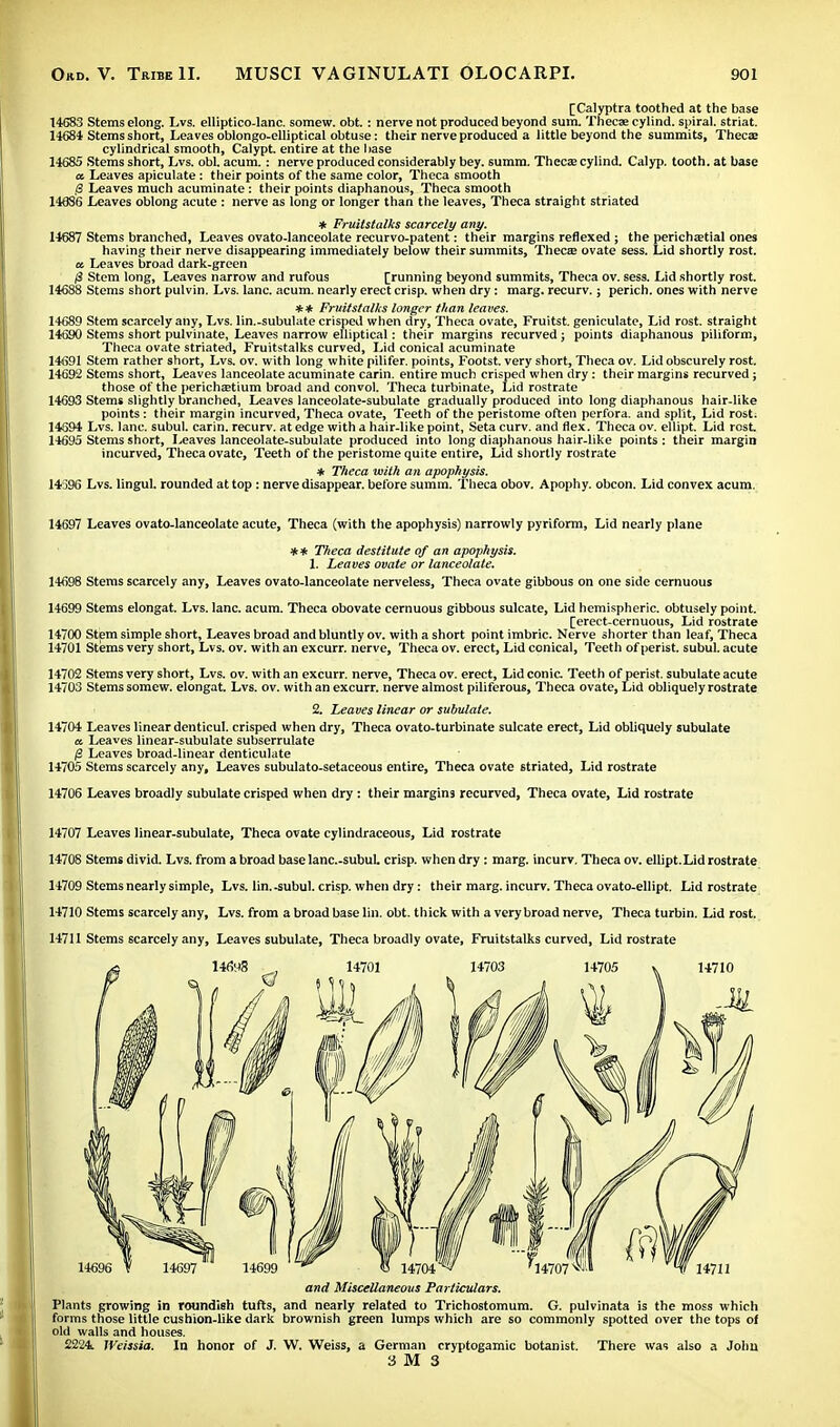 [Calyptra toothed at the base 14G83 Stems elong. Lvs. elliptico-lanc. somew. obt. : nerve not produced beyond sum. Thecae cylind. spiral, striat. 14684 Stems short, Leaves oblongo-elliptical obtuse: their nerve produced a little beyond the summits, Theca; cylindrical smooth, Calypt. entire at the base 14685 Stems short, Lvs. obi. aeum. : nerve produced considerably bey. summ. Theca; cylind. Calyp. tooth, at base « Leaves apiculate: their points of the same color, Theca smooth /3 Leaves much acuminate : their points diaphanous, Theca smooth 14886 Leaves oblong acute : nerve as long or longer than the leaves, Theca straight striated * Fruitstalks scarcely any. 14687 Stems branched, Leaves ovato-lanceolate recurvo-patent: their margins reflexed ; the pericha;tial ones having their nerve disappearing immediately below their summits, Theca; ovate sess. Lid shortly rost. « Leaves broad dark-green iS Stem long, Leaves narrow and rufous [running beyond summits, Theca ov. sess. Lid shortly rost. 14688 Stems short pulvin. Lvs. lane. acum. nearly erect crisp, when dry: marg. recurv.; perich. ones with nerve ** Fruiistalks longer than leaves. 14689 Stem scarcely any, Lvs. lin.-subulate crisped when dry, Theca ovate, Fruitst. geniculate, Lid rost. straight 14690 Stems short pulvinate, Leaves narrow elliptical: their margins recurved; points diaphanous piliform, Theca ovate striated, Fruitstalks curved, Lid conical acuminate 14691 Stem rather short, Lvs. ov. with long white pilifer. points, Footst. very short, Theca ov. Lid obscurely rost. 1469i2 Stems short, Leaves lanceolate acuminate carin. entire much crisped when dry: their margins recurved; those of the perichsetium broad and convol. Theca turbinate, Lid rostrate 14693 Stems slightly branched, Leaves lanceolate-subulate gradually produced into long diaphanous hair-like points: their margin incurved, Theca ovate, Teeth of the peristome often perfora. and split, Lid rost. 14694 Lvs. lane, subul. carin. recurv. at edge with a hair-like point, Seta curv. and flex. Theca ov. ellipt. Lid rest 14695 Stems short, Leaves lanceolate-subulate produced into long diaphanous hair-like points : their margin incurved, Theca ovate, Teeth of the peristome quite entire, Lid shortly rostrate * Theca with an apophysis. 14596 Lvs. lingul. rounded at top : nerve disappear, before summ. Theca obov. Apophy. obcon. Lid convex acum. 14697 Leaves ovato-lanceolate acute, Theca (with the apophysis) narrowly pyriform, Lid nearly plane ** Theca destitute of an apophysis. 1. Leaves ovate or lanceolate. 14698 Stems scarcely any, Leaves ovato-lanceolate nerveless, Theca ovate gibbous on one side cernuous 14699 Stems elongat. Lvs. lane. acum. Theca obovate cernuous gibbous sulcate, Lid hemispheric, obtusely point. [erect-cernuous, Lid rostrate 14700 Stem simple short, Leaves broad and bluntly ov. with a short point imbric. Nerve shorter than leaf, Theca 14701 Stems very short, Lvs. ov. with an excurr. nerve, Theca ov. erect, Lid conical, Teeth of perist. subul. acute 14702 Stems very short, Lvs. ov. with an excurr. nerve, Theca ov. erect, Lid conic. Teeth of perist. subulate acute 14703 Stems somew. elongat. Lvs. ov. with an excurr. nerve almost piliferous, Theca ovate, Lid obliquely rostrate 2. Leaves linear or subulate. 14704 Leaves linear denticul. crisped when dry, Theca ovato-turbinate sulcate erect, Lid obliquely subulate a Leaves linear-subulate subserrulate /? Leaves broad-linear denticulate 14705 Stems scarcely any. Leaves subulato-setaceous entire, Theca ovate striated, Lid rostrate 14706 Leaves broadly subulate crisped when dry : their margins recurved, Theca ovate, Lid rostrate 14707 Leaves linear-subulate, Theca ovate cylindraceous, Lid rostrate 14708 Stems divid. Lvs. from a broad base lanc.-subuL crisp, when dry : marg. incurv. Theca ov. ellipt.Lid rostrate 14709 Stems nearly simple, Lvs. lin.-subul. crisp, when dry: their marg. incurv. Theca ovato-ellipt. Lid rostrate 14710 Stems scarcely any, Lvs. from a broad base lin. obt. thick with a very broad nerve, Theca turbin. Lid rost. 14711 Stems scarcely any, Leaves subulate, Theca broadly ovate, Fruitstalks curved, Lid rostrate and Miscellaneous Particulars. Plants growing in roundish tufts, and nearly related to Trichostomum. G. pulvinata is the moss which forms those little cushion-like dark brownish green lumps which are so commonly spotted over the tops of old walls and houses. 2224. Weissia. In honor of J. W. Weiss, a German cryptogamic botanist. There was also a John 3 M 3