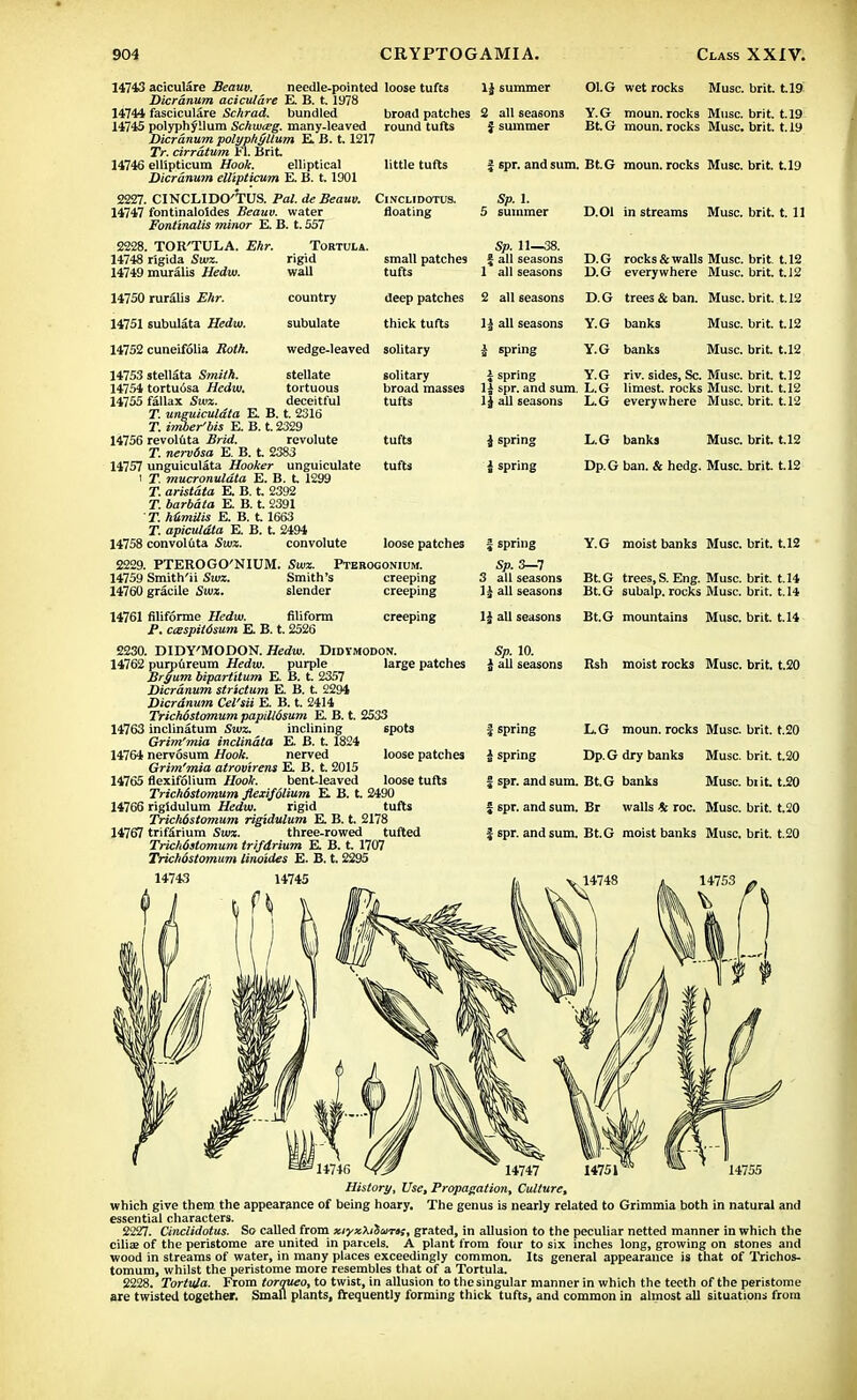 broad patches round tufts 14743 aciculare Seauv. needle-pointed loose tufts Dicrdnum aciculare E B. 1.1978 14744 fasciculare Schrad. bundled 14745 polyphyllum Sckw&g. many-leaved Dicrdnum polyphyllum E B. 1.1217 Tr. cirrdtum Fl. Brit 14746 ellipticum Hook. elliptical Dicrdnum ellipticum E. B. 1.1901 2227. CINCLIDO'TUS. Pal. de Beam. Cinclidotus. 1J summer Ol.G wet rocks Muse. brit. t.19 2 all seasons Y.G moun. rocks Muse. brit. 1.19 J summer Bt. G moun. rocks Muse. brit. 1.19 little tufts 14747 fontinaloldes Beauv. water Fontinalis minor E. B. t. 557 2228. TOR'TULA. Ehr. 14748 rigida Sun 14749 muralis Hedw. 14750 ruralis Ehr. 14751 subulata Hedw. 14752 cuneifolia Roth. TORTULA. rigid wall country subulate floating small patches tufts deep patches thick tufts £ spr. and sum. Bt.G moun. rocks Muse. brit. t.19 D.Ol in streams Muse. brit. t. 11 Sp. 1. 5 summer wedge-leaved solitary Sp. 11—38. | all seasons 1 all seasons 2 all seasons 1£ all seasons i spring D.G rocks&walls Muse, brit t.12 D.G everywhere Muse. brit. t.12 D.G trees & ban. Muse. brit. t.12 Y.G banks Muse. brit. t.I2 Y.G banks Muse, brit t.12 14753 stellata Smith. stellate 14754 tortuisa Hedw. tortuous 14755 fallax Swz. deceitful T. unguiculdta E B. t. 2316 T. imber'bis E. B. t. 2329 14756 revoluta Brid. revolute T. nervdsa E. B. t. 2383 14757 unguiculata Hooker unguiculate I T. mucronuldta E. B. t 1299 T. aristdta E B. t. 2392 T. barbdta E. B. t. 2391 T. kumilis E. B. t. 1663 T. apiculdta E. B. t. 2494 14758 convoluta Swx. convolute solitary broad masses tufts tufts loose patches I spring Y.G riv. sides, Sc. Muse. brit. t.12 1J spr. and sum. L.G limest. rocks Muse. brit. t.12 lj all seasons L.G everywhere Muse. brit. t.12 £ spring L.G banks Muse, brit t.12 i spring Dp.G ban. & hedg. Muse. brit. t.12 2229. PTEROGO'NIUM. Swz. Pterogonium. 14759 Smith'ii Swz. Smith's creeping 14760 gracile Swz. slender creeping 14761 filiforme Hedw. filiform creeping P. ccespMsum E B. t. 2526 2230. DIDY'MODON. Hedw. Didvmodon. 14762 purpureum Hedw. purple large patches Bryum bipartitum E. B. t. 2357 Dicrdnum strictum E. B. t 2294 Dicrdnum Cel'sii E B. t. 2414 Trichdstomum papilldsum E. B. t. 2533 14763 inclinatum Swz. inclining spots Grim'mia inclindta E. B. t 1824 14764 nervosum Hook. nerved loose patches Grim'mia atrov'trens E B. t. 2015 14765 flexifolium Hook. bentleaved loose tufts Trichdstomum flexifolium K B. t 2490 14766 rigidulum Hedw. rigid tufts Trichdstomum rigidulum E B. t. 2178 14767 trifarium Swz. three-rowed tufted Trichdstomum trifdrium E B. t. 1707 Trichdstomum linoides E. B. t. 2295 Y.G moist banks Muse, brit t.12 BtG trees, S. Eng. Muse. brit. t.14 Bt.G subalp. rocks Muse. brit. t.14 1£ all seasons Bt.G mountains Muse. brit. t.14 f spring Sp. 3-7 3 all seasons 1J all seasons Sp. 10. i all seasons Rsh moist rocks Muse. brit. t.20 J spring L.G moun. rocks Muse. brit. t.20 i spring Dp.G dry banks Muse. brit. t.20 f spr. and sum. BtG banks Muse, biit t.20 f 6pr. and sum. Br walls * roc. Muse. brit. t.20 f spr. and sum. Bt.G moist banks Muse, brit t.20 14743 14745 314746 ^?J? ~ 14747 14751™ ™ ' 14755 History, Use, Propagation, Culture, which give them the appearance of being hoary. The genus is nearly related to Grimmia both in natural and essential characters. 2227. Cinclidotus. So called from xiyxkiSum, grated, in allusion to the peculiar netted manner in which the cilia? of the peristome are united in parcels. A plant from four to six inches long, growing on stones and wood in streams of water, in many places exceedingly common. Its general appearance is that of Trichos- tomum, whilst the peristome more resembles that of a Tortula. 2228. Tortula. From torqueo, to twist, in allusion to the singular manner in which the teeth of the peristome are twisted together. Small plants, frequently forming thick tufts, and common in almost all situations from