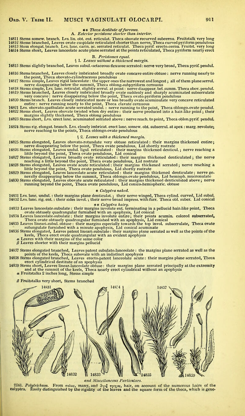 ** Theca destitute of furrows. A. Exterior peristome shorter than interior. 14811 Stems somew. branch. Lvs. lin. obt. ent reticulat. Theca obovate recurved subcernu. Fruitstalk very long 14812 Stems branched, Leaves ovate cuspidate reticulated shorter than nerve, Theca curved pyriform pendulous 14813 Stem elongat. branch. Lvs. lane, carin. ac. serrated reticulat. Theca pyrif. erecto-cernu. Fruitst. very long 14814 Stems short, Leaves lanceolate acute plane serrated at the points reticulated, Theca pyriform nearly erect B. Peristomes equal. § 1. Leaves without a thickened margin. 14815 Stems slightly branched, Leaves subul.-setaceous flexuose serrated: nerve very broad, Theca pyrif. penduL 14816 Stems branched, Leaves closely imbricated broadly ovate concave entire obtuse: nerve running nearly to the point, Theca obovato-cylindraceous pendulous 14817 Stems simple, Leaves rigid lanceolate: the upper ones the narrowest and longest; all of them plane serrul. nerve disappearing below the summit, Theca oblong-subpyriform cernuous 14818 Stems simple, Lvs. lane, reticulat. slightly serrul. at point: nerve disappear, bel. summ. Theca obov. pendul. 14819 Stems branched, Leaves closely imbricated broadly ovate suddenly and sharply acuminated subserrulate very concave: nerve disappearing below the point, Theca ovato-pyriform pendulous 14820 Stems branch. Leaves closely imbricated more or less broadly ovate acuminulate very concave reticulated entire : nerve running nearly to the point, Theca clavate cernuous 14821 Lvs. obovato-spathulate acute serrated undul.: nerve running to the point, Theca oblongo-ovate pendul. 14822 Stems short, Leaves obovate twisted when dry entire: their nerve produced into a hair-like point; their margins slightly thickened, Theca oblong pendulous 14823 Stems short, Lvs. erect lane, acuminated serrated above: nerve reach, to point, Theca oblon.pyrif. pendul. 14824 Stems rig. elongat. branch. Lvs. closely imbricat. erect lane, somew. obt. subserruL at apex: marg. revolute; nerve reaching to the points, Theca oblongo-ovate pendulous § 2. Leaves with a thickened margin. 14825 Stems elongated, Leaves obovato-rotundate very obtuse reticulated: their margins thickened entire; nerve disappearing below the point, Theca ovate pendulous, Lid shortly rostrate 14826 Stems elongated, Leaves undul. ligul. reticulated: their margins thickened denticul.; nerve reaching a little beyond the point, Theca ovate pendulous, Lid conical 14827 Stems elongated, Leaves broadly ovate reticulated: their margins thickened denticulated; the nerve reaching a little beyond the point, Theca ovate pendulous, Lid rostrate 14828 Stems elongated, Leaves ovate acute reticulated : their margins thickened serrated; nerve reaching a little beyond the point, Theca ovate pendulous, Lid shortly rostrate 14829 Stems elongated, Leaves lanceolate acute reticulated : their margins thickened denticulate; nerve ge- nerally disappearing below the summit, Theca oblongo-ovate pendulous, Lid hemisph. mucronulate 14830 Stems elongated, Leaves obovate acute reticulated : their margins thickened denticulated above; nerve i running beyond the point, Theca ovate pendulous, Lid conico-hemispheric. obtuse * Calyptra naked. 14831 Lvs. lane, undul.: their margins plane denticulat.; their nerve winged, Theca cylind. curved, Lid subul. 14832 Lvs. lane. rig. ent.: their sides invol.; their nerve broad impress, with furr. Theca obi. suber. Lid conical ** Calyptra hairy. 14833 Leaves lanceolate-subulate: their margins involute ent. terminating in a pellucid hair-like point, Theca ovate obtusely quadrangular furnished with an apophysis, Lid conical 14834 Leaves lanceolate-subulate: their margins involute entire; their points acumin. colored subserrated, Theca ovate obtusely quadrangular furnished with an apophysis, Lid conical 14835 Leaves lineari-subul. obtuse: their margins especially towards the top invol. subserrulate, Theca ovate subangulate furnished with a minute apophysis, Lid conical acuminate 14836 Stems elongated, Leaves patent lineari-subulate: their margins plane serrated as well as the points of the keels, Theca erect ovate quadrangular with an evident apophysis a Leaves with their margins of the same color /3 Leaves shorter with their margins pellucid 14837 Stems elongated branched, Leaves patent subulato-lanceolate : the margins plane serrated as well as the points of the keels, Theca subovate with an indistinct apophysis 14838 Stems elongated branched, Leaves erecto-patent lanceolate acute: their margins plane serrated, Theca erect cylindrical destitute of an apophysis 14839 Stems short, Leaves linear-lanceolate obtuse: their margins plane serrated principally at the extremity and at the summit of the keels, Theca nearly erect cylindrical without an apophysis a. Fruitstalks 2 inches long, Stems simple 8 Fruitstalks very short, Stems branched a?id Miscellaneous Particulars. 2241. Polytrirhum. From otXi/s, many, and ryxos, hair, on account of the numerous hairs of the calyptra. Easily distinguished by the rigidity of the leaves and the square form of the theca, which is gene-