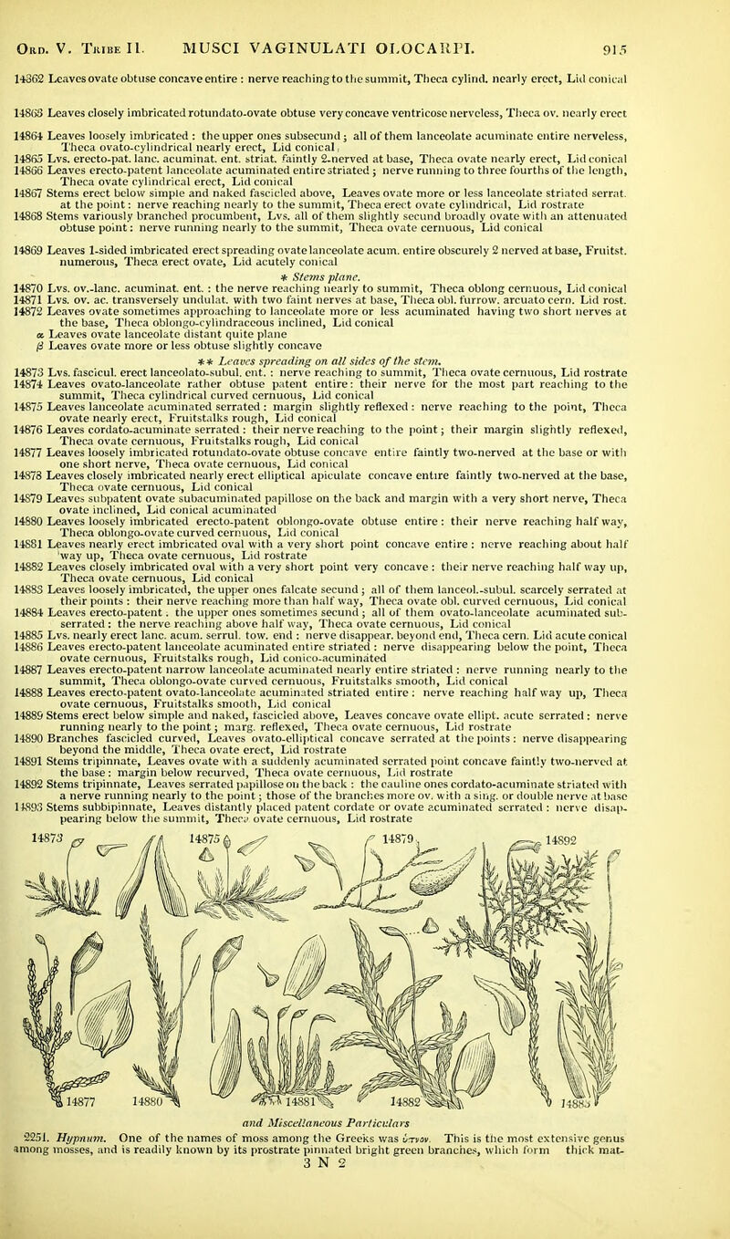 14362 Leaves ovate obtuse concave entire : nerve reaching to the summit, Theca cylirid. nearly erect, Lid conical 14863 Leaves closely imbricated rotundato-ovate obtuse very concave ventricosc nerveless, Theca ov. nearly erect 14864 Leaves loosely imbricated : the upper ones subsecund • all of them lanceolate acuminate entire nerveless, Theca ovato-cylindrical nearly erect, Lid conical, 14865 Lvs. erecto-pat. lane, acuminat. ent. striat. faintly 2-nerved at base, Theca ovate nearly erect, Lid conical 148G6 Leaves erecto-patent lanceolate acuminated entire striated ; nerve running to three fourths of the length, Theca ovate cylindrical erect, Lid conical 14867 Stems erect below simple and naked fascicled above, Leaves ovate more or less lanceolate striated serrat. at the point: nerve reaching nearly to the summit, Theca erect ovate cylindrical, Lid rostrate 14868 Stems variously branched procumbent, Lvs. all of them slightly secund broadly ovate witli an attenuated obtuse point: nerve running nearly to the summit, Theca ovate cemuous, Lid conical 14869 Leaves 1-sided imbricated erect spreading ovate lanceolate acum. entire obscurely 2 nerved at base, Fruitst. numerous, Theca erect ovate, Lid acutely conical * Stems plane. 14870 Lvs. ov.-lanc. acuminat. ent. : the nerve reaching nearly to summit, Theca oblong cemuous, Lid conical 14871 Lvs. ov. ac. transversely undulat. with two faint nerves at base, Theca obi. furrow, arcuatocern. Lid rost. 14872 Leaves ovate sometimes approaching to lanceolate more or less acuminated having two short nerves at the base, Theca oblongu-cylindraceous inclined, Lid conical « Leaves ovate lanceolate distant quite plane (i Leaves ovate more or less obtuse slightly concave ** Leaves spreading on all sides of the stem. 14873 Lvs. fascicul. erect lanceolato-subul. ent. : nerve reaching to summit, Theca ovate cemuous, Lid rostrate 14874 Leaves ovato-Ianceolate rather obtuse patent entire: their nerve for the most part reaching to the summit, Theca cylindrical curved cernuous, Lid conical 14875 Leaves lanceolate acuminated serrated : margin slightly reflexed; nerve reaching to the point, Theca ovate nearly erect, Fruitstalks rough, Lid conical 14876 Leaves cordato-acuminate serrated : their nerve reaching to the point; their margin slightly reflexed, Theca ovate cernuous, Fruitstalks rough, Lid conical 14877 Leaves loosely imbricated rotundato-ovate obtuse concave entire faintly two-nerved at the base or with one short nerve, Theca ovate cernuous, Lid conical 14878 Leaves closely imbricated nearly erect elliptical apiculate concave entire faintly two-nerved at the base, Theca ovate cemuous, Lid conical 14S79 Leaves subpatent ovate subacuminated papillose on the back and margin with a very short nerve, Theca ovate inclined, Lid conical acuminated 14880 Leaves loosely imbricated erecto-patent oblongo-ovate obtuse entire: their nerve reaching half way, Theca oblongo-ovate curved cernuous, Lid conical 14881 Leaves nearly erect imbricated oval with a very short point concave entire : nerve reaching about half 'way up, Theca ovate cernuous, Lid rostrate 14882 Leaves closely imbricated oval with a very short point very concave : their nerve reaching half way up, Theca ovate cernuous, Lid conical 14883 Leaves loosely imbricated, the upper ones falcate secund ; all of them lanceol.-subul. scarcely serrated at their points : their nerve reaching more than half way, Theca ovate obi. curved cemuous, Lid conical 14884 Leaves erecto-patent. the upper ones sometimes secund ; all of them ovato-lanceolate acuminated sub- serrated : the nerve reaching above half way, Theca ovate cernuous, Lid conical 14885 Lvs. nearly erect lane. acum. serrul. tow. end : nerve disappear, beyond end, Theca cem. Lid acute conical 14886 Leaves erecto-patent lanceolate acuminated entire striated : nerve disappearing below the point, Theca ovate cernuous, Fruitstalks rough, Lid conico-acuminated 14887 Leaves erecto-patent narrow lanceolate acuminated nearly entire striated : nerve running nearly to the summit, Theca oblongo-ovate curved cernuous, Fruitstalks smooth, Lid conical 14888 Leaves erecto-patent ovato-lanceolate acuminated striated entire: nerve reaching halfway up, Theca ovate cernuous, Fruitstalks smooth, Lid conical 14889 Stems erect below simple and naked, fascicled above, Leaves concave ovate ellipt. acute serrated : nerve running nearly to the point; marg. reflexed, Theca ovate cernuous, Lid rostrate 14890 Branches fascicled curved, Leaves ovato-elliptieal concave serrated at the points: nerve disappearing beyond the middle, Theca ovate erect, Lid rostrate 14891 Stems tripinnate, Leaves ovate with a suddenly acuminated serrated point concave faintly two-nerved at. the base : margin below recurved, Theca ovate cernuous, Lid rostrate 14892 Stems tripinnate, Leaves serrated papillose on the back : the cauline ones cordato-acuminate striated with a nerve running nearly to the point; those of the branches more ov. with a sing, or double nerve at base 14893 Stems subbipinnate, Leaves distantly placed patent cordate or ovate acuminated serrated: nerve disap- pearing below the summit, Thec;> ovate cernuous, Lid rostrate and Miscellaneous Particulars 2251. Hypnum. One of the names of moss among the Greeks was utvov. This is the most extensive genus among mosses, and is readily known by its prostrate pinnated bright green branches, which form thick mat- 3 N 2