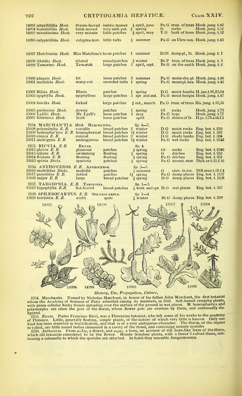 14993 serpyllifolia Hook. 14994 hamatifolia Hook. 14995 minutissima Hook. thyme-leaved imbric.masses | april, june hook-leaved very smll. pat. $ spring very minute little patches | april, may Pa.G trun. of trees Hook. jung. t.42 G rocks Hook. jung. t.51 Y.G bark of trees Hook. jung. t.52 14996 calyptrifolia Hook. calyptra-leav. little tufts £ summer Pa.G on Ulex nan. Hook. jung. t.43 14997 Hutchinsise Hook. Miss Hutchins's loose patches 1 summer D.Ol damppl., Ir. Hook. jung. t. 1 14998 dilatata Hook. 14999 Tamarisci Hook. dilated Tamarisk round patches large patches ■ winter april, sept. Br.P trun. of trees Hook. jung. t. 5 Br.G on the earth Hook. jung. t. 6 15000 plnguis Hook. 15001 multirida Hook. fat many-cut loose patches crowded tufts summer spring Pa.G moist sha.pL Hook. jung. t.46 Pa.G moist pi. hea. Hook. jung. t. 45 15002 Blasia Hook. 15003 epiphylla Hook. 15004 furcata Hook. 15005 pubescens Hook. 15006 Lyellii Hook. 15007 hiberriica Hook. Blasia epiphyllous patches large patches 1 spring 3 spr and aut. D.G moist heaths H. jun.t.82,83,84 Pa.G moist hedges Hook. jung. t.47 large patches j Oct., march Pa.G trun. of trees Ho. jung. t.55,56 downy patches 1 spring Mr. Lyell's loose patches 1 may Irish loose patches april 2254. MARCHAN'TIA. Mich. Marchantia. Sp.i—1. 15008 polymorpha E. B. variable broad patches 2 winter 15009 hemisphas'rica E. B. hemispherical broad patches 1| winter 15010 conica E. B. conical broad patches 2 winter 15011 androgyna E. B. androgynous broad patches 1£ winter Gl rocks Pa Hook. jung. t.73 Pa.G bogs Hook. jung. t.77 ~i,G shoresoflr. H.ju.t.78.s.t4.f.l 2255. RIC'CIA. E.B. 15012 glafica E. B. 15013 natans E. B. 15014 fluitans E. B. 15015 spuria Dicks. Riccia. glaucous swimming floating spurious patches floating floating patches Sp. 4. | spring I spring i spring | spring 2256. ANTHO'CEROS. E. B. Anthoceros. Sp. 3—5. 15016 multirldus Dicks. multifid patches ± summer 15017 punctatus E. B. dotted patches if spring 15018 major E. B. large broad patches | spring 2257. TARGIO'NIA. E. B. Targionia. Sp. 1—3. 15019 hypophylla E.B. flat-leaved broad patches J wint. and spr. 2258. SPH^EKOCAR'PUS. E. B. 15020 terrestris E. B. earth Spil EROCAUPUS. spots Sp. 1—4. i winter D.G moist rocks Eng. bot. t. 210 D. G moist rocks Eng. bot. t. 503 D.G shady banks Eng. bot. t. 504 Pa.G wet rocks Eng. bot. t. 2545 Gl rocks Eng. bot. t. 2546 G ditches Eng. bot. t. 252 Pa.G ditches Eng. bot. t. 251 Pa.G mount, mar. Dick.cr.t.ll.f.16 G crev. in roc. Dill.mus.t.S8.f.4 Pa.G damp places Eng. bot. t. 1537 D. G damp places Eng. bot. t. 1538 D.G wet places Eng. bot. t. 287 Bt.G damp places Eng. bot. t.299 15004 History, Use, Propagation, Culture, 2254. Marchantia. Named by Nicholas Marchant, in honor of his father John Marchant, the first botanist whom the Academy of Sciences of Paris admitted among its members, in 1666. Soft-leaved creeping plants, with green cellular fleshy fronds spreading over the surface of the ground in wet places. M. hemisphsrica and polymorpha are often the pest of the florist, whose flower pots are overrun by them, and continually dis- &S9955. Riccia. Pietro Francisco Ricci, was a Florentine botanist, who left some of his works to the academy of Florence. Little, generally floating, simple plants, of the nature of which very little is known. Only one kind has been observed in fructification, and that is of a very ambiguous character. The thecae, or the organs so called, are little round bodies immersed in a cavity of the frond, and containing minute sporules 2256. Anthoceros. From xvS-o;, a flower, and z£?a;, a horn, on account of the horn-like form of the theca, which old botanists considered to be the flower. Minute frondose plants, with a linear 2-yalved theca, con- taining a columella to which the sporules are attached. In habit they resemble Jungermannia.