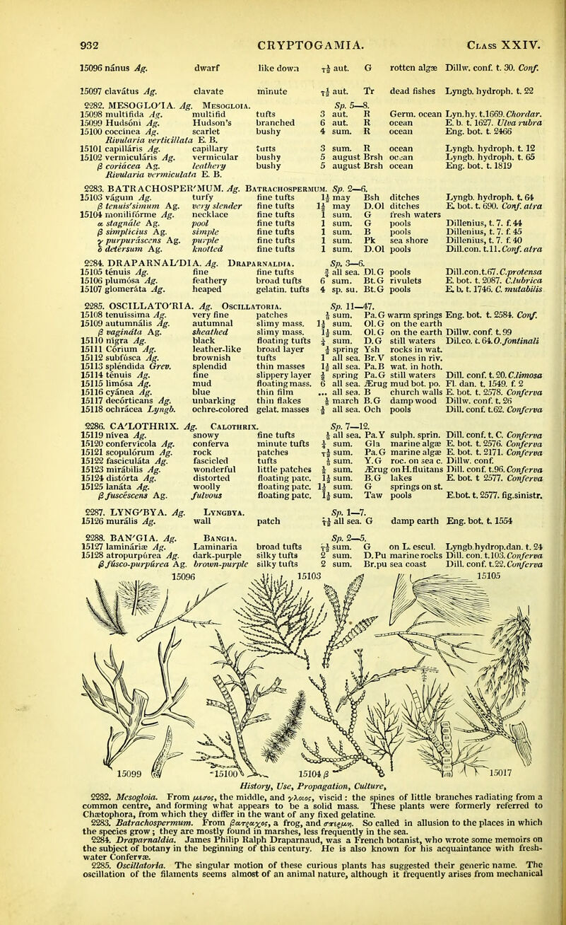 15096 nanus Ag. dwarf like down ■ri aut. rotten algae Dillw. conf. t. 30. Con/. 15097 clavatus Ag. clavate minute 2282. MESOGLO'IA. Ag. Mesogloia. 15098 multifida Ag. multifid tufts 15099 Hudsoni Ag. Hudson's branched 15100 coccinea Ag. scarlet bushy Rivularia verikiHata E. B. 15101 capillaris Ag. capillary tints 15102 vermicularis Ag. vermicular bushy P coriacea Ag. leathery bushy Rivularia vermiculaia E. B. ti aut. Tr dead fishes Lyngb. hydroph. t.! Sp. 5—8. R R It aut. aut. sum. Germ, ocean Lyn.hy. t.1669. Chordar. ocean E. b. 1.1627. Ulva rubra ocean Eng. bot. t. 2466 sum. R ocean Lyngb. hydroph. 1.12 august Brsh oc^an Lyngb. hydroph. t. 65 august Brsh ocean Eng. bot. 1.1819 2283. BATRACHOSPER'MUM. Ag. Batrachospermom. Sp. 2—6. 15103 vagum Ag. (S tenuis'shnum Ag. 15104 moniliforme Ag. ec stagnate Ag. {3 simplicius Ag. ■y purpurascens Ag. £ detersum Ag. turfy very slender necklace pool simple purple knotted fine tufts fine tufts fine tufts fine tufts fine tufts fine tufts fine tufts may may sum. sum. sum. sum. sum. Bsh ditches D.Ol ditches G fresh waters G pools B pools Pk sea shore D.Ol pools 2284. DRAPARNAL'DIA. Ag. Draparnaldu. Sp. 3—6. 15105 tenuis Ag. fine fine tufts fall sea. DIG pools 15106 plumosa Ag. feathery broad tufts 6 sum. Bt.G rivulets 15107 glomerata Ag. heaped gelatin, tufts 4 sp.su. Bt.G pools Lyngb. hydroph. 164 E bot. t. 690. Conf. atra Dillenius, t. 7. f.44 Dillenius, t. 7. f. 45 Dillenius, t. 7. f. 40 Dill.con. l.l\.Conf. atra Dill .con. t. 67. C.protensa E. bot. t. 2087. C.lubrica E. b. 1.1746. C. mutabilis 2285. OSCILLATO'RI 15108 tenuissima Ag. 15109 autumnalis Ag. (3 vagindta Ag. 15110 nigra Ag. 15111 Cerium Ag. 15112 subfusca Ag. 15113 splendida Grev. 15114 tenuis Ag. 15115 limosa Ag. 15116 cyanea Ag. 15117 decorticans Ag. 15118 ochracea Lyngb. 2286. CA'LOTHRIX. 15119 nWea Ag. 15120 confervicola Ag. 15121 scopulorum Ag. 15122 fasciculata Ag. 15123 mirabilis Ag. 15124 distorta Ag. 15125 lanata Ag. Pfuscescens Ag. 2287. LYNCBYA. Ag. 15126 mur.ilis Ag. 2288. BAN'GIA. Ag. 15127 laminaria? Ag. 15128 atropurp6rea Ag. A. Ag. OSCILLATORIA. very fine autumnal sheathed black leather-like brownish splendid fine mud blue unbarking ochre-colored patches slimy mass, slimy mass, floating tufts broad layer tufts thin masses slippery layer floating mass, thin film thin flakes gelat. masses Sp. 11—47. sum. Pa.G warm springs Eng. bot. t. 2584. Conf. sum. Ol.G on the earth sum. Ol.G on the earth sum. D. G still waters spring Ysh rocks in wat. all sea. Br.V stones in riv. all sea. Pa.B wat. in hoth. spring Pa.G still waters all sea. iErug mud bot. po. all sea. B church walls march B.G damp wood all sea. Och pools i Dillw. conf. t. 99 DiLco. l.6i.0.fontinali Dill. conf. tSG.Climosa Fl. dan. t. 1549. f. 2 E. bot. t. 2578. Conferva Dillw. conf. t. 26 Dill. conf. t.62. Conferva Ag. Calothrix. snowy conferva rock fascicled wonderful distorted woolly fulvous LVNGBYA. wall Bangia. Laminaria dark-purple fine tufts minute tufts patches tufts little patches floating pate, floating pate, floating pate. patch broad tufts silky tufts Sp. 7—12. 4 all sea. Pa. Y sulph. sprin. Dill. conf. t. C. Conferva \ sum. Gla marine alga; E. bot. t. 2576. Conferva TJ sum. Pa.G marine algae E. bot. t. 2171. Conferva | sum. Y.G roc. on sea c. Dillw. conf. | sum. jErug onH.fluitans Dill. conf. t.9G.Conferva 1§ sum. B.G lakes E. bot. t 2577. Conferva 1| sum. G springs on st. I| sum. Taw pools E.bot t. 2577. fig.sinistr. Sp. 1—7. V| all sea. G damp earth Eng. bot. 11554 Pf&sco-purpiirea Ag. brown-purple silky tufts 15096 Sp. 2—5. t| sum. G on L. escul. Lyngb.hydrop.dan. t. 24 2 sum. D.Pu marinerocks Dill. con. t.W3.Conferva 2 sum. Br.pu sea coast Dill. conf. t.22.Conferva 15103 15105 15104 /3 ' History, Use, Propagation, Culture, 2282. Mesogloia. From poros, the middle, and yXmoi, viscid : the spines of little branches radiating from a common centre, and forming what appears to be a solid mass. These plants were formerly referred to Chsetophora, from which they differ in the want of any fixed gelatine. 2283. Batrachospermum. From ^a.rea.xK, a frog, and mte/j.vi. So called in allusion to the places in which the species grow; they are mostly found in marshes, less frequently in the sea. 2284. Draparnaldia. James Philip Ralph Draparnaud, was a French botanist, who wrote some memoirs on the subject of botany in the beginning of this century. He is also known for his acquaintance with fresh- water Confervas. 2285. Oscillatoria. The singular motion of these curious plants has suggested their generic name. The oscillation of the filaments seems almost of an animal nature, although it frequently arises from mechanical