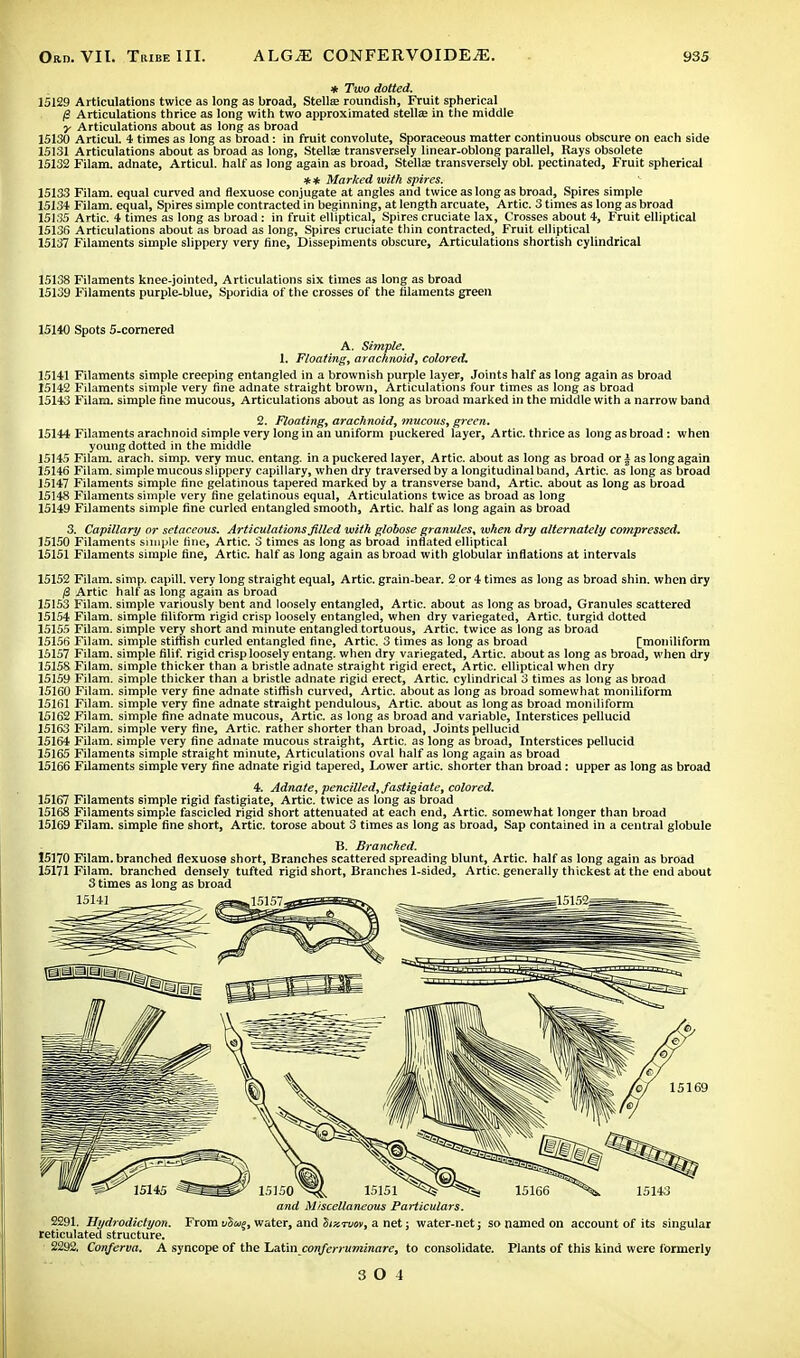 * Two dotted. 15129 Articulations twice as long as broad, Stella? roundish, Fruit spherical (1 Articulations thrice as long with two approximated stellae in the middle y Articulations about as long as broad 15130 ArticuL 4 times as long as broad: in fruit convolute, Sporaceous matter continuous obscure on each side 15131 Articulations about as broad as long, Stella; transversely linear-oblong parallel, Rays obsolete 15132 Filam. adnate, Articul. half as long again as broad, Stellae transversely obi. pectinated, Fruit spherical #* Marked with spires. 15133 Filam. equal curved and flexuose conjugate at angles and twice as long as broad, Spires simple 15134 Filam. equal, Spires simple contracted in beginning, at length arcuate, Artie. 3 times as long as broad 15135 Artie. 4 times as long as broad: in fruit elliptical, Spires cruciate lax, Crosses about 4, Fruit elliptical 15136 Articulations about as broad as long, Spires cruciate thin contracted, Fruit elliptical 15137 Filaments simple slippery very fine, Dissepiments obscure, Articulations shortish cylindrical 15138 Filaments knee-jointed, Articulations six times as long as broad 15139 Filaments purple-blue, Sporidia of the crosses of the filaments green 15140 Spots 5-cornered A. Simple. 1. Floating, arachnoid, colored. 15141 Filaments simple creeping entangled in a brownish purple layer, Joints half as long again as broad 15142 Filaments simple very fine adnate straight brown, Articulations four times as long as broad 15143 Filam. simple fine mucous, Articulations about as long as broad marked in the middle with a narrow band 2. Floating, arachnoid, mucous, green. 15144 Filaments arachnoid simple very long in an uniform puckered layer, Artie, thrice as long as broad: when young dotted in the middle 15145 Filam. arach. simp, very muc. entang. in a puckered layer, Artie, about as long as broad or| as long again 15146 Filam. simple mucous slippery capillary, when dry traversed by a longitudinal band, Artie, as long as broad 15147 Filaments simple fine gelatinous tapered marked by a transverse band, Artie, about as long as broad 15148 Filaments simple very fine gelatinous equal, Articulations twice as broad as long 15149 Filaments simple fine curled entangled smooth, Artie, half as long again as broad 3. Capillary or setaceous. Articulations filled with globose granules, when dry alternately compressed. 15150 Filaments simple fine, Artie. 3 times as long as broad inflated elliptical 15151 Filaments simple fine, Artie, half as long again as broad with globular inflations at intervals 15152 Filam. simp, capill. very long straight equal, Artie, grain-bear. 2 or 4 times as long as broad shin, when dry j8 Artie half as long again as broad 15153 Filam. simple variously bent and loosely entangled, Artie, about as long as broad, Granules scattered 15154 Filam. simple filiform rigid crisp loosely entangled, when dry variegated, Artie, turgid dotted 15155 Filam. simple very short and minute entangled tortuous, Artie, twice as long as broad 15156 Filam. simple stiffish curled entangled fine, Artie. 3 times as long as broad [moniliform 15157 Filam. simple filif. rigid crisp loosely entang. when dry variegated, Artie, about as long as broad, when dry 15158 Filam. simple thicker than a bristle adnate straight rigid erect, Artie, elliptical when dry 15159 Filam. simple thicker than a bristle adnate rigid erect, Artie, cylindrical 3 times as long as broad 15160 Filam. simple very fine adnate stiffish curved, Artie, about as long as broad somewhat moniliform 15161 Filam. simple very fine adnate straight pendulous, Artie, about as long as broad moniliform 15162 Filam. simple fine adnate mucous, Artie, as long as broad and variable, Interstices pellucid 15163 Filam. simple very fine, Artie, rather shorter than broad, Joints pellucid 15164 Filam. simple very fine adnate mucous straight, Artie, as long as broad, Interstices pellucid 15165 Filaments simple straight minute, Articulations oval half as long again as broad 15166 Filaments simple very fine adnate rigid tapered, Lower artic. shorter than broad: upper as long as broad 4. Adnate, pencilled, fastigiate, colored. 15167 Filaments simple rigid fastigiate, Artic. twice as long as broad 15168 Filaments simple fascicled rigid short attenuated at each end, Artic. somewhat longer than broad 15169 Filam. simple fine short, Artic. torose about 3 times as long as broad, Sap contained in a central globule B. Branched. 15170 Filam. branched flexuose short, Branches scattered spreading blunt, Artic. half as long again as broad 15171 Filam. branched densely tufted rigid short, Branches 1-sided, Artic. generally thickest at the end about 3 times as long as broad and Miscellaneous Particulars. 2291. Hydrodictyon. From u5^, water, and iizTvor, a net; water-net; so named on account of its singular reticulated structure. 2292. Conferva. A syncope of the Latin conferruminare, to consolidate. Plants of this kind were formerly