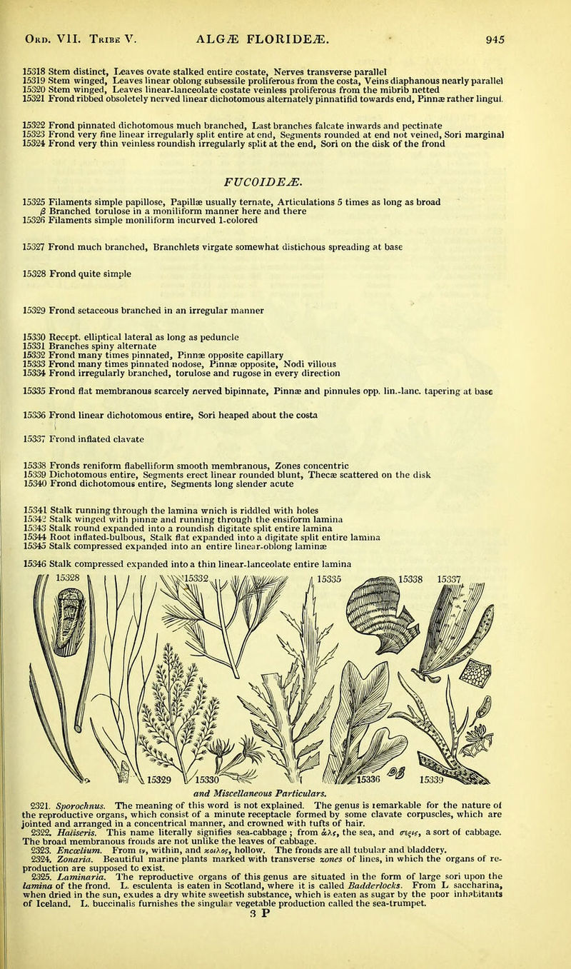 15318 Stem distinct, leaves ovate stalked entire costate, Nerves transverse parallel 15319 Stem winged, Leaves linear oblong subsessile proliferous from the costa, Veins diaphanous nearly parallel 15320 Stem winged, Leaves linear-lanceolate costate veinless proliferous from the mibrib netted 15321 Frond ribbed obsoletely nerved linear dichotomous alternately pinnatifid towards end, Pinna; rather Iingui. 15322 Frond pinnated dichotomous much branched, Last branches falcate inwards and pectinate 15323 Frond very fine linear irregularly split entire at end, Segments rounded at end not veined, Sori marginal 15324 Frond very thin veinless roundish irregularly split at the end, Sori on the disk of the frond FUCOIDEJE. 15325 Filaments simple papillose, Papillae usually ternate, Articulations 5 times as long as broad p Branched torulose in a moniliform manner here and there 15326 Filaments simple moniliform incurved 1-colored 15327 Frond much branched, Branchlets virgate somewhat distichous spreading at base 15328 Frond quite simple 15329 Frond setaceous branched in an irregular manner 15330 Recept. elliptical lateral as long as peduncle 15331 Branches spiny alternate 15332 Frond many times pinnated, Pinnae opposite capillary 15333 Frond many times pinnated nodose, Pinnae opposite, Nodi villous 15334 Frond irregularly branched, torulose and rugose in every direction 15335 Frond flat membranous scarcely nerved bipinnate, Pinnae and pinnules opp. lin.-lanc. tapering at base 15336 Frond linear dichotomous entire, Sori heaped about the costa 15337 Frond inflated clavate 15338 Fronds reniform flabelliform smooth membranous, Zones concentric 15339 Dichotomous entire, Segments erect linear rounded blunt, Thecae scattered on the disk 15340 Frond dichotomous entire, Segments long slender acute 15341 Stalk running through the lamina wnich is riddled with holes 15342 Stalk winged with pinnae and running through the ensiform lamina 15343 Stalk round expanded into a roundish digitate split entire lamina 15344 Root inflated-bulbous, Stalk flat expanded into a digitate split entire lamina 15345 Stalk compressed expanded into an entire linear-oblong laminae 15346 Stalk compressed expanded into a thin linear-lanceolate entire lamina and Miscellaneous Particulars. 2321. Sporochnus. The meaning of this word is not explained. The genus is lemarkable for the nature of the reproductive organs, which consist of a minute receptacle formed by some clavate corpuscles, which are jointed and arranged in a concentrical manner, and crowned with tufts of hair. 2322. Haiiseris. This name literally signifies sea-cabbage ; from aXs, the sea, and a sort of cabbage. The broad membranous fronds are not unlike the leaves of cabbage. 2323. Enccelium. From a, within, and xaXm, hollow. The fronds are all tubular and bladdery. 2324. Zonaria. Beautiful marine plants marked with transverse zones of lines, in which the organs of re- production are supposed to exist. 2325. Laminaria. The reproductive organs of this genus are situated in the form of large sori upon the lamina of the frond. L. esculenta is eaten in Scotland, where it is called Badderlocks. From L saccharina, when dried in the sun, exudes a dry white sweetish substance, which is eaten as sugar by the poor inhabitants of Iceland. L. buccinalis furnishes the singular vegetable production called the sea-trumpet. 3 P