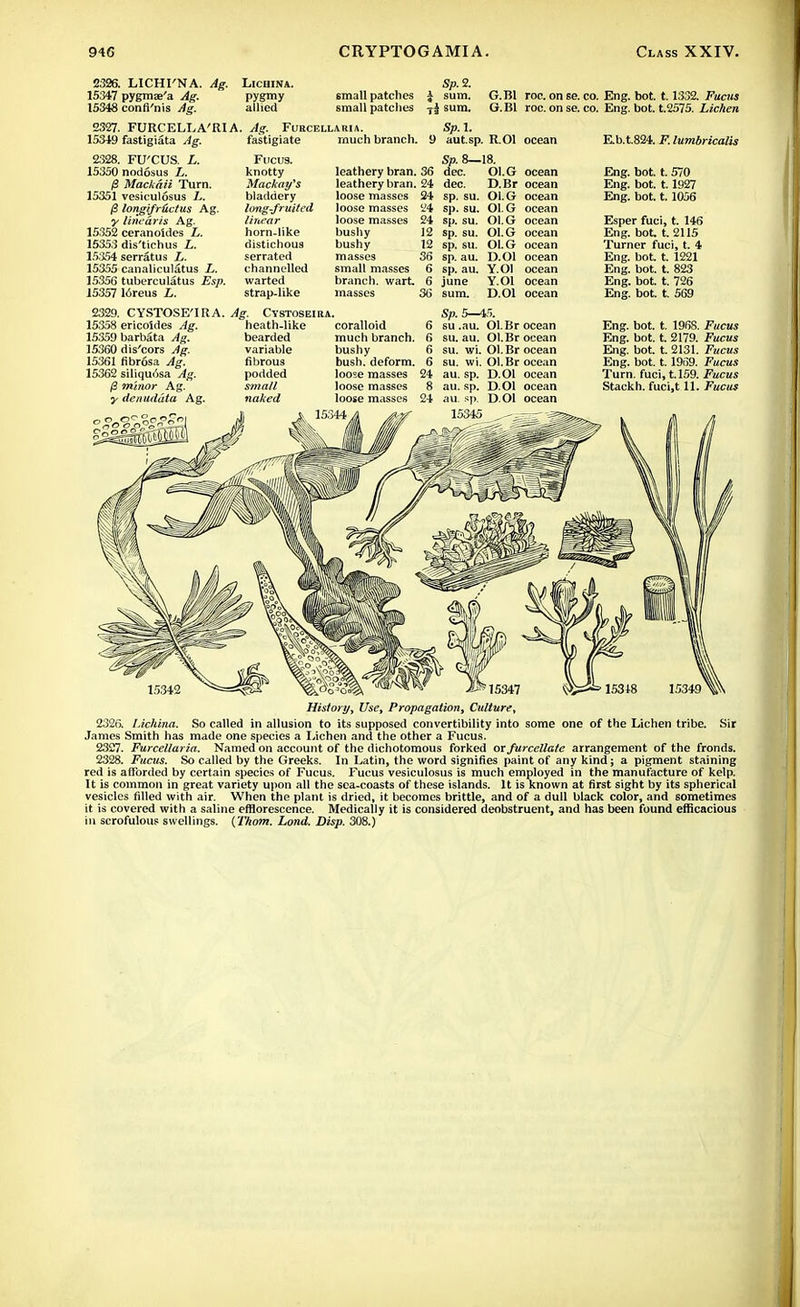 2326. LICHI'NA. Ag. Lichina. 15347 pygmae'a Ag. pygmy 15348 confi'nis Ag. allied S/>.2. email patches J sum. small patches T| sum. G.B1 roc. on se. co. Eng. bot. 1.1332. Fucus G. Bl roc. on se. co. Eng. bot. t.2575. Lichen 2327. FURCELL A'RI A. 15349 fastigiata Ag. 2328. FU'CUS. L. 15350 nodosus L. /3 Mackaii Turn. 15351 vesiculosus L. fi longifrtictus Ag. y linearis Ag. 15352 ceranoides L. 15353 dis'tichus L. 15354 serratus L. 15355 canaliculars L. 15356 tuberculatus Esp. 15357 16reus L. 2329. CYSTOSE'lRA. Ag. Cystoseira 15358 ericoldes Ag. 15359 barbata Ag. 15360 dis'cors Ag. 15361 fibrosa Ag. 15362 siliquosa Ag. ,8 minor Ag. y denuddta Ag. Ag. FlJECELLARIA. Sp. 1. fastigiate much branch. 9 aut.sp. R.OI ocean Fucus. knotty Mackay's bladdery long-fruited linear horn-like distichous serrated channelled warted strap-like leathery bran. 36 leathery bran. 24 loose masses 24 loose masses 24 loose masses 24 bushy 12 bushy 12 masses 36 small masses 6 branch, wart. 6 masses 36 Sp. 8—18. dec. Ol.G dec. D.Br sp. su. Ol.G sp. su. Ol.G sp. su. Ol.G sp. su. Ol.G sp. su. sp. au. sp. au. june sum. OI.G D.Ol Y.Ol Y.Ol D.Ol ocean ocean ocean ocean ocean ocean ocean ocean ocean ocean ocean heath-like coralloid bearded variable fibrous podded small naked much branch bushy bush, deform loose masses loose masses loose masses 15344 24 Sp. 5—45. su.au. Ol. Br ocean su. au. Ol.Br ocean su. wi. Ol.Br ocean su. wi. Ol.Br ocean au. sp. D.Ol ocean au. sp. D.Ol ocean au. sp. D.Ol ocean 15345 Rb.t.824. F.lumbricalis Eng. bot. t. 570 Eng. bot. 1.1927 Eng. bot. 1.1056 Esper fuci, t. 146 Eng. bot, t. 2115 Turner fuci, t. 4 Eng. bot. t. 1221 Eng. bot. t. 823 Eng. bot. t. 726 Eng. bot. t. 569 Eng. bot. t. 196S. Fucus Eng. bot. t. 2179. Fucus Eng. bot. t. 2131. Fucus Eng. bot. t. 1969. Fucus Turn, fuci, t.159. Fucus Stackh. fuci,t 11. Fucus 15342 History, Use, Propagation, Culture, 2326. I.ichina. So called in allusion to its supposed convertibility into some one of the Lichen tribe. Sir James Smith has made one species a Lichen and the other a Fucus. 2307. Furcellaria. Named on account of the dichotomous forked or furcellate arrangement of the fronds. 2328. Fucus. So called by the Greeks. In Latin, the word signifies paint of any kind; a pigment staining red is afforded by certain species of Fucus. Fucus vesiculosus is much employed in the manufacture of kelp. It is common in great variety upon all the sea-coasts of these islands. It is known at first sight by its spherical vesicles filled with air. When the plant is dried, it becomes brittle, and of a dull black color, and sometimes it is covered with a saline efflorescence. Medically it is considered deobstruent, and has been found efficacious in scrofulous swellings. (Thorn. Lond. Disp. 308.)