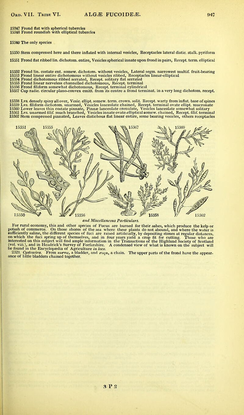 15347 Frond flat with spherical tubercles 15348 Frond roundish with elliptical tubercles 15349 The only species 15350 Stem compressed here and there inflated with internal vesicles, Receptacles lateral distic. stalk, pyriform 15351 Frond flat ribbed lin. dichotom. entire, Vesicles spherical innate upon frond in pairs, Recept. term, elliptical 15352 Frond lin. costate ent. somew. dichotom. without vesicles, Lateral segm. narrowest multif. fruit-bearing 15353 Frond linear entire dichotomous without vesicles ribbed, Receptacles linear-elliptical 15354 Frond dichotomous ribbed serrated, Recept. solitary flat serrated 15355 Frond linear nerveless channelled dichotomous, Recept. terminal 15356 Frond filiform somewhat dichotomous, Recept. terminal cylindrical 15357 Cup radic. circular plano-convex emitt from its centre a frond terminat. in a very long dichotom. recept 15358 Lvs. densely spiny all over, Vesic. ellipt. somew. term, crown, solit. Recept. warty from inflat. base of spines 15359 Lvs. filiform dichotom. unarmed, Vesicles lanceolate chained, Recept. terminal ovate ellipt. mucronate 15360 Lower leaves thin costate pinnate, Pinna? lanceolate crenulate, Vesicles lanceolate somewhat solitary 15361 Lvs. unarmed filif. much branched, Vesicles innate ovate-elliptical somew. chained, Recept. filif. terminal 15362 Stem compressed pinnated, Leaves distichous flat linear entire, some bearing vesicles, others receptacles and Miscellaneous Particulars. For rural economy, this and other species of Fucus are burned for their ashes, which produce the kelp or potash of commerce. On those shores of the sea where these plants do not abound, and where the water is sufficiently saline, the different species of fuci are raised artificially, by depositing stones at regular distances, on which the fuci spring up of themselves, and in four years yield a crop fit for cutting. Those who are interested on this subject will find ample information in the Transactions of the Highland Society of Scotland (vol. viii.), and in Headrick's Survey of Forfarshire. A condensed view of what is known on the subject will be found in the Encyclopjedia of Agriculture in loco. 2329. Ojstoseira. From x.wrrts, a bladder, and o-e/^a, a chain. The upper parts of the frond have the appear- ance of little bladders chained together. 3 P.<2