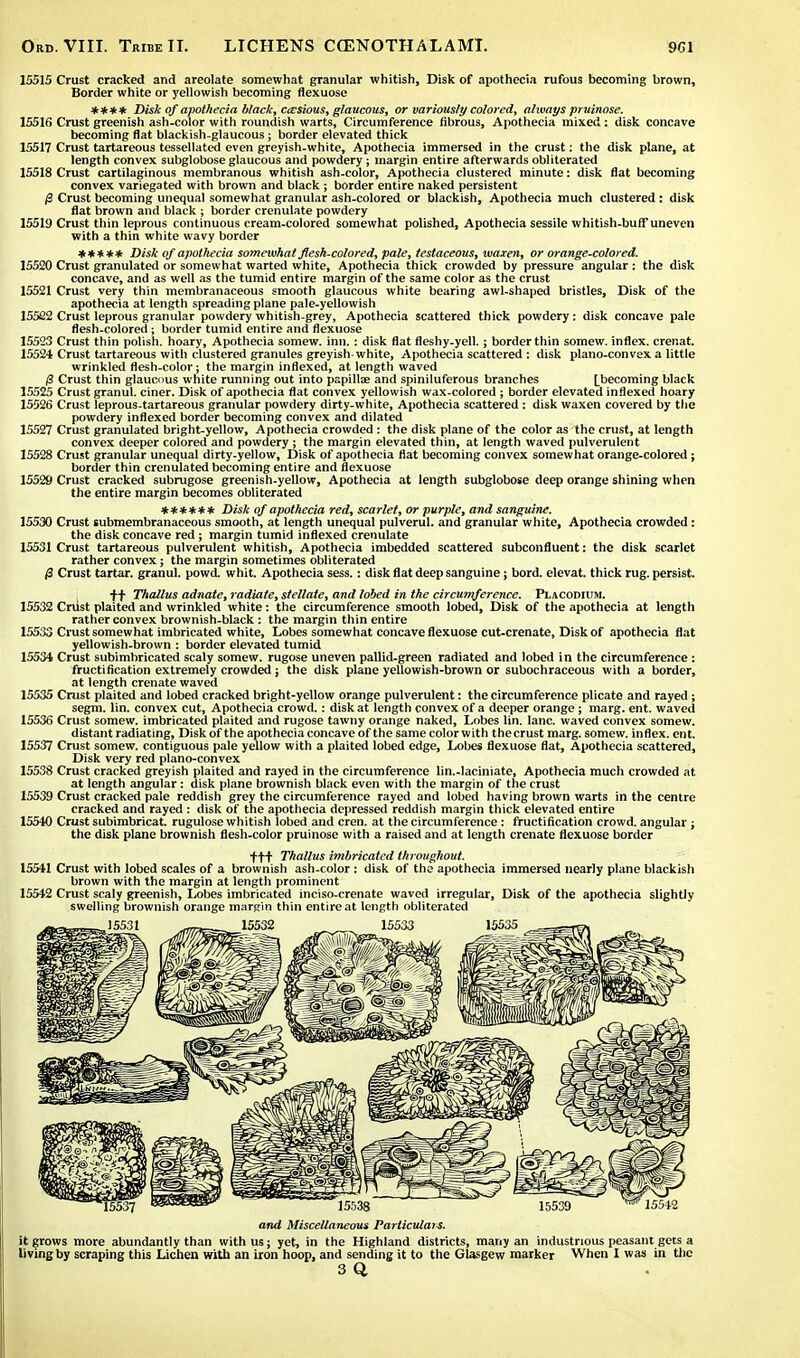 15515 Crust cracked and areolate somewhat granular whitish, Disk of apothecia rufous becoming brown, Border white or yellowish becoming flexuose **** Disk of apothecia black, c&sious, glaucous, or variously colored, always pruinose. 15516 Crust greenish ash-color with roundish warts, Circumference fibrous, Apothecia mixed: disk concave becoming flat blackish-glaucous; border elevated thick 15517 Crust tartareous tessellated even greyish-white, Apothecia immersed in the crust: the disk plane, at length convex subglobose glaucous and powdery; margin entire afterwards obliterated 15518 Crust cartilaginous membranous whitish ash-color, Apothecia clustered minute: disk flat becoming convex variegated with brown and black ; border entire naked persistent /3 Crust becoming unequal somewhat granular ash-colored or blackish, Apothecia much clustered: disk flat brown and black ; border crenulate powdery 15519 Crust thin leprous continuous cream-colored somewhat polished, Apothecia sessile whitish-buff uneven with a thin white wavy border ***** Disk of apothecia somewhat flesh-colored, pale, testaceous, waxen, or orange-colored. 15520 Crust granulated or somewhat warted white, Apothecia thick crowded by pressure angular : the disk concave, and as well as the tumid entire margin of the same color as the crust 15521 Crust very thin membranaceous smooth glaucous white bearing awl-shaped bristles, Disk of the apothecia at length spreading plane pale-yellowish 15522 Crust leprous granular powdery whitish-grey, Apothecia scattered thick powdery: disk concave pale flesh-colored ; border tumid entire and flexuose 15523 Crust thin polish, hoary, Apothecia somew. inn. : disk flat fleshy-yell.; border thin somew. inflex. crenat. 15524 Crust tartareous with clustered granules greyish-white, Apothecia scattered : disk plano-convex a little wrinkled flesh-color; the margin indexed, at length waved (3 Crust thin glaucous white running out into papillae and spiniluferous branches [becoming black 15525 Crust granul. ciner. Disk of apothecia flat convex yellowish wax-colored ; border elevated indexed hoary 15026 Crust leprous-tartareous granular powdery dirty-white, Apothecia scattered : disk waxen covered by the powdery inflexed border becoming convex and dilated 15527 Crust granulated bright-yellow, Apothecia crowded : the disk plane of the color as the crust, at length convex deeper colored and powdery; the margin elevated thin, at length waved pulverulent 15528 Crust granular unequal dirty-yellow, Disk of apothecia fiat becoming convex somewhat orange-colored; border thin crenulated becoming entire and flexuose 15529 Crust cracked subrugose greenish-yellow, Apothecia at length subglobose deep orange shining when the entire margin becomes obliterated ****** Disk of apothecia red, scarlet, or purple, and sanguine. 15530 Crust submembranaceous smooth, at length unequal pulverul. and granular white, Apothecia crowded: the disk concave red; margin tumid inflexed crenulate 15531 Crust tartareous pulverulent whitish, Apothecia imbedded scattered subconfluent: the disk scarlet rather convex; the margin sometimes obliterated <3 Crust tartar, granul. powd. whit. Apothecia sess. : disk flat deep sanguine j bord. elevat. thick rug. persist. ft Thallus adnate, radiate, stellate, and lobed in the circumference. Placodium. 15532 Crust plaited and wrinkled white: the circumference smooth lobed, Disk of the apothecia at length rather convex brownish-black : the margin thin entire 15533 Crust somewhat imbricated white, Lobes somewhat concave flexuose cut-crenate, Disk of apothecia flat yellowish-brown : border elevated tumid 15534 Crust subimbricated scaly somew. rugose uneven pallid-green radiated and lobed in the circumference : fructification extremely crowded; the disk plane yellowish-brown or subochraceous with a border, at length crenate waved 15535 Crust plaited and lobed cracked bright-yellow orange pulverulent: the circumference plicate and rayed ; segm. lin. convex cut, Apothecia crowd.: disk at length convex of a deeper orange; marg. ent. waved 15536 Crust somew. imbricated plaited and rugose tawny orange naked, Lobes lin. lane, waved convex somew. distant radiating, Disk of the apothecia concave of the same colorwith thecrust marg. somew. inflex. ent. 15537 Crust somew. contiguous pale yellow with a plaited lobed edge, Lobes flexuose flat, Apothecia scattered, Disk very red plano-convex 15538 Crust cracked greyish plaited and rayed in the circumference lin.-laciniate, Apothecia much crowded at at length angular: disk plane brownish black even with the margin of the crust 15539 Crust cracked pale reddish grey the circumference rayed and lobed having brown warts in the centre cracked and rayed : disk of the apothecia depressed reddish margin thick elevated entire 15540 Crust subimbricat. rugulose whitish lobed and cren. at the circumference : fructification crowd, angular ; the disk plane brownish flesh-color pruinose with a raised and at length crenate flexuose border +t+ Thallus imbricated throughout. 15541 Crust with lobed scales of a brownish ash-color : disk of the apothecia immersed nearly plane blackish brown with the margin at length prominent 15542 Crust scaly greenish, Lobes imbricated inciso-crenate waved irregular, Disk of the apothecia slightly swelling brownish orange margin thin entire at length obliterated and Miscellaneous Particulate, it grows more abundantly than with us; yet, in the Highland districts, many an industrious peasant gets a living by scraping this Lichen with an iron hoop, and sending it to the Glasgew marker When I was in the 3d