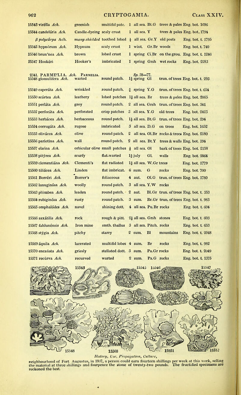 15543 virella Ach. greenish multifid pate. 1 all sea. Bt.G trees & pales Eng. bot. 1696 15544 candelaria Ach. Candle-dyeing scaly crust 1 all sea. Y trees & pales Eng. bot. 1794 @ polycdrpa Ach. many-shielded toothed lobed i all sea. Gr.Y old posts Eng. bot. t. 1795 15545 hypn6rum Ach. Hypnum scaly crust 1 wint. Gr. Br woods Eng. bot. t. 740 15546 brun'nea Ach. brown lobed crust 1 spring Ci.Br on the grou. Eng. bot. t. 1246 15547 Hookeri Hooker's imbricated 1 spring Grsh wet rocks Eng. bot. 2283 2341. PARME'LlA. Ach. Parmelia. 15548 glomulifera Ach. waited round patch. 1£ Sp. 38—77. spring Gl fTiin fif f t*soo Pn fr Vir»f f OQ1 ll ll'l. L1CCS i-ilJy. UUL. 1. * . '*J 15549 caporata Ach. wrinkled round patch. spring Y.G trun. of trees Eng. bot. t. 654 15550 scortea Ach. leathery lobed patches 1| all sea. Br trees & pales Eng. bot. 2065 15551 pcrlata Ach. grey round patch. 2 all sea. Grsh trun. of trees Eng. bot. 341 i.jjj* perioraia /ten. perforated crisp patches 3 all sea. Y.G old trees Eng. bot. 2423 15553 Iicrbaeca Ach. herbaceous round patch. 1§ all sea. Bt.G trun. of trees Eng. bot. 294 15554 corrugata 4cA. rugose imbricated 3 all sea. D.G on trees Eng. bot. 1652 15555 olivacea Ach. olive round patch. 2 all sea. Ol.Br rocks & trees Eng. bot. 2180 15556 parietina ^4cA. wall round patch. 2 all sea. Bt.Y trees & walls Eng. bot. 194 15557 elaeina Ach. orbicular olive small patches i all sea. Ol bark of trees Eng. bot. 2158 15558 pityrea Ach. scurfy flat-warted ljjuly Gl. walls Eng. bot. 2064 15559 clementiana Ach. dementi's flat radiated 1§ all sea. W.Gr trees Eng. bot. 1779 U.JItU tlllacea JlClt. Linden flat imbricat. 6 sum. G rocks Eng. bot. 700 15561 Borreri Borrer's foliaceous 4 aut. OLG trun. of trees Eng. bot. 1780 15562 lanuginosa Ach. woolly round patch. 3 all sea. Y.W rocks 15563 pUimbea ^cA. leaden round patch. 2 aut. Bl.Gr trun. of trees Eng. bot. t. 353 15564 rubiginosa Ach. rusty round patch. 3 sum. Br.Gr trun. of trees Eng. bot. t. 983 15565 omphalodes ^cft. navel shining dott. 4 all sea. Pu.Br rocks Eng. bot. t. 004 15566 saxatilis Ach. rock rough & pitt. 2£ all sea. Grsh stones Eng. bot. t. 603 15567 fahlunensis Ach. Iron mine smth. thallus 3 all sea. Pitch, rocks Eng. bot. t 653 15568 stygia ^IcA. pitchy starry 2 sum. Bl mountains Eng. bot. t. 2048 15569 aquila Ach. lacerated multifid lobes 4 sum. Br rocks Eng. bot. t. 982 15570 enca6sta ^cA. griesly stellated dott. 3 sum. Pa.Gr rocks Eng. bot. t. 2049 15571 recfirva Ach. recurved warted 2 sum. Pa.G rocks Eng. bot. t. 1375 History, Use, Propagatitm, Culture, neighbourhood of Fort Augustus, in 1807, a person could earn fourteen shillings per week at this work, selling the material at three shillings and fourpence the stone of twenty-two pounds. The fructified specimens are reckoned the best.