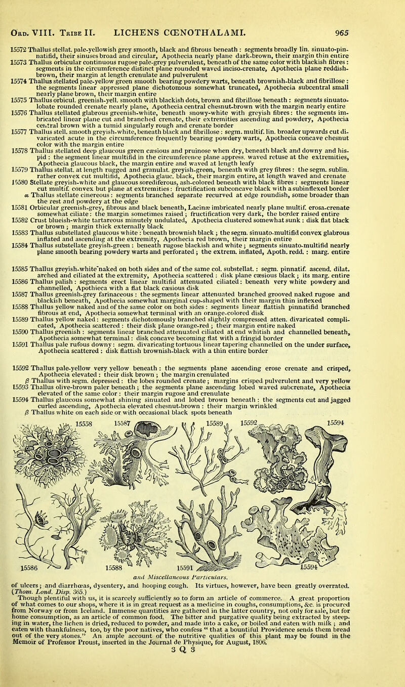 15572 Thallus stellat. pale-yellowish grey smooth, black and fibrous beneath : segments broadly I'm. sinuato-pin- natifid, their sinuses broad and circular, Apothecia nearly plane dark-brown, their margin thin entire 15573 Thallus orbicular continuous rugose pale-grey pulverulent, beneath of the same color with blackish fibres: segments in the circumference distinct plane rounded waved inciso-crenate, Apothecia plane reddish- brown, their margin at length crenulate and pulverulent 15574 Thallus stellated pale-yellow green smooth bearing powdery warts, beneath brownish-black and fibrillose: the segments linear appressed plane dichotomous somewhat truncated, Apothecia subcentral small nearly plane brown, their margin entire 15575 Thallus orbicul. greenish-yell, smooth with blackish dots, brown and fibrillose beneath: segments sinuato- lobate rounded crenate nearly plane, Apothecia central chesnut-brown with the margin nearly entire 15576 Thallus stellated glabrous greenish-white, beneath snowy-white with greyish fibres: the segments im- bricated linear plane cut and branched crenate, their extremities ascending and powdery, Apothecia central brown with a tumid singularly rough and crenate border 15577 Thallus stell. smooth greyish-white, beneath black and fibrillose: segm. multif. lin. broader upwards cut di- varicated acute in the circumference frequently bearing powdery warts, Apothecia concave chesnut color with the margin entire 15578 Thallus stellated deep glaucous green ca?sious and pruinose when dry, beneath black and downy and his- pid : the segment linear multifid in the circumference plane appress. waved retuse at the extremities, Apothecia glaucous black, the margin entire and waved at length leafy 15579 Thallus stellat. at length rugged and granulat. greyish-greon, beneath with grey fibres: the segm. sublin. rather convex cut multifid, Apothecia glauc. black, their margin entire, at length waved and crenate 15580 Stellate greyish-white and glaucous sorediferous, ash-colored beneath with black fibres : segments linear cut multif. convex but plane at extremities: fructification subconcave black with asubinflexedborder a. Thallus stellate cinereous: segments branched separate recurved at edge roundish, some broader than the rest and powdery at the edge 15581 Orbicular greenish-grey, fibrous and black beneath, Lacinse imbricated nearly plane multif. erosa-crenate somewhat ciliate: the margin sometimes raised ; fructification very dark, the border raised entire 15582 Crust blueish-white tartareous minutely undulated, Apothecia clustered somewhat sunk : disk flat black or brown ; margin thick externally black 15583 Thallus substellated glaucous white: beneath brownish black; the segm. sinuato-multifid convex glabrous inflated and ascending at the extremity, Apothecia red brown, their margin entire 15584 Thallus substellate greyish-green : beneath rugose blackish and white; segments sinuato-multifid nearly plane smooth bearing powdery warts and perforated; the extrem. inflated, Apoth. redd.: marg. entire 15585 Thallus greyish-white'naked on both sides and of the same col. substellat.: segm. pinnatif. ascend, dilat. arched and ciliated at the extremity, Apothecia scattered : disk plane caesious black ; its marg. entire 15586 Thallus palish: segments erect linear multifid attenuated ciliated: beneath very white powdery and channelled, Apothieca with a flat black csesious disk 15587 Thallus greenish-grey farinaceous : the segments linear attenuated branched grooved naked rugose and blackish beneath, Apothecia somewhat marginal cup-shaped with their margin thin inflexed 15588 Thallus yellow naked and of the same color on both sides : segments linear flattish pinnatifid branched fibrous at end, Apothecia somewhat terminal with an orange-colored disk 15589 Thallus yellow naked: segments dichotomously branched slightly compressed atten. divaricated compli- cated, Apothecia scattered : their disk plane orange-red ; their margin entire naked 15590 Thallus greenish : segments linear branched attenuated ciliated at end whitish and channelled beneath, Apothecia somewhat terminal: disk concave becoming flat with a fringid border 15591 Thallus pale rufous downy: segm. divaricating tortuous linear tapering channelled on the under surface, Apothecia scattered: disk flattish brownish-black with a thin entire border 15592 Thallus pale-yellow very yellow beneath : the segments plane ascending crose crenate and crisped, Apothecia elevated : their disk brown ; the margin crenulated /3 Thallus with segm. depressed: the lobes rounded crenate; margins crisped pulverulent and very yellow 15593 Thallus olive-brown paler beneath ; the segments plane ascending lobed waved subcrenate, Apothecia elevated of the same color: their margin rugose and crenulate 15594 Thallus glaucous somewhat shining sinuated and lobed brown beneath : the segments cut and jagged curled ascending, Apothecia elevated chesnut-brown : their margin wrinkled /3 Thallus white on each side or with occasional black spots beneath and Miscellaneous Particulars. of ulcers; and diarrhoeas, dysentery, and hooping cough. Its virtues, however, have been greatly overrated. (.Thorn. Land. Disp. 365.) Though plentiful with us, it is scarcely sufficiently so to form an article of commerce. A great proportion of what comes to our shops, where it is in great request as a medicine in coughs, consumptions, &c. is procured from Norway or from Iceland. Immense quantities are gathered in the latter country, not only for sale, but for home consumption, as an article of common food. The bitter and purgative quality being extracted by steep- ing in water, the lichen is dried, reduced to powder, and made into a cake, or boiled and eaten with milk ; and eaten with thankfulness, too, by the poor natives, who confess  that a bountiful Providence sends them bread out of the very stones. An ample account of the nutritive qualities of this plant may be found in the Memoir of Professor Proust, inserted in the Journal de Physique, for August, 1806.