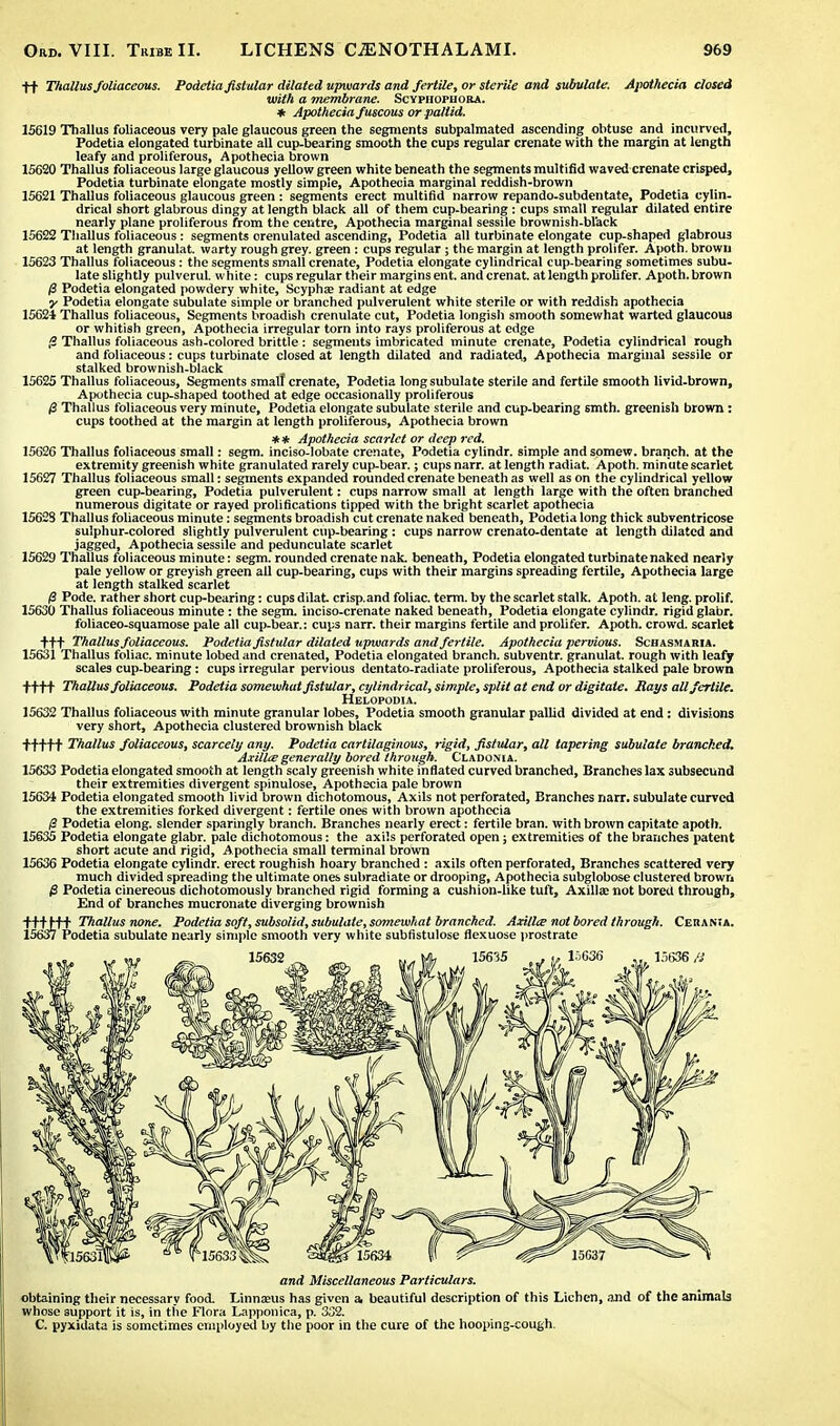 ft Thallusfoliaceous. Podetia fist ular dilated upwards and fertile, or sterile and subulate. Apothecia closed with a membrane. Scyphophora. * Apothecia fuscous or pallid. 15619 Thallus foliaceous very pale glaucous green the segments subpalmated ascending obtuse and incurved, Podetia elongated turbinate aU cup-bearing smooth the cups regular crenate with the margin at length leafy and proliferous, Apothecia brown 15620 Thallus foliaceous large glaucous yellow green white beneath the segments multifid waved crenate crisped, Podetia turbinate elongate mostly simple, Apothecia marginal reddish-brown 15621 Thallus foliaceous glaucous green : segments erect multifid narrow repando-subdentate, Podetia cylin- drical short glabrous dingy at length black all of them cup-bearing : cups small regular dilated entire nearly plane proliferous from the centre, Apothecia marginal sessile brownish-black 15622 Thallus foliaceous: segments orenulated ascending, Podetia all turbinate elongate cup-shaped glabrous at length granulat. warty rough grey, green : cups regular; the margin at length prolifer. Apoth. brown 15623 Thallus foliaceous: the segments small crenate, Podetia elongate cylindrical cup-bearing sometimes subu- late slightly pulveruL white: cups regular their margins ent. and crenat. at length prolifer. Apoth. brown /3 Podetia elongated powdery white, Scyphae radiant at edge y Podetia elongate subulate simple or branched pulverulent white sterile or with reddish apothecia 15621 Thallus foliaceous, Segments broadish crenulate cut, Podetia longish smooth somewhat wartcd glaucous or whitish green, Apothecia irregular torn into rays proliferous at edge ,5 Thallus foliaceous ash-colored brittle: segments imbricated minute crenate, Podetia cylindrical rough and foliaceous: cups turbinate closed at length dilated and radiated, Apothecia marginal sessile or stalked brownish-black 15625 Thallus foliaceous, Segments smalf crenate, Podetia long subulate sterile and fertile smooth livid-brown, Apothecia cup-shaped toothed at edge occasionally proliferous /3 Thallus foliaceous very minute, Podetia elongate subulate sterile and cup-bearing smth. greenish brown : cups toothed at the margin at length proliferous, Apothecia brown ** Apothecia scarlet or deep red. 15626 Thallus foliaceous small: segm. inciso-lobate crenate^ Podetia cylindr. simple and somew. branch, at the extremity greenish white granulated rarely cup-bear.; cups narr. at length radiat. Apoth. minute scarlet 15627 Thallus foliaceous small: segments expanded rounded crenate beneath as well as on the cylindrical yellow green cup-bearing, Podetia pulverulent: cups narrow small at length large with the often branched numerous digitate or rayed prolifications tipped with the bright scarlet apothecia 1562S Thallus foliaceous minute: segments broadish cut crenate naked beneath, Podetia long thick subventricose sulphur-colored slightly pulverulent cup-bearing: cups narrow crenato-dentate at length dilated and jagged, Apothecia sessile and pedunculate scarlet 15629 Thallus foliaceous minute: segm. rounded crenate nak. beneath, Podetia elongated turbinate naked nearly pale yellow or greyish green all cup-bearing, cups with their margins spreading fertile, Apothecia large at length stalked scarlet /3 Pode. rather short cup-bearing: cups dilat crisp.and foliac. term, by the scarlet stalk. Apoth. at leng. prolif. 15630 Thallus foliaceous minute : the segm. inciso-crenate naked beneath, Podetia elongate cylindr. rigid glabr. foliaceo-squamose pale all cup-bear.: cups narr. their margins fertile and prolifer. Apoth. crowd, scarlet tt+ Thallusfoliaceous. Podetia fistular dilated upwards and fertile. Apothecia pervious. Schasmaria. 15631 Thallus foliac. minute lobed and crenated, Podetia elongated branch, subventr. granulat. rough with leafy scales cup-bearing: cups irregular pervious dentato-radiate proliferous, Apothecia stalked pale brown +ft+ Thallusfoliaceous. Podetia somewhat fistular, cylindrical, simple, split at end or digitate. Bays all fertile. Helopodia. 15632 Thallus foliaceous with minute granular lobes, Podetia smooth granular pallid divided at end: divisions very short, Apothecia clustered brownish black ttt+t Thallus foliaceous, scarcely any. Podetia cartilaginous, rigid, fistular, all tapering subulate branched. Axilla generally bored through. Claoonia. 15633 Podetia elongated smooth at length scaly greenish white inflated curved branched, Branches lax subsecund their extremities divergent spinulose, Apothecia pale brown 15634 Podetia elongated smooth livid brown dichotomous, Axils not perforated, Branches narr. subulate curved the extremities forked divergent: fertile ones with brown apothecia /3 Podetia elong. slender sparingly branch. Branches nearly erect: fertile bran, with brown capitate apoth. 15635 Podetia elongate glabr. pale dichotomous: the axils perforated open; extremities of the branches patent short acute and rigid, Apothecia small terminal brown 15636 Podetia elongate cylindr. erect roughish hoary branched : axils often perforated, Branches scattered very much divided spreading the ultimate ones subradiate or drooping, Apothecia subglobose clustered brown £ Podetia cinereous dichotomously branched rigid forming a cushion-like tuft, Axilla; not bored through, End of branches mucronate diverging brownish +t+H+ Thallus none. Podetia soft, subsolid, subulate, somewhat branched. Axilla not bored through. Cm an; a, 15637 Podetia subulate nearly simple smooth very white subfistulose flexuose prostrate and Miscellaneous Particulars. obtaining their necessary food. Linnaeus has given a, beautiful description of this Lichen, ,-ind of the animals whose support it is, in the Flora Lapponica, p. 332. C. pyxidata is sometimes employed by the poor in the cure of the hooping-cough.