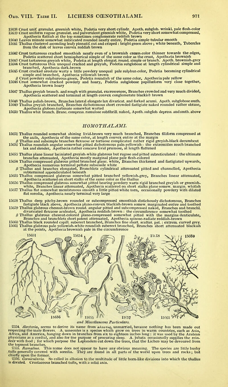 15638 Crust unif. granulat. greenish white, Podetia very short cylindr. Apoth. subglob. wrinkL pale flesh-color 15639 Crust uniform i ugose granulat. and pulverulent greenish white, Podetia very short somewhat compressed, Apothecia flattish at the top sometimes conglomerate reddish brown 15640 Leaves minute somewhat imbricated rounded nearly entire, Podetia simple tubular smooth 15641 Thallus clustered ascending leafy pinnatif. cut and crisped : bright green above; white beneath, Tubercles from the disk of leaves convex reddish brown 15642 Crust tartareous cracked smoothish nearly even of a brownish cream-color thinner towards the edges, Podetia scattered short hemispherical simple of the same color as the crust, Apothecia brownish 15643 Crust tartareous greyish white, Podetia at length elongat. round, simple or branch. Apoth. brownish-grey 15644 Crust tartareous thin unequal cracked and greyish, Podetia subglobose at length cylindrical simple and branched, Apothecia dark-brown 15645 Crust cracked areolate warty a little powdery unequal pale sulphur-color, Podetia becoming cylindrical simple and branched, Apothecia yellowish brown 0 Crust powdery sulphureous-green, Podetia roundish of the same color, Apothecia pale yellow 15646 Crust somewhat cracked powdery and hoary, Podetia subglobose papillaeform very close together, Apothecia brown hoary 15647 Thallus greyish branch, and rough with granulat. excrescences, Branches crowded and very much divided, Apothecia scattered and terminal at length convex conglomerate blackish brown 15648 Thallus palish-brown, Branches lateral elongate lax divaricat. and forked acumi. Apoth. subglobose smth. 15649 Thallus greyish branched, Branches dichotomous short crowded fastigiate naked rounded rather obtuse, Apothecia globoso-turbinate somewhat warted 15650 Thallus whit branch. Branc. compress, ramulose subfibrill. naked, Apoth. subglob. depress, and smth. above HOMO THALAMI. 15651 Thallus rounded somewhat shining livid-brown very much branched, Branches filiform compressed at the axils, Apothecia of the same color, at length convex entire at the margin 0 Thallus and subsimple branches flexuose or tortuose complicated rather rigid greyish-black decumbent 15652 Thallus roundish angular somewhat pitted dichotomous pale-yellowish : the extremities much branched lax and slender, Apothecia rather concave livid pruinose, at length flattened 15653 Thallus plane linear laciniated greyish-white glabrous but rugose and pitted subreticulated : the ultimate branches attenuated, Apothecia mostly marginal plane pale flesh-colored 15654 Thallus compressed glabrous pitted branched glauc. white, Branches thickened and fastigiated upwards, Apothecia numerous terminal peltate subsessile white (3 Thallus and branches elongated, Branchlets cylindrical attenuated pitted and channelled, Apothecia subterminal appendiculated beneath 15655 Thallus compressed glabrous somewhat pitted branched yellowish-grey, Branches linear attenuated, Apothecia scattered on short stalks of the same color as the thallus 1565G Thallus compressed glabrous somewhat pitted bearing powdery warts rigid branched greyish or greenish- white, Branches linear attenuated, Apothecia scattered on short stalks plane somew. margin, whitish 15657 Thallus flat somewhat membranous smooth a little pitted white torn, occasionally powdery with dilated flat soredia, Apothecia nearly terminal very large 15658 Thallus deep pitchy-brown rounded or subcompressed smoothish distichously dichotomous, Branches fastigiate black above, Apothecia plano-convex blackish-brown somew. marginated entire and toothed 15659 Thallus glabrous chesnut-brown round, angular pitted and subcompressed naked, Branches and branch1. divaricated flexuose aculeated, Apothecia reddish-brown : the circumference somewhat toothed ,8 Thallus glabrous chesnut-colored piano-compressed somewhat pitted with the margins denticulate, Branches and branchlets short patent attenuated, Apothecia spinose-radiate reddish-brown 15660 Thallus black rounded capill. suberect branched, Branches fine short, scatter, pat.: extrem. curved grey. 15661 Thallus glabrous pale yellowish-white roundish suberect branched, Branches short attenuated blackish at the points, Apothecia brownish pale in the circumference and Miscellaneous Particulars. 2354. Alectoria, seems to derive its name from aXiar^, unmarried, because nothing has been made out respecting the male flowers. A. usneoides is a species which grow on trees in warm countries, such as Asia, Africa, and America, hanging down in branches from six to eighteen inches long: it was used by the Arabian physicians as a cordial, and also for the purpose of procuring sleep. A. jubata occasionally supplies the rein- deer with food ; for which purpose the Laplanders cut down the trees, that the Lichen may be devoured from the topmost branches. 2355. Ramalina. This name does not appear to have any obvious meaning. The species are little bushy tufts generally covered with soredia. They are found in all parts of the world upon trees and rocks; but chiefly upon the former. 2356. Cornicularia. So called in allusion to the multitude of little horn-like divisions into which the thallus is divided. Crustaceous branched tufts, with <t solid axis.