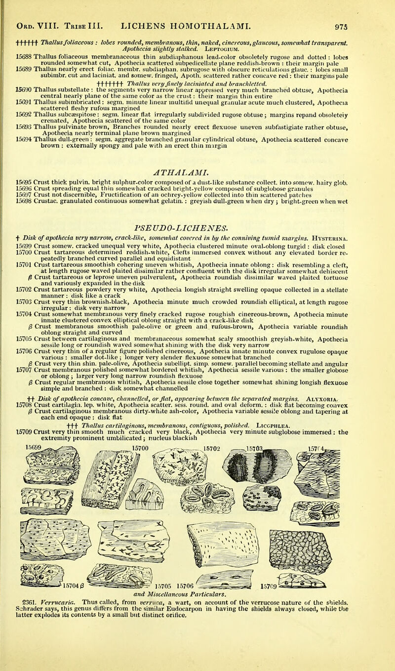 til l | [ Thallus foliaceous : lobes rounded, membranous, thin, naked, cinereous, glaucous, somewhat transparent. Apothecia slightly stalked. Leptogium. 15688 Thallus foliaceous membranaceous thin subdi.iphanous lead-color obsoletely rugose and dotted : lobes rounded somewhat cut, Apothecia scattered subpedicellate plane reddish-brown : their margin pale 15689 Thallus nearly erect foliac. membr. subdiaphan. subrugose with obscure reticulations glauc. : lobes small subimbr. cut and laciniat. and somew. fringed, Apoth. scattered rather concave red: their margins pale | [ 11 [ 11 Thallus very finely laciniated and branchletted. 15690 Thallus substellate : the segments very narrow linear appressed very much branched obtuse, Apothecia central nearly plane of the same color as the crust: their margin thin entire 15691 Thallus subimbricated: segm. minute linear multifid unequal granular acute much clustered, Apothecia scattered fleshy rufous margined 15692 Thallus subcaespitose: segm. linear flat irregularly subdivided rugose obtuse; margins repand obsoleteiy crenated, Apothecia scattered of the same color 15693 Thallus pulvinate brown, Branches rounded nearly erect flexuose uneven subfastigiate rather obtuse, Apothecia nearly terminal plane brown margined 15691 Thallus dull-green: segm. aggregate branched granular cylindrical obtuse, Apothecia scattered concave brown : externally spongy and pale with an erect thin margin ATHALAMI. 15695 Crust thick pulvin. bright sulphur-color composed of a dust-like substance collect, into somow. hairy glob. 15696 Crust spreading equal thin somewhat cracked bright-yellow composed of subglobose granules 15697 Crust not discernible, Fructification of an ochrey-yellow collected into thin scattered patches 15698 Crustac. granulated continuous somewhat gelatin.: greyish dull-green when dry; bright-green when wet PSE UB O-LICHENES. t Disk of apothecia very narrow, crack-like, somewhat covered in by the conniving tumid margins. Hysteuina. 15699 Crust somew. cracked unequal very white, Apothecia clustered minute oval-oblong turgid : disk closed 15700 Crust tartareous determined reddish-white, Clefts immersed convex without any elevated border re- peatedly branched curved parallel and equidistant 15701 Crust tartareous smoothish cohering uneven whitish, Apothecia innate oblong: disk resembling a cleft, at length rugose waved plaited dissimilar rather confluent with the disk irregular somewhat dehiscent 0 Crust tartareous or leprose uneven pulverulent, Apothecia roundish dissimilar waved plaited tortuose and variously expanded in the disk 15702 Crust tartareous powdery very white, Apothecia longish straight swelling opaque collected in a stellate manner: disk like a crack 15703 Crust very thin brownish-black, Apothecia minute much crowded roundish elliptical, at length rugose irregular: disk very narrow 15704 Crust somewhat membranous very finely cracked rugose roughish cinereous-brown, Apothecia minute innate clustered convex elliptical oblong straight with a crack-like disk /3 Crust membranous smoothish pale-olive or green and . rufous-brown, Apothecia variable roundish oblong straight and curved 15705 Crust between cartilaginous and membranaceous somewhat scaly smoothish greyish-white, Apothecia sessile long or roundish waved somewhat shining with the disk very narrow 15706 Crust very thin of a regular figure polished cinereous, Apothecia innate minute convex rugulose opaque various: smaller dot-like; longer very slender flexuose somewhat branched $ Crust very thin shin, pale-olive, Apothecia subellipt. simp, somew. parallel becoming stellate and angular 15707 Crust membranous polished somewhat bordered whitish, Apothecia sessile various : the smaller globose or oblong; larger very long narrow roundish flexuose /3 Crust regular membranous whitish, Apothecia sessile close together somewhat shining longish flexuose simple and branched : disk somewhat channelled ft Disk of apothecia concave, channelled, or fiat, appearing between the separated margins. Alyxoria. 15708 Crust cartilaghi. lep. white, Apothecia scatter, sess. round, and oval deform.: disk flat becoming convex /3 Crust cartilaginous membranous dirty-white ash-color, Apothecia variable sessile oblong and tapering at each end opaque : disk flat ttt Thallus cartilaginous, membranous, contiguous, polished. Liccphlea. 15709 Crust very thin smooth much cracked very black, Apothecia very minute subglobose immersed : the extremity prominent umbilicated; nucleus blackish and Miscellaneous Particulars. 2361. Verrucaria. Thus called, from verruca, a wart, on account of the verrucose nature of the shields. Schrader says, this genus differs from the similar Eudocarpon in having the shields always closed, while the latter explodes its contents by a small but distinct orifice.