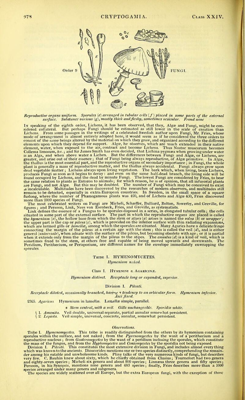Order 9 Reproductive organs uniform. Sporulcs (e) arranged in tubular cells (/) placed in some parts of the external surface. Substance various (g), mostly thick and fleshy, sometimes vesicular. Frond none In speaking of the eighth order, Lichens, it has been observed, that they, Alga? and Fungi, might be con- sidered collateral. But perhaps Fungi should be estimated as still lower in the scale of creation than Lichens. From some passages in the writings of a celebrated Swedish author upon Fungi, Mr. Fries, whose mode of arrangement is almost entirely adopted here, it would seem as if he considered the three orders to consist of the same beings altered by the material on which they grow, and organized according to the different elements upon which they depend for support. Alga?, he observes, which are much extended in their native element, water, when exposed to the air, contract and become Lichens. Thus Nostoc muscorum becomes Collema limosum, &c.; and Sir James Smith has even decided, that Lichina pygmsea when grow ing under water is an Alga, and when above water a Lichen. But the differences between Fungi and Alga?, or Lichens, are greater, and arise out of their essence ; that of Fungi being always reproductive, of Alga? primitive. In Alga?, the thallus is the most essential part, and the reproductive organs of secondary importance; in Fungi, the whole plant is generally a mass of reproductive matter, and the thallus always accidental. Fungi always grow upon dead vegetable matter ; Lichens always upon living vegetation. The bark which, when living, bears Lichens, produces Fungi as soon as it begins to decay : and even on the same half-dead branch, the living side will be found occupied by Lichens, and the dead by minute Fungi. The lowest Fungi are considered by Fries, to bear the same relation to plants as Entozoa to animals; for which reason, he is of opinion, that all infusorial plants are Fungi, and not Alga?. But this may be doubted. The number of Fungi which may be conceived to exist is incalculable. Multitudes have been discovered by the researches of modern observers, and multitudes still remain to be detected, especially in extra-European countries. In Sweden, in the small space of a square furlong, where the number of Phaenogamous plants was 420, and of Lichens and Alga? 430, Fries discovered more than 2000 species of Fungi. The most celebrated writers on Fungi are Micheli, Scha?flTer, Bulliard, Bolton, Sowerby, and Greville, for figures ; and Persoon, Link, Nees von Esenbeck, Fries, and Greville, as systematists. Link defines the essence of a Fungus to be sporules disposed in a series, in elongated tubular cells; the cells situated in some part of the external surface. The part in which the reproductive organs are placed is called the hymenium (a), the hollow base from which the stem or stipes (a) arises is named the volva (b) or wrapper'; the upper part is the cap or pileus (c), which is provided on the inferior surface with thin radiating expansions, which are termed gills or lamellts, among which the sporules are situated. Many Agarics have a delicate fringe connecting the margin of the pileus at a certain age with the stem ; this is called the veil (d), and is either general (universale), when adnate with the surface of the pileus, but becoming obsolete with age; or it is partial when it extends only from the margin of the pileus to the stipes. The annulus (d) is a kind of veil, which is sometimes fixed to the stem, at others free and capable of being moved upwards and downwards. The Peridium, Perithecium, or Perisporium, are different names for the envelope immediately enwrapping the sporules. Tribe I. HYMENOMYCETES. Hymenium naked. Class I. Hymenini v. Agaricwje. Hymenium distinct. Receptacle long or expanded, superior. Division I. Pileati. Receptacle dilated, occasionally branched, havt'\g 1 tendency to an orbicular form. Hymenium inferior. Asci fixed. 23G5. Agaricus Hymenium in lamella?. Laiiiella; simple, parallel. * Stem central, ivith a veil. Gills unchangeable. Sporidia white. § 1. Amanita. Veil double, universal separate, partial annular somewhat persistent. \ 2. Lepiota. Veil simple, universal, concrete, annular, somewhat persistent. Observations. Tribe I. Hymenomycetes. This tribe is readily distinguished from the others by its hymenium containing sporules within the surface, and not naked; from the Pyrenomycctes by the want of a perithecium and a reproductive nucleus ; from Gasteromycetes by the want of a peridium inclosing the sporules, which constitute the mass of the fungus, and from the Hyphomycetes and Coniomycetes by the sporidia not being exposed. Division I. Pileati. This constitutes the most extensive division in Fungi, and includes almost every thing which was known to the ancients. Dioscorides mentions one or two species distinctly, comprehending the remain- der among his eatable and unwholesome kinds. Pliny talks of the very numerous kinds of fungi, but describes very few. C. Bauhin knew about sixty, which he chiefly obtained from Clusius ; Tournefort had two genera and eighty-seven species ; Micheli six genera and about 800 species; Linna?us three genera and fifty species; Persoon, in his Synopsis, mentions nine genera and 683 species ; finally, Fries describes more than a 1000 species arranged under many genera and subgenera. The species are widely scattered over all Europe, but the extra European fungi, with the exception of those