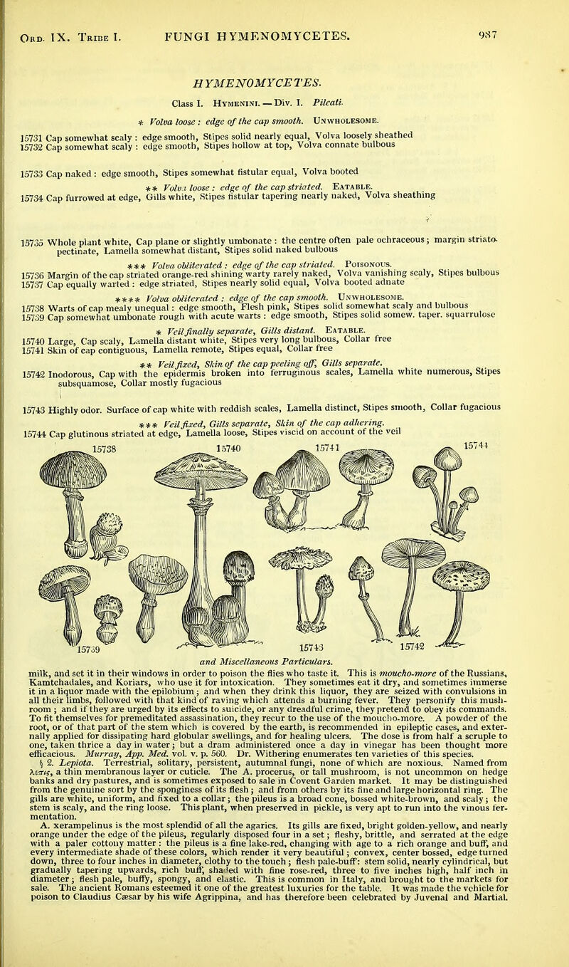 H YMENOMYCE TES. Class I. Hymenini.—Div. I. Pileati. * Volva loose : edge of the cap smooth. Unwholesome. 15731 Cap somewhat scaly : edge smooth, Stipes solid nearly equal, Volva loosely sheathed 15732 Cap somewhat scaly : edge smooth, Stipes hollow at top, Volva connate bulbous 15733 Cap naked : edge smooth, Stipes somewhat flstular equal, Volva booted ** Volvi loose: edge of the cap striated. Eatable. 15734 Cap furrowed at edge, Gills white, Stipes ristular tapering nearly naked, Volva sheathing 15735 Whole plant white, Cap plane or slightly umbonate : the centre often pale ochraceous; margin stri&to. pectinate, Lamella somewhat distant, Stipes solid naked bulbous *** Volva obliterated : edge of the cap striated. Poisonous. 15736 Margin of the cap striated orange-red shining warty rarely naked, Volva vanishing scaly, Stipes bulbous 15737 Cap equally warted : edge striated, Stipes nearly solid equal, Volva booted adnate **** Volva obliterated : edge of the cap smooth. Unwholesome. 15738 Warts of cap mealy unequal: edge smooth, Flesh pink, Stipes solid somewhat scaly and bulbous 15739 Cap somewhat umbonate rough with acute warts : edge smooth, Stipes solid somew. taper, squarrulose * Veil finally separate, Gills distant. Eatable. 15740 Large, Cap scaly, Lamella distant white, Stipes very long bulbous, Collar free 15741 Skin of cap contiguous, Lamella remote, Stipes equal, Collar free ** Veil fixed, Skin of the cap peeling off, Gills separate. 15742 Inodorous, Cap with the epidermis broken into ferruginous scales, Lamella white numerous, Stipes subsquamose, Collar mostly fugacious 15743 Highly odor. Surface of cap white with reddish scales, Lamella distinct, Stipes smooth, Collar fugacious *** Veil fixed, Gills separate, Skin of the cap adhering. 15744 Cap glutinous striated at edge, Lamella loose, Stipes viscid on account of the veil and Miscellaneous Particulars. milk, and set it in their windows in order to poison the flies who taste it. This is moucho-more of the Russians, Kamtchadales, and Koriars, who use it for intoxication. They sometimes eat it dry, and sometimes immerse it in a liquor made with the epilobium ; and when they drink this liquor, they are seized with convulsions in all their limbs, followed with that kind of raving which attends a burning fever. They personify this mush- room ; and if they are urged by its effects to suicide, or any dreadful crime, they pretend to obey its commands. To fit themselves for premeditated assassination, they recur to the use of the moucho-more. A powder of the root, or of that part of the stem which is covered by the earth, is recommended in epileptic cases, and exter- nally applied for dissipating hard globular swellings, and for healing ulcers. The dose is from half a scruple to one, taken thrice a day in water; but a dram administered once a day in vinegar has been thought more efficacious. Murray, App. Med, vol. v. p. 560. Dr. Withering enumerates ten varieties of this species. \ 2. Lepiota. Terrestrial, solitary, persistent, autumnal fungi, none of which are noxious. Named from Asm?, a thin membranous layer or cuticle. The A. procerus, or tall mushroom, is not uncommon on hedge banks and dry pastures, and is sometimes exposed to sale in Covent Garden market. It may be distinguished from the genuine sort by the sponginess of its flesh; and from others by its fine and large horizontal ring. The gills are white, uniform, and fixed to a collar; the pileus is a broad cone, bossed white-brown, and scaly; the stem is scaly, and the ring loose. This plant, when preserved in pickle, is very apt to run into the vinous fer- mentation. A. xerampelinus is the most splendid of all the agarics. Its gills are fixed, bright golden-yellow, and nearly orange under the edge of the pileus, regularly disposed four in a set; fleshy, brittle, and serrated at the edge with a paler cottony matter : the pileus is a fine lake-red, changing with age to a rich orange and buff, and every intermediate shade of these colors, which render it very beautiful; convex, center bossed, edge turned down, three to four inches in diameter, clothy to the touch; flesh pale-buff: stem solid, nearly cylindrical, but gradually tapering upwards, rich buff, shaded with fine rose-red, three to five inches high, half inch in diameter; flesh pale, buffy, spongy, and elastic. This is common in Italy, and brought to the markets for sale. The ancient Romans esteemed it one of the greatest luxuries for the table. It was made the vehicle for poison to Claudius Caesar by his wife Agrippina, and has therefore been celebrated by Juvenal and Martial.