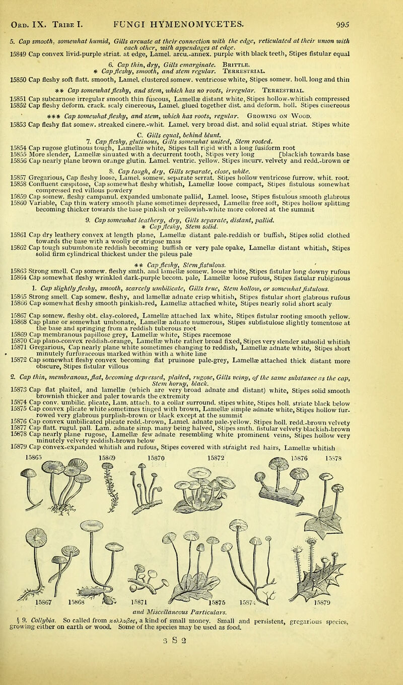 5. Cap smooth, somewhat humid, Gills arcuate at their connection with the edge, reticulated at their union with each other, with appendages at edge. 15849 Cap convex livid-purple striat. at edge, Lamel. arcu.-annex. purple with black teeth, Stipes fistular equal 6. Cap thin, dry, Gills emarginate. Brittle. * Cap fleshy, smooth, and stem regular. Terrestrial. 15850 Cap fleshy soft flatt. smooth, Lamel. clustered somew. ventricose white, Stipes somew. holl. long and thin ** Cap somewhat fleshy, and stem, which has no roots, irregular. Terrestrial. 15851 Cap subcarnose irregular smooth thin fuscous, Lamella; distant white, Stipes hollow-whitish compressed 15852 Cap fleshy deform, crack, scaly cinereous, Lamel. glued together dist. and deform, holl. Stipes cinereous *** Cap somewhat fleshy, and stem, which has roots, regular. Growing on Wood. 15853 Cap fleshy flat somew. streaked cinere.-whit. Lamel. very broad dist. and solid equal striat. Stipes white C. Gills equal, behind blunt. 7. Cap fleshy, glutinous, Gills somewhat united, Stem rooted. 15854 Cap rugose glutinous tough, Lamella; white, Stipes tall rigid with a long fusiform root 15855 More slender, Lamella; sinuated with a decurrent tooth, Stipes very long Qblackish towards base 15856 Cap nearly plane brown orange glutin. Lamel. ventric. yellow. Stipes incurv. velvety and redd.-brown or 8. Cap tough, dry, Gills separate, close, white. 158.57 Gregarious, Cap fleshy loose, Lamel. somew. separate serrat. Stipes hollow ventricose furrow, whit. root. 15858 Confluent ca;spitose, Cap somewhat fleshy whitish, Lamella? loose compact, Stipes fistulous somewhat compressed red villous powdery 15859 Cap somew. fleshy campanul. expanded umbonate pallid, Lamel. loose, Stipes fistulous smooth glabrous 15860 Variable, Cap thin watery smooth plane sometimes depressed, Lamella; free soft, Stipes hollow splitting becoming thicker towards the base pinkish or yellowish-white more colored at the summit 9. Cap somewhat leathery, dry, Gills separate, distant, pallid. * Cap fleshy, Stem solid. 15861 Cap dry leathery convex at length plane, Lamella; distant pale-reddish or huffish, Stipes solid clothed towards the base with a woolly or strigose mass 15862 Cap tough subumbonate reddish becoming buffish or very pale opake, Lamella; distant whitish, Stipes solid firm cylindrical thickest under the pileus pale ** Cap fleshy, Stem fistulous. 15863 Strong smell. Cap somew. fleshy smth. and lamella; somew. loose white, Stipes fistular long downy rufous 15864 Cap somewhat fleshy wrinkled dark-purple becom. pale, Lamella; loose rufous, Stipes fistular rubiginous 1. Cap slightly fleshy, smooth, scarcely umbilicatc, Gills true, Stem hollow, or somewhat fistulous. 15865 Strong smell. Cap somew. fleshy, and lamella; adnate crisp whitish, Stipes fistular short glabrous rufous 15866 Cap somewhat fleshy smooth pinkish-red, Lamella; attached white, Stipes nearly solid short scaly 15867 Cap somew. fleshy obt. clay-colored, Lamella; attached lax white, Stipes fistular rooting smooth yellow. 15868 Cap plane or somewhat umbonate, Lamellae adnate numerous, Stipes subfistulose slightly tomentose at the base and springing from a reddish tuberous root 15869 Cap membranous papillose grey, Lamella; white, Stipes racemose 15870 Cap plano-convex reddish-orange. Lamella; white rather broad fixed, Stipes very slender subsolid whitish 15871 Gregarious, Cap nearly plane white sometimes changing to reddish, Lamella; adnate white, Stipes short minutely furfuraceous marked within with a white line 15872 Cap somewhat fleshy convex becoming flat pruinose pale-grey, Lamella; attached thick distant more obscure, Stipes fistular villous 2. Cap thin, membranous, flat, becoming depressed, plaited, rugose, Gills veiny, of the same substance as the cap, Stem horny, black. 15873 Cap flat plaited, and lamella; (which are very broad adnate and distant) white, Stipes solid smooth brownish thicker and paler towards the extremity 15874 Cap conv. umbilic. plicate, Lam. attach, to a collar surround, stipes white, Stipes holl. striate black below 15875 Cap convex plicate white sometimes tinged with brown, Lamella; simple adnate white, Stipes hollow fur- rowed very glabrous purplish-brown or black except at the summit 15876 Cap convex umbilicated plicate redd.-brown, Lamel. adnate pale-yellow. Stipes holl. redd.-brown velvety 15877 Cap flatt. rugul. pall. Lam. adnate simp, many being halved, Stipes smth. fistular velvety blackish-brown 15878 Cap nearly plane rugose. Lamella; few adnate resembling white prominent veins, Stipes hollow very minutely velvety reddish-brown below 15879 Cap convex-expanded whitish and rufous, Stipes covered with straight red hairs, Lamella; whitish and ^Miscellaneous Particulars. § 9. Collybia. So called from zoXXvjSo;, a kind of small money. Small and persistent, gregarious species, growing either on earth or wood. Some of the species may be used as food.