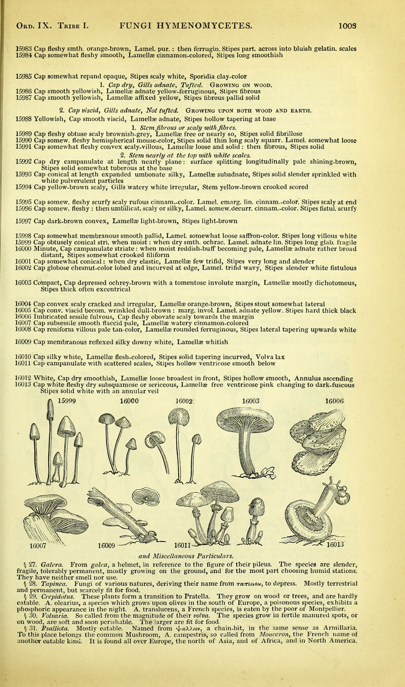15983 Cap fleshy smth. orange-brown, Lamel. pur.: then ferrugin. Stipes part, across into bluish gelatin, scales 15984 Cap somewhat fleshy smooth, Lamella; cinnamon-colored, Stipes long smoothish 15985 Cap somewhat repand opaque, Stipes scaly white, Sporidia clay-color 1. Cap dry, Gills adnate, Tufted. Growing on wood. 15986 Cap smooth yellowish, Lamella; adnate yellow-ferruginous, Stipes fibrous 15987 Cap smooth yellowish, Lamella; affixed yellow, Stipes fibrous pallid solid 2. Cap viscid, Gills adnate, Not tufted. Growing upon both wood and earth. 15988 Yellowish, Cap smooth viscid, Lamellae adnate, Stipes hollow tapering at base 1. Stem fibrous or scaly with fibres. 15989 Cap fleshy obtuse scaly brownish-grey, Lamella; free or nearly so, Stipes solid fibrillose 15990 Cap 6omew. fleshy hemispherical mouse-color. Stipes solid thin long scaly squarr. Lamel. somewhat loose 15991 Cap somewhat fleshy convex scaly-villous, Lamella; loose and solid: then fibrous, Stipes solid 2. Stem nearly at the top with white scales. 15992 Cap dry campanulate at length nearly plane: surface splitting longitudinally pale shining-brown, Stipes solid somewhat tuberous at the base 15993 Cap conical at length expanded urabonate silky, Lamellae subadnate, Stipes solid slender sprinkled with white pulverulent particles 15994 Cap yellow-brown scaly, Gills watery white irregular, Stem yellow-brown crooked scored 15995 Cap somew. fleshy scurfy scaly rufous cinnam.-color. Lamel. emarg. lin. cinnam.-color. Stipes scaly at end 15996 Cap somew. fleshy : then umb'ilicat. scaly or silky, Lamel. somew.decurr. cinnam.-color. Stipes fistuL scurfy 15997 Cap dark-brown convex, Lamella; light-brown, Stipes light-brown 15998 Cap somewhat membranous smooth pallid, Lamel. somewhat loose saffron-color. Stipes long villous white 15999 Cap obtusely conical stri. when moist: when dry smth. ochrac. Lamel. adnate lin. Stipes long glab. fragile 16000 Minute, Cap campanulate striate: when moist reddish-buff becoming pale, Lamella; adnate rather broad distant, Stipes somewhat crooked filiform 16001 Cap somewhat conical: when dry elastic, Lamellae few trifid, Stipes very long and slender 16002 Cap globose chesnut-color lobed and incurved at edge, Lamel. trifid wavy, Stipes slender white fistulous 16003 Compact, Cap depressed ochrey-brown with a tomentose involute margin, Lamella; mostly dichotomous, Stipes thick often excentrical 16004 Cap convex scaly cracked and irregular, Lamellae orange-brown, Stipes stout somewhat lateral 16005 Cap conv. viscid becom. wrinkled dull-brown : marg. invol. Lamel. adnate yellow. Stipes hard thick black 16006 Imbricated sessile fulvous, Cap fleshy obovate scaly towards the margin 16007 Cap subsessile smooth flaccid pale, Lamellae watery cinnamon-colored 16008 Cap reniform villous pale tan-color, Lamellae rounded ferruginous, Stipes lateral tapering upwards white 16009 Cap membranous reflexed silky downy white, Lamellae whitish 16010 Cap silky white, Lamellae flesh-colored, Stipes solid tapering incurved, Volva lax 16011 Cap campanulate with scattered scales, Stipes hollow ventricose 6mooth below 1R012 White, Cap dry smoothish, Lamellae loose broadest in front, Stipes hollow smooth, Annulus ascending 16013 Cap white fleshy dry subsquamose or sericeous, Lamellae free ventricose pink changing to dark-fuscous Stipes solid white with an annular veil 15999 16000 16002 16003 16006 16007 16009 - 16011- and Miscellaneous Particulars. 5 27. Galera. From galea, a helmet, in reference to the figure of their pileus. The species are slender, fragile, tolerably permanent, mostly growing on the ground, and for the most part choosing humid stations. They have neither smell nor use. $ 28. Tapinea. Fungi of various natures, deriving their name from txtuvou, to depress. Mostly terrestrial and permanent, but scarcely fit for food. § 29. Crepidotus. These plants form a transition to Pratella. They grow on wood or trees, and are hardly eatable. A. olearius, a species which grows upon olives in the south of Europe, a poisonous species, exhibits a phosphoric appearance in the night. A. translucens, a French species, is eaten by the poor of Montpellier. 5 30. Volvaria. So called from the magnitude of their volva. The species grow in fertile manured spots, or on wood, are soft and soon perishable. The iarger are fit for food. 5 31. Psalliota. Mostly eatable. Named from •^/a.XXioii, a chain-bit, in the same sense as Armillaria. To this place belongs the common Mushroom, A. campestris, so called from Mouceron, the French name of another eatable kind. It is found all over Europe, the north of Asia, and of Africa, and in North America.