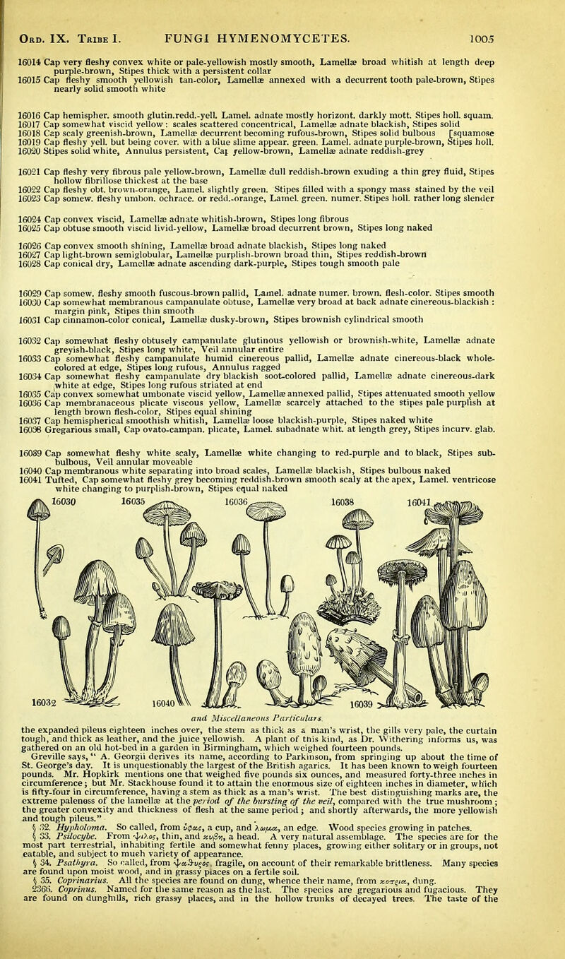 16014 Cap very fleshy convex white or pale-yellowish mostly smooth, Lamellae broad whitish at length deep purple-brown, Stipes thick with a persistent collar 16015 Cap fleshy smooth yellowish tan-color, Lamellae annexed with a decurrent tooth pale-brown, Stipes nearly solid smooth white 16016 Cap hemispher. smooth glutin.redd.-yell. Lamel. adnate mostly horizont. darkly mott. Stipes holl. squam. 16017 Cap somewhat viscid yellow : scales scattered concentrical, Lamellae adnate blackish, Stipes solid 16018 Cap scaly greenish-brown, Lamellae decurrent becoming rufous-brown, Stipes solid bulbous [squamose 16019 Cap fleshy yell, but being cover, with a blue slime appear, green. Lamel. adnate purple-brown, Stipes holl. 16020 Stipes solid white, Annulus persistent, Caj yellow-brown, Lamella; adnate reddish-grey 16021 Cap fleshy very fibrous pale yellow-brown, Lamella; dull reddish-brown exuding a thin grey fluid, Stipes hollow fibrillose thickest at the base 16022 Cap fleshy obt. brown-orange, Lamel. slightly green. Stipes filled with a spongy mass stained by the veil 16023 Cap somew. fleshy umbon. ochrace. or redd.-orange, Lamel. green, numer. Stipes holl. rather long slender 16024 Cap convex viscid, Lamellae adnate whitish-brown, Stipes long fibrous 16025 Cap obtuse smooth viscid livid-yellow, Lamella; broad decurrent brown, Stipes long naked 16026 Cap convex smooth shining, Lamellae broad adnate blackish, Stipes long naked 16027 Cap light-brown semiglobular, Lamellae purplish-brown broad thin, Stipes reddish-brown 16028 Cap conical dry, Lamellae adnate ascending dark-purple, Stipes tough smooth pale 16029 Cap somew. fleshy smooth fuscous-brown pallid, Lamel. adnate numer. brown, flesh-color. Stipes smooth 16030 Cap somewhat membranous campanulate obtuse, Lamellae very broad at back adnate cinereous-blackish : margin pink, Stipes thin smooth 16031 Cap cinnamon-color conical, Lamella; dusky-brown, Stipes brownish cylindrical smooth 16032 Cap somewhat fleshy obtusely campanulate glutinous yellowish or brownish-white, Lamella; adnate greyish-black, Stipes long white, Veil annular entire 16033 Cap somewhat fleshy campanulate humid cinereous pallid, Lamella; adnate cinereous-black whole- colored at edge, Stipes long rufous, Annulus ragged 16034 Cap somewhat fleshy campanulate dry blackish soot-colored pallid, Lamella; adnate cinereous-dark white at edge, Stipes long rufous striated at end 16035 Cap convex somewhat umbonate viscid yellow, Lamella; annexed pallid, Stipes attenuated smooth yellow 16036 Cap membranaceous plicate viscous yellow, Lamella; scarcely attached to the stipes pale purplish at length brown flesh-color, Stipes equal shining 16037 Cap hemispherical smoothish whitish, Lamella; loose blackish-purple, Stipes naked white 16036 Gregarious small, Cap ovato-campan. plicate, Lamel. subadnate whit, at length grey, Stipes incurv. glab. 16039 Cap somewhat fleshy white scaly, Lamellae white changing to red-purple and to black, Stipes sub- bulbous, Veil annular moveable 16040 Cap membranous white separating into broad scales, Lamellae blackish, Stipes bulbous naked 16041 Tufted, Cap somewhat fleshy grey becoming reddish-brown smooth scaly at the apex, Lamel. ventricose white changing to purplish-brown, Stipes equal naked and Miscellaneous Particulars. the expanded pileus eighteen inches over, the stem as thick as a man's wrist, the gills very pale, the curtain tough, and thick as leather, and the juice yellowish. A plant of this kind, as Dr. Withering informs us, was gathered on an old hot-bed in a garden in Birmingham, which weighed fourteen pounds. Greville says,  A. Georgii derives its name, according to Parkinson, from springing up about the time of St. George's day. It is unquestionably the largest of the British agarics. It has been known to weigh fourteen pounds. Mr. Hopkirk mentions one that weighed five pounds six ounces, and measured forty-three inches in circumference; but Mr. Stackhouse found it to attain the enormous size of eighteen inches in diameter, which is fifty-four in circumference, having a stem as thick as a man's wrist. The best distinguishing marks are, the extreme paleness of the lamella; at the period of the bursting of the veil, compared with the true mushroom ; the greater convexity and thickness of flesh at the same period; and shortly afterwards, the more yellowish and tough pileus. $ 32. Hypholoma. So called, from i<pa.;, a cup, and Xv/mz, an edge. Wood species growing in patches. { S3. Psilocybe. From ^>i>.cs, thin, and xvji-/i, a head. A very natural assemblage. The species are for the most part terrestrial, inhabiting fertile and somewhat fenny places, growing either solitary or in groups, not eatable, and subject to much variety of appearance. \ 34. Psathyra. So called, from ^aSi;!!, fragile, on account of their remarkable brittleness. Many species are found upon moist wood, and in grassy piaces on a fertile soil. tl 35. Coprinarius. All the species are found on dung, whence their name, from xor^ia, dung. 2366. Coprinus. Named for the same reason as the last. The species are gregarious and fugacious. They are found on dunghills, rich grassy places, and in the hollow trunks of decayed trees. The taste of the