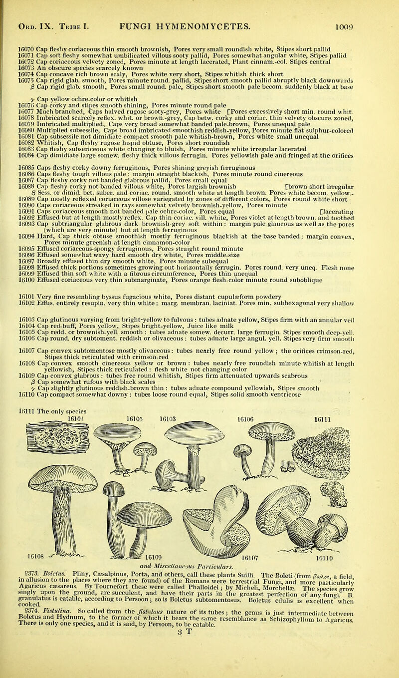 16070 Cap fleshy coriaceous thin smooth brownish, Pores very small roundish white, Stipes short pallid 16071 Cap soft fleshy somewhat umbilicated villous sooty pallid, Pores somewhat angular white, Stipes pallid 16072 Cap coriaceous velvety zoned, Pores minute at length lacerated, Plant cinnam.-col. Stipes central 16073 An obscure species scarcely known 16074 Cap concave rich brown scaly, Pores white very short, Stipes whitish thick short 16075 Cap rigid glab. smooth, Pores minute round, pallid, Stipes short smooth pallid abruptly black downwards £ Cap rigid glab. smooth, Pores small round, pale, Stipes short smooth pale becom. suddenly black at base y Cap yellow ochre-color or whitish 10076 Cap corky and stipes smooth shining, Pores minute round pale 16077 Much branched, Caps halved rugose sooty-grey, Pores white [Pores excessively short min. round whit. 16078 Imbricated scarcely reflex, whit, or brown.-grey, Cap betw. corky and corlac. thin velvety obscure, zoned, 16079 Imbricated multiplied, Caps very broad somewhat banded pale-brown, Pores unequal pale 16080 Multiplied subsessile, Caps broad imbricated smoothish reddish-yellow, Pores minute flat sulphur-colored 16081 Cap subsessile not dimidiate compact smooth pale whitish-brown, Pores white small unequal 16082 Whitish, Cap fleshy rugose hispid obtuse, Pores short roundish 16083 Cap fleshy subsericeous white changing to bluish, Pores minute white irregular lacerated 16084 Cap dimidiate large somevv. fleshy thick villous ferrugin. Pores yellowish pale and fringed at the orifices 16085 Caps fleshy corky downy ferruginous, Pores shining greyish ferruginous 16086 Caps fleshy tough villous pale : margin straight blackish, Pores minute round cinereous 160H7 Cap fleshy corky not banded glabrous pallid, Pores small equal 16088 Cap fleshy corky not banded villous white, Pores largish brownish [brown short irregular 8 Sess. or dimid. bet. suber. and coriac. round, smooth white at length brown. Pores white becom. yellow.- 16089 Cap mostly reflexed coriaceous villose variegated by zones of different colors, Pores round white short 16090 Caps coriaceous streaked in rays somewhat velvety brownish-yellow, Pores minute 16091 Caps coriaceous smooth not banded pale ochre-color, Pores equal [lacerating 16092 Effused hut at length mostly reflex. Cap thin coriae. vill. white, Pores violet at length brown, and toothed 16093 Cap subtriangular glabrous dark hrownisb-grey soft within : margin pale glaucous as well as the pores (which are very minute) but at length ferruginous 16094 Hard, Cap thick obtuse smoothish mostly ferruginous blackish at the base banded: margin convex, Pores minute greenish at length cinnamon-color 16095 Effused coriaceous-spongy ferruginous, Pores straight round minute 16096 Effused somewhat wavy hard smooth dry white, Pores middle-size 16097 Broadly effused thin dry smooth white, Pores minute subequal 16098 Effused thick portions sometimes growing out horizontally ferrugin. Pores round, very uneq. Flesh none 16099 Effused thin soft white with a fibrous circumference, Pores thin unequal 16100 Effused coriaceous very thin submarginate, Pores orange flesh-color minute round suboblique 16101 Very fine resembling byssus fugacious white, Pores distant cupula?form powdery 16102 Effus. entirely resupin. very thin white: marg. membran. laciniat. Pores min. subhexagonal very shallow 16103 Cap glutinous varying from bright-yellow to fulvous : tubes adnate yellow, Stipes firm with an annular veil 16104 Cap red-buffi Pores yellow, Stipes bright-yellow, Juice like milk 16105 Cap redd, or brownish-yell, smooth : tubes adnate somew. decurr. large ferrugin. Stipes smooth deep-yell. 16106 Cap round, dry subtoment. reddish or olivaceous : tubes adnate large angul. yell. Stipes very firm smooth 16107 Cap convex subtomentose mostly olivaceous: tubes nearly free round yellow ; the orifices crimson-red, Stipes thick reticulated with crimson-red 16108 Cap convex smooth cinereous yellow or brown : tubes nearly free roundish minute whitish at length yellowish, Stipes thick reticulated : flesh white not changing color 1G109 Cap convex glabrous : tubes free round whitish, Stipes firm attenuated upwards scabrous /3 Cap somewhat rufous with black scales y Cap slightly glutinous reddish-brown thin : tubes adnate compound yellowish, Stipes smooth 16110 Cap compact somewhat downy : tubes loose round equal, Stipes solid smooth ventricose 16111 The only species 16101 16108 16107 1G110 10109 and Miscellaneous Particulars. 2373. Boletus. Pliny, Ciesalpinus, Porta, and others, call these plants Suilli. The Boleti (from a field in allusion to the places where they are found) of the Romans were terrestrial Fungi, and more particularly Agaricus cassareus. By Tournefort these were called Phalloidei; by Micheli, Morchelte The species grow singly upon the ground, are succulent, and have their parts in the greatest perfection of any fungi B gianulatus is eatable, according to Persoon ; so is Boletus subtomentosus. Boletus edulis is excellent when COOKCCl. 2374. Fistulina. So called from the fistulous nature of its tubes; the genus is just intermediate between Boletus and Hydnum, to the former of which it bears the same resemblance as Schizophylhnn to iearicus 1 here is only one species, and it is said, by Persoon, to be eatable