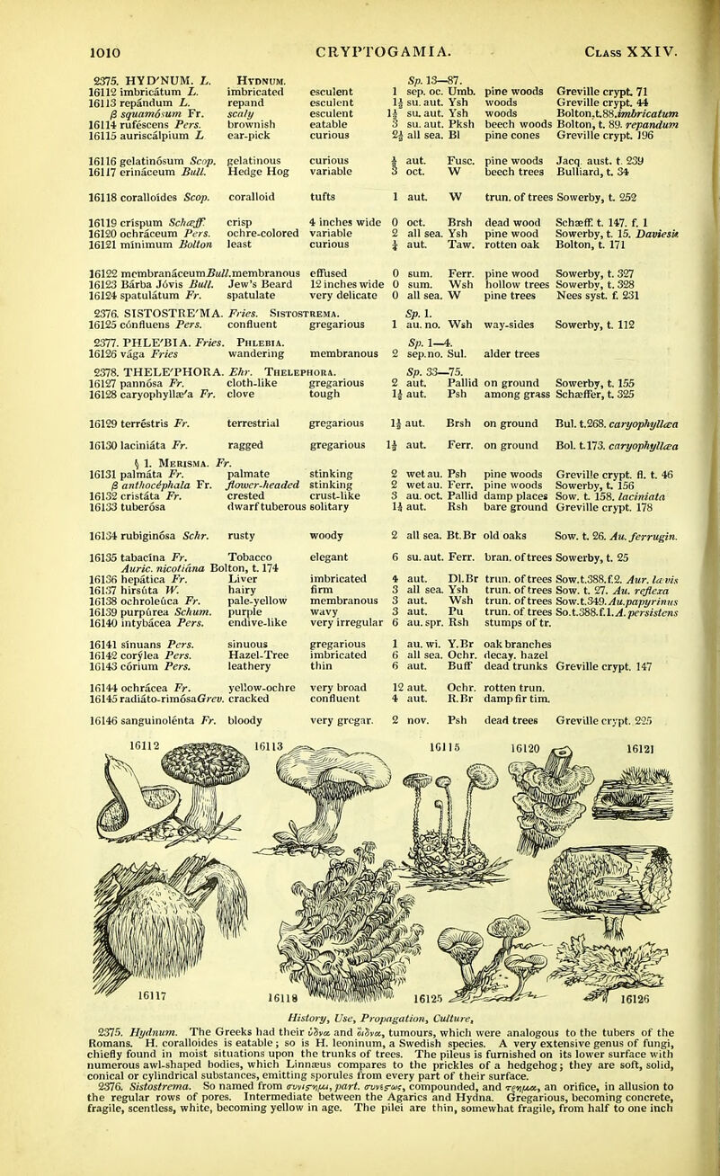 2375. HYD'NUM. L. 16112 imbricatum L. 16113 repandum L. /3 squamosum Fr. 16114 rufescens Pers. 16115 auriscalpium L 16116 gelatinosum Scop. 16117 erinaceum Bull. HVDNUM. imbricated repand scaly brownish ear-pick gelatinous Hedge Hog Sp. 13—87. 16118 coralloldes Scop. coralloid 16119 crispum Sch&ff. 16120 ochraceum Pers. 16121 minimum Bolton crisp ochre-colored least esculent 1 sep. oc. Umb. esculent U su. aut. Ysh esculent H su. aut. Ysh eatable 3 su. aut. Pksh curious 2± all sea. Bl curious A aut. Fuse. variable ! oct. W tufts i aut. W 4 inches wide 0 oct. Brsh variable 2 all sea. Ysh curious i aut. Taw. woods woods Greville crypt. 44 BoMonXSH.imbricatum pine cones Greville crypt. 196 pine woods Jacq. aust. t. 239 beech trees Bulliard, t. 34 trun. of trees Sowerby, t. 252 dead wood pine wood rotten oak Schaeff t. 147. f. 1 Sowerby, t. 15. Daviesk Bolton, t. 171 effused 0 sum. Ferr. 12 inches wide 0 sum. Wsh very delicate 0 all sea. W pine wood Sowerby, t. 327 hollow trees Sowerby, t. 328 pine trees Nees syst. f. 231 16122 mcmbranaceumS«//.membranous 16123 Barba Jovis Bull. Jew's Beard 16124 spatulatum Fr. spatulate 2376. SISTOSTRE'MA. Fries. Sistostrema. 16125 c6nfluens Pers. confluent gregarious 2377. PHLE'BIA. Fries. Phlebia. 16126 vaga Fries wandering 2378. THELE'PHORA. Ehr. Thelephora. 16127 pannosa Fr. cloth-like gregarious 16128 caryophylte'a Fr. clove tough Sp. 1. 1 au. no. Wsh way-sides Sowerby, t. 112 Sp. 33—75. 2 aut. Pallid on ground Sowerby, 1.155 1| aut. Psh among grass Scheeffer, t 325 Sp. 1—4. membranous 2 sep.no. Sul. alder trees 16129 terrestris Fr. 16130 laciniata Fr. $ 1. Merisma. 16131 palmata Fr. (i anthoc6phala Fr. 16132 cristata Fr. 16133 tuberosa ragged Fr. palmate flower-headed crested gregarious 1| aut. Brsh on ground gregarious 1J aut. Ferr. on ground stinking stinking crust-like dwarf tuberous solitary Bui. t.268. caryophylUea Bol. tl73. caryophyll&a 2 wet au. Psh pine woods 2 wetau. Ferr. pine woods 3 au. oct. Pallid damp places Sow. t. 158. laciniata 1J aut. Ksh bare ground Greville crypt 178 Greville crypt, fl. t. 46 Sowerby, t. 156 16134 rubiginosa Sclir. rusty 16135 tabacina Fr. Tobacco Auric, nicotidna Bolton, 1.174 nc I — L\. T ;„„.. 16136 hepatica Fr. 16137 hirstita W. 16138 ochroleGca Fr. 16139 purpirea Schum. 16140 intybacea Pers. 16141 sinuans Pers. 16142 corylea Pers. 10143 corium Pers. Liver hairy pale-yellow purple endive-like sinuous Hazel-Tree leathery 16144 ochracea Fr. yellow-ochre 16145 radiato-rimosaGj'ev. cracked 16146 sanguinolenta Fr. bloody woody elegant imbricated firm membranous wavy very irregular gregarious imbricated thin very broad confluent 2 all sea. Bt. Br old oaks 6 su. aut. Ferr. bran, of trees 4 aut. 3 all sea. 3 aut. 3 aut. 6 au. spr. 1 au. wi. 6 all sea. 6 aut. 12 aut. 4 aut. Dl.Br Ysh Wsh Pu Rsh Y.Br Ochr. Buff Ochr. R.Br Sow. t. 26. Au. ferrugin. Sowerby, t. 25 Sow.t.388.f.2. Aur. lu vis Sow. t. 27. Au. reflcxa Sow. t.349. Au.papyrinus So.t.388.f.l. A. persistens trun. of trees trun. of trees trun. of trees trun. of trees stumps of tr. oak branches decay, hazel dead trunks Greville crypt. 147 rotten trun. damp fir tim. very grcgar. 2 nov. Psh dead trees Greville crypt. 225 History, Use, Propagation, Culture, 2375. Hydnum. The Greeks had their Cdv& and c<5v«, tumours, which were analogous to the tubers of the Romans. H. coralloides is eatable ; so is H. leoninum, a Swedish species. A very extensive genus of fungi, chiefly found in moist situations upon the trunks of trees. The pileus is furnished on its lower surface with numerous awl-shaped bodies, which Linnasus compares to the prickles of a hedgehog; they are soft, solid, conical or cylindrical substances, emitting sporules from every part of their surface. 2376. Sistostrema. So named from cuns-^jju, part, trmts-nn, compounded, and Tpi/Mi, an orifice, in allusion to the regular rows of pores. Intermediate between the Agarics and Hydna. Gregarious, becoming concrete, fragile, scentless, white, becoming yellow in age. The pilei are thin, somewhat fragile, from half to one inch