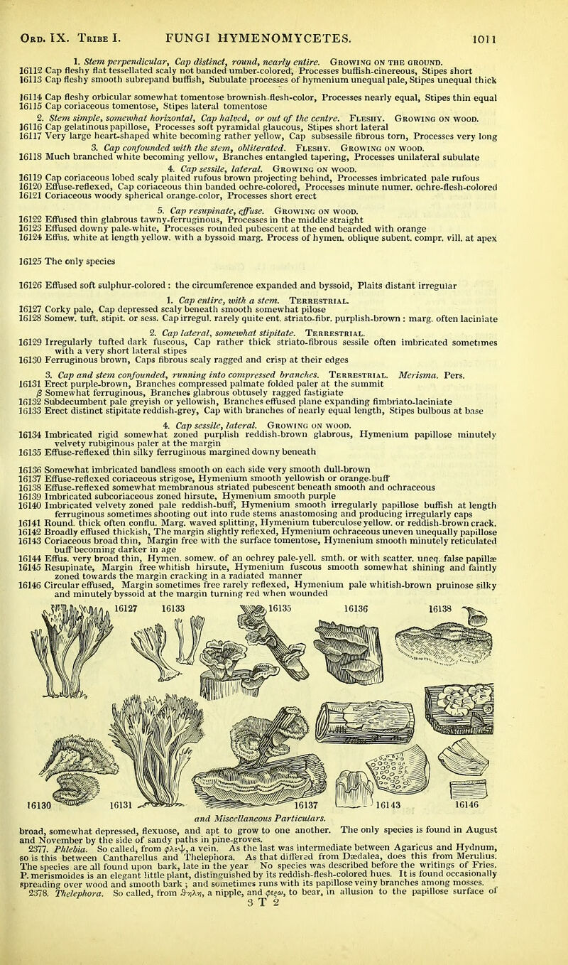 1. Stem perpendicular, Cap distinct, round, nearly entire. Growing on the ground. 16112 Cap fleshy flat tessellated scaly not banded umber-colored, Processes huffish-cinereous, Stipes short 16113 Cap fleshy smooth subrepand bullish, Subulate processes of hymenium unequal pale, Stipes unequal thick 16114 Cap fleshy orbicular somewhat tomentose brownish-flesh-color, Processes nearly equal, Stipes thin equal 16115 Cap coriaceous tomentose, Stipes lateral tomentose 2. Stem simple, somewhat horizontal, Cap halved, or out of the centre. Fleshy. Growing on wood. 16116 Cap gelatinous papillose, Processes soft pyramidal glaucous, Stipes short lateral 16117 Very large heart-shaped white becoming rather yellow, Cap subsessile fibrous torn, Processes very long 3. Cap confounded with the stem, obliterated. Fleshy. Growing on wood. 16118 Much branched white becoming yellow, Branches entangled tapering, Processes unilateral subulate 4. Cap sessile, lateral. Growing on wood. 16119 Cap coriaceous lobed scaly plaited rufous brown projecting behind, Processes imbricated pale rufous 16120 EfFuse-reflexed, Cap coriaceous thin banded ochre-colored, Processes minute numer. ochre-flesh-colored 16121 Coriaceous woody spherical orange-color, Processes short erect 5. Cap resupinate, effuse. Growing on wood. 16122 Effused thin glabrous tawny-ferruginous, Processes in the middle straight 16123 Effused downy pale-white, Processes rounded pubescent at the end bearded with orange 16124 Effus. white at length yellow, with a byssoid marg. Process of hymen, oblique subent. compr. rill, at apex 16125 The only species 16126 Effused soft sulphur-colored : the circumference expanded and byssoid, Plaits distant irregular 1. Cap entire, with a stem. Terrestrial. 16127 Corky pale, Cap depressed scaly beneath smooth somewhat pilose 16128 Somew. tuft, stipit. or sess. Capirregul. rarely quite ent. striato-fibr. purplish-brown : marg. often laciniate 2. Cap lateral, somewhat stipitate. Terrestrial. 16129 Irregularly tufted dark fuscous, Cap rather thick striato-fibrous sessile often imbricated sometimes with a very short lateral stipes 16130 Ferruginous brown, Caps fibrous scaly ragged and crisp at their edges 3. Cap and stem confounded, running into compressed branches. Terrestrial. Merisma. Pers. 16131 Erect purple-brown, Branches compressed palmate folded paler at the summit {Z Somewhat ferruginous, Branches glabrous obtusely ragged fastigiate 16132 Subdecumbent pale greyish or yellowish, Branches effused plane expanding fimbriato-laciniate 16133 Erect distinct stipitate reddish-grey, Cap with branches of nearly equal length, Stipes bulbous at base 4. Cap sessile, lateral. Growing on wood. 16134 Imbricated rigid somewhat zoned purplish reddish-brown glabrous, Hymenium papillose minutely velvety rubiginous paler at the margin 16135 EfFuse-reflexed thin silky ferruginous margined downy beneath 16136 Somewhat imbricated bandless smooth on each side very smooth dull-brown 16137 Effuse-reflexed coriaceous strigose, Hymenium smooth yellowish or orange-buff 16138 EfFuse-reflexed somewhat membranous striated pubescent beneath smooth and ochraceous 16139 Imbricated subcoriaceous zoned hirsute, Hymenium smooth purple 16140 Imbricated velvety zoned pale reddish-buff, Hymenium smooth irregularly papillose buffish at length ferruginous sometimes snooting out into rude stems anastomosing and producing irregularly caps 16141 Round, thick often conflu. Marg. waved splitting, Hymenium tuberculoseyellow, or reddish-brown crack. 16142 Broadly effused thickish, The margin slightly reflexed, Hymenium ochraceous uneven unequally papillose 16143 Coriaceous broad thin, Margin free with the surface tomentose, Hymenium smooth minutely reticulated bufFbecoming darker in age 16144 Effus. very broad thin, Hymen, somew. of an ochrey pale-yell. smth. or with scatter, uneq. false papillae 16145 Besupinate, Margin free whitish hirsute, Hymenium fuscous smooth somewhat shining and faintly zoned towards the margin cracking in a radiated manner 16146 Circular effused, Margin sometimes free rarely reflexed, Hymenium pale whitish-brown pruinose silky and minutely byssoid at the margin turning red when wounded and Miscellaneous Particulars. broad, somewhat depressed, flexuose, and apt to grow to one another. The only species is found in August and November by the side of sandy paths in pine-groves. 2377. Phlebia. So called, from <p*.r^, a vein. As the last was intermediate between Agaricus and Hydnum, so is this between Cantharellus and Thelephora. As that differed from Dasdalea, does this from Merulius. The species are all found upon bark, late in the year. No species was described before the writings of Fries. P. merismoides is an elegant little plant, distinguished by its reddish-flesh-colored hues. It is found occasionally spreading over wood and smooth bark ; and sometimes runs with its papillose veiny branches among mosses. _ 2378. Thelephora. So called, from StjX*), a nipple, and <pteco, to bear, in allusion to the papillose surface ol 3 T 2