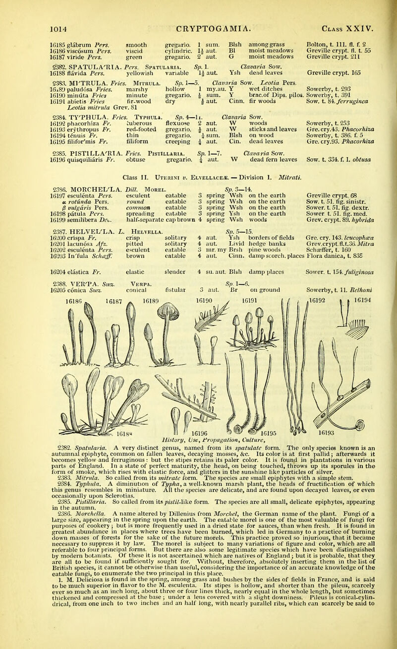16185 glabrum Pers. 16186 viscosum Pers. 16187 viride Pers. smooth viscid green gregario. 1 sum. cylindric. 1| aut. gregario. 2 aut. Blsh Bl G among grass moist meadows moist meadows 2382. SPATULA'RIA. Pers. Spatularia. 16188 flavida Pers. yellowish variable Sp. 1. li aut. Clavaria Sow. Ysh dead leaves Bolton, t. 111. fl. f. 2 Greville crypt, fl. t. 55 Greville crypt. 211 Greville crypt. 165 2383. Ml'TRULA. Fries. Mitrula. Sp. 1- 16i8'J paludosa Fries. marshy hollow 16190 minuta Fries minute gregario. 16191 abietis Fries fir-wood dry Leotia mitrula Grev. 81 i. Clavaria Sow. Leotia Pers. 1 my.au. Y wet ditches Sowerby, t. 293 sum. Y brac.of Dips, pilos. Sowerby, t. 391 | aut. Cinn. fir woods 2384. TY'PHULA. Fries. Typhula. Sp. 4— li. Clavaria Sow. 16192 phacorhiza Fr. tuberous flexuose 2 aut. W woods 16193 erythropus Fr. red-footed gregario. J aut. W sticks and leaves 16194 tenuis Fr. thin gregario. £ sum. Blsh on wood 16195 filifor'mis Fr. filiform creeping ± aut. Cin. dead leaves 2385. PISTILLA'RIA. Fries. Pistillaria. Sp. 1—7. 16196 quisquiliaris Fr. obtuse gregario. i aut. W Clavaria Sow. dead fern leaves Sow. t. 84. ferruginea Sowerby, t. 253 Gre. cry.43. Phacorhiza Sowerby, t. 386. f. 5 Gre. cry.93. Phacorhiza Sow. t. 334. f. 1. obtusa Class II. Uterini v. Elvellacei.— Division 1. Mitrati. 2386. MORCHEL'LA. 16197 esculenta Pers. cc rot&nda Pers. /3 vulgaris Pers. 16198 patula Pers. 16199 semilibera De<,. Dill. Morel. esculent eatable round eatable common eatable spreading eatable Sp. 3—14. 3 spring Wsh on the earth 3 spring Wsh on the earth 3 spring Wsh on the earth 3 spring Ysh on the earth half-separate cap brown 4 spring Wsh woods Greville crypt. 68 Sow. t. 51. fig. sinistr. Sower, t. 51. fig. dextr. Sower t. 51. fig. med. Grev. crypt. 89. hybrida 2387. HELVEL'LA. L. Helyella. 16200 crispa Fr. crisp solitary * 16201 laeunosa Afz. pitted solitary 4 lfi'202 esculenta Pers. esculent eatable 3 162U3 In'fula Schceff. brown eatable 4 Sp. 5—15. aut. Ysh borders of fields aut. Livid hedge banks mr. my Brsh pine woods aut. Cinn. damp scorch, places Flora danica, t. 835 Gre. cry. 143. leucophara Grev.crypt.fl.t.36. Mitra Schaeffer, t. 160 16204 elastica Fr. elastic slender 4 su. aut. Blsh damp places Sower. 1.154. fuliginosa 2388. VER'PA. Swz. Verpa. Sp 1—6. 16205 conica Svk. conical fistular 3 aut. Br on ground Sowerby, 1.11. Relhani History, Use, Propagation, Culture, 2382. Spatularia. A very distinct genus, named from its spatulate form. The only species known is an autumnal epiphyte, common on fallen leaves, decaying mosses, &c. Its color is at first pallid; afterwards it becomes yellow and ferruginous: but the stipes retains its paler color. It is found in plantations in various parts of England. In a state of perfect maturity, the head, on being touched, throws up its sporules in the form of smoke, which rises with elastic force, and glitters in the sunshine like particles of silver. 2383. Mitrula. So called from its mitrate form. The species are small epiphytes with a simple stem. 2384. Typhula. A diminution of Typha, a well-known marsh plant, the heads of fructification of which this genus resembles in miniature. All the species are delicate, and are found upon decayed leaves, or even occasionally upon Sclerotias. 2385. Pistillaria. So called from its pistil-like form. The species are all small, delicate epiphytes, appearing in the autumn. 2386. Morchella. A name altered by Dillenius from Morchel, the German name of the plant. Fungi of a large size, appearing in the spring upon the earth. The eatable morel is one of the most valuable of fungi for purposes of cookery ; but is more frequently used in a dried state for sauces, than when fresh. It is found in greatest abundance in places where trees have been burned, which led in Germany to a practice of burning down masses of forests for the sake of the future morels. This practice proved so injurious, that it became necessary to suppress it by law. The morel is subject to many variations of figure and color, which are all referable to four principal forms. But there are also some legitimate species which have been distinguished by modern botanists. Of these it is not ascertained which are natives of England ; but it is probable, that they are all to be found if sufficiently sought for. Without, therefore, absolutely inserting them in the list of British species, it cannot be otherwise than useful, considering the importance of an accurate knowledge of the eatable fungi, to enumerate the two principal in this place. 1. M. Deliciosa is found in the spring, among grass and bushes by the sides of fields in France, and is said to be much superior in flavor to the M. esculenta. Its stipes is hollow, and shorter than the pileus, scarcely ever so much as an inch long, about three or four lines thick, nearly equal in the whole length, but sometimes thickened and compressed at the base ; under a lens covered with a slight downiness. Pileus is conical-cylin- drical, from one inch to two inches and an half long, with nearly parallel ribs, which can scarcely be said to
