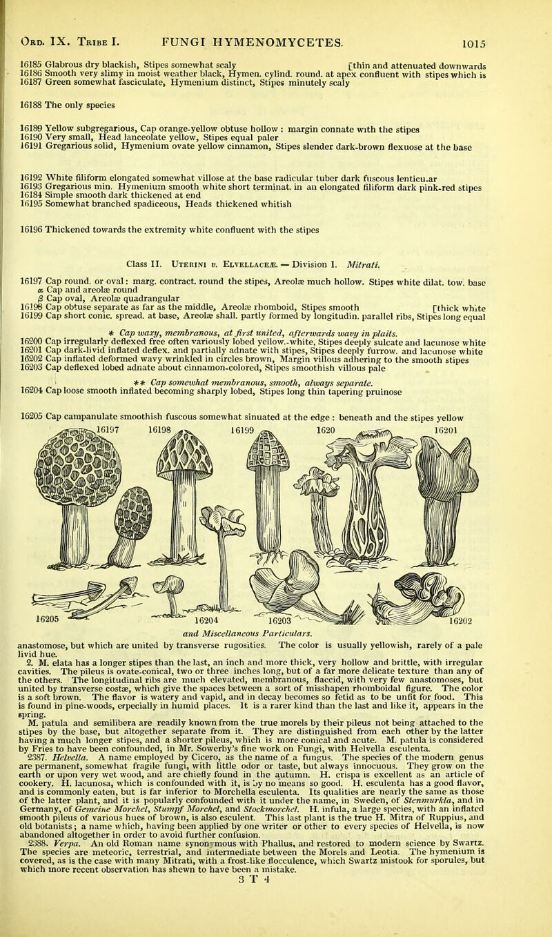 16185 Glabrous dry blackish, Stipes somewhat scaly [thin and attenuated downwards 16186 Smooth very slimy in moist weather black, Hymen, cylind. round, at apex confluent with stipes which is 16187 Green somewhat fasciculate, Hymenium distinct, Stipes minutely scaly 16188 The only species 16189 Yellow subgregarious, Cap orange-yellow obtuse hollow : margin connate with the stipes 16190 Very small, Head lanceolate yellow, Stipes equal paler 16191 Gregarious solid, Hymenium ovate yellow cinnamon, Stipes slender dark-brown flexuose at the base 16192 White filiform elongated somewhat villose at the base radicular tuber dark fuscous lenticu.ar 16193 Gregarious min. Hymenium smooth white short terminat. in an elongated filiform dark pink-red stipes 16181 Simple smooth dark thickened at end 16195 Somewhat branched spadiceous, Heads thickened whitish 16196 Thickened towards the extremity white confluent with the stipes Class II. Uterini v. Elvellacejj. — Division I. Mitraii. 16197 Cap round, or oval: marg. contract, round the stipes, Areola; much hollow. Stipes white dilat. tow. base a. Cap and areolae round /3 Cap oval, Areola; quadrangular 16198 Cap obtuse separate as far as the middle, Areola; rhomboid, Stipes smooth [thick white 16199 Cap short conic, spread, at base, Areolae shall, partly formed by longitudin. parallel ribs, Stipes long equal * Cap waxy, membranous, at first united, afterwards wavy in plaits. 16200 Cap irregularly deflexed free often variously lobed yellow-white, Stipes deeply sulcate and lacunose white 16201 Cap dark-livid inflated deflex. and partially adnate with stipes, Stipes deeply furrow, and lacunose white 16202 Cap inflated deformed wavy wrinkled in circles brown, Margin villous adhering to the smooth stipes 16203 Cap deflexed lobed adnate about cinnamon-colored, Stipes smoothish villous pale i ** Cap somewhat membranous, smooth, always separate. 16204 Cap loose smooth inflated becoming sharply lobed, Stipes long thin tapering pruinose 16205 Cap campanulate smoothish fuscous somewhat sinuated at the edge : beneath and the stipes yellow and Miscellaneous Particulars. anastomose, but which are united by transverse rugosities. The color is usually yellowish, rarely of a pale livid hue. 2. M. elata has a longer stipes than the last, an inch and more thick, very hollow and brittle, with irregular cavities. The pileus is ovate-conical, two or three inches long, but of a far more delicate texture than any of the others. The longitudinal ribs are much elevated, membranous, flaccid, with very few anastomoses, but united by transverse costae, which give the spaces between a sort of misshapen rhomboidal figure. The color is a soft brown. The flavor is watery and vapid, and in decay becomes so fetid as to be unfit for food. This is found in pine-woods, erpecially in humid places. It is a rarer kind than the last and like it, appears in the spring. M. patula and semilibera are readily known from the true morels by their pileus not being attached to the stipes by the base, but altogether separate from it. They are distinguished from each other by the latter having a much longer stipes, and a shorter pileus, which is more conical and acute. M. patula is considered by Fries to have been confounded, in Mr. Sowerby's fine work on Fungi, with Helvella esculenta. 2387. Helvella. A name employed by Cicero, as the name of a fungus. The species of the modern genus are permanent, somewhat fragile fungi, with little odor or taste, but always innocuous. They grow on the earth or upon very wet wood, and are chiefly found in the autumn. H. crispa is excellent as an article of cookery. H. lacunosa, which is confounded with it, is by no means so good. H. esculenta has a good flavor, and is commonly eaten, but is far inferior to Morchella esculenta. Its qualities are nearly the same as those of the latter plant, and it is popularly confounded with it under the name, in Sweden, of Stenmurhla, and in Germany, of Gemeine Morchel, Stump/ Morchel, and Stockmorchel. H. infula, a large species, with an inflated emooth pileus of various hues of brown, is also esculent. This last plant is the true H. Mitra of Ruppius, and old botanists; a name which, having been applied by one writer or other to every species of Helvella, is now abandoned altogether in order to avoid further confusion. 2388. Verpa. An old Roman name synonymous with Phallus, and restored to modern science by Swartz. The species are meteoric, terrestrial, and intermediate between the Morels and Leotia. The hymenium is covered, as is the case with many Mitrati, with a frost-like flocculence, which Swartz mistook for sporules, but which more recent observation has shewn to have been a mistake.