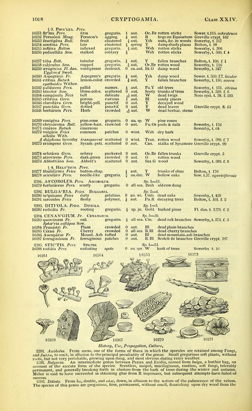 5 3. Phia'lea. Pers. 10251 fir'raa Pers. 16252 Persoonii Moug. 16253 fructigena Bull. 16254 serotina Pers. 16255 inflexa Bolton 16256 pedicellata Sow. firm Persoon's fruit late infiexed stalked gregarlo. aggreg. clustered clustered gregario. solitary 1 aut. | aut. i aut. i spring £ aut. Oc.Br rotten sticks R Ysh Y Wsh Wsh Sower, t.115. ochroleuca bogs on Equisetum Greville crypt. 162 nuts, &c. in woods Sowerby, 1117 damp shady places Bolton, t. rotten sticks rotten sticks Sowerby, t. 306 Sowerby, t. 369. f. 4 16257 16258 16259 16260 16261 16262 16263 16264 16265 16266 16267 16268 tuba Bolt. calyculus Sow. aeruginosa Fl. dan. Uggleved Swed. Aspegrenii Fr. citrina Batsclt cyathoidcs Wither, pallescens Pers. tricolor Sow. campanula Nees cribrosa Grev. claroflava Grev. punctata Grev. tierbarum Pers. tubular cupped verdigrease gregario. gregario. destruct. Aspegren's gregario. lemon-color, crowded pallid numer. three-color, scattered bell delicate porous curious bright-yell, punctif. dotted punctif. Herb crowded J aut. s aut. 0 su.aut. | aut. 4 aut. $ aut. 0 aut. if aut. 1 aut. 0 aut. 0 aut. A aut. Y fallen branches Bolton, t. 106. f. 1 Or.Br rotten wood Sowerby, t. 116 Bt. G damp wood Sowerby, t 347 Ysh Y damp wood fallen branches Pa.Y old trees Sooty trunks of trees W dead twigs Bl sandy places Y decayed wood Y dead leaves W dead herbac. stems Sower, t. 369. f.7. bicolor Sowerby, t. 150. aurea Sowerby, t. 151. citrina Sowerby, t. 369. f. 6 Nees syst. t. 38. f. 295 Greville crypt, fl. 63 16269 conigena Pers. pine-cone gregario. 16270 chrysocoma Bull, yellow-hair, crowded 16271 cinerea Batsch cinereous 16272 vulgaris Fries common patches albeUa With. /3 diaphana Sowerby transparent scattered 16273 erumpens Grev. Sycam.-peti. scattered 0 au. sp. W pine cones 0 aut. Fu.Or posts & rails 0 wint. Wsh dry bark 0 wint. 0 aut. Sowerby, t. 152 Sowerby, t. 64 Tran. rotten wood Sowerby, t. 389. f. 7 Caes. stalks of Sycamore Greville crypt. 99 16274 ochracea Grev. ochrey puckered 16275 atrovirens Pers. dark-green crowded 16276 Abbottiana Sow. Abbott's scattered § 4. Helo'tiuji. 16277 fibuliformis Fries 16278 acicularis Pers. Pers. button-shap. needle-like gregario. 2391. AS'COBOLUS. Pot. Ascobolus. 16279 furfuraceus Pers. scurfy gregario. 2392. BULGA'RIA. Fries. Bulgaria. 16280 in'quinans Fries dirty gelatino. 16281 sarcoides Fries fleshy polymor. 2393. DITI'OLA. Fries. Ditiola. 16282 radicata Fr. rooting gregario. 2394. CENAN'GIUM. Fr. Cenangium. 16283 quercinum Fr. oak Sphce'ria collapsa Sow. 16284 Prunastri Fr. 16285 Cerasi Fr. 16286 Aucuparise Fr. 16287 ferruginosum Fr. 2.395. STIC'TIS. Pers. 16288 radiata Pers. Plum Cherry Mount. Ash ferruginous gregario. crowded crowded tufted patches 0 aut. Oc.Br fallen trunks 0 aut. G rotten wood 0 aut. Sea G wood aut. Y au.dec. W trunks of elms hollow oaks Greville crypt. 5 Sowerby, t. 389. f. 8 Bolton, t. 176 Sow. t.57. agaricifonnis Sowerby, t. 428 Bolton, t. 101. f. 2 Fl. dan. t. 1378. f. 2 Sp. 1—11. all sea. Brsh old cow dung Sp. 2—6. ail. wi. Umb. dead oaks aut. Pu.R decaying trees Sp. 1—5. ap. jn. Gold, barked pines Sp. 5—30. all sea. Cin. dead oak branches Sowerby, t. 373. f. 3 aut. Bl dead plum branches all sea. RBI dead cherry branches aut. Bl dead mountain-ash branches aut. R.B1 Scotch fir branches Greville crypt. 197 Sp. 1—23. au. spr. W bark of trees Sowerby t. IP 16273 16239 16271 History, Use, Propagation, Culture, 2391. Ascobolus. From ascus, one of the forms of theca in which the sporules are retained among Fungi, and fixkkw, to emit, in allusion to the principal peculiarity of the genus. Small gregarious soft plants, without roots, but not very perishable, growing upon dung, and most obvious during rainy weather. 2392. Bulgaria. An intermediate genus between Peziza and Exidia, named from bulga, a leather bag, on account of the saccate form of the species. Scentless, insipid, mucilaginous, rootless, soft fungi, tolerably permanent, and generally breaking forth in clusters from the bark of trees during the winter and autumn. Miller is said to have succeeded in obtaining glue from B. inquinans, but subsequent attempts have failed of success. 2393. Ditiola. From Stz, double, and io\os, down, in allusion to the nature of the pubescence of the velum. The species of this genus are gregarious, firm, permanent, without smell, flourishing upon dry wood from the