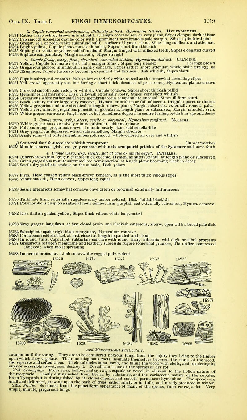 1. Cupule somewhat membranous, distinctly stalked, Hymenium distinct. Hymenoscyphe. 1C251 Rather large ochrey-brown infundibulif. at length concavo-rep. or very plane. Stipes elongat. dark at base 16252 Cap smooth urceolate orange-color with a prominent membranous pale margin, Stipes cylindrical pink 16253 Gregar. yell, or redd.-white subinfundibulif.: surface of hymen, plane, Stipes long subflexu. and attenuat. 16254 Bright-yellow, Cupule plano-convex thinnish, Stipes short firm thickish 16255 Stipit. glab. white or yellow, subinfundibulif. Margin fringed with inflexed teeth, Stipes elongated curved 16256 Stipitate campanulate, Margin smooth, Stipes straight 2. Cupule fleshy, waxy, firm, obconical, somewhat stalked, Hymenium distinct. Calycis^e. 16257 Yellow, Cupule turbinate : disk flat; margin tumid. Stipes long slender [orange-brown 16258 Gregarious globoso-infundibulif. slightly concave, Stipes rather short attenuat. whole plant ferrugin. o» 16259 iEruginose, Cupule turbinate becoming expanded and flexuose: disk whitish, Stipes short 16260 Cupule subrepand smooth : disk yellow exteriorly white as well as the somewhat ascending stipes 16261 YelL crowd, apparently sess. but having a short thick obconical stipes carnose, Hymenium plano-concave 16262 Crowded smooth pale-yellow or whitish, Cupule concave, Stipes short thickish pallid 16263 Hemispherical margined, Disk yellowish externally sooty, Stipes very short whitish 16264 Gregarious white rather small very membranaceous campanulate unequal, Stipes filiform short 16265 Black solitary rather large very concave, Hymen, cribriform or full of lacerat. irregular pores or sinuses 1626S Yellow gregarious minute obconical at length somew. plane, Margin raised obt. externally sornew. paler 16267 Yellow very minute gregarious punctiform globular at length plane or subconvex, Margin minutely cren. 16268 White gregar. carnose at length convex but sometimes depress, in centre turning reddish in age and decay 3. Cupule waxy, soft, watery, sessile or obconical, Hymenium confluent. Mollisia. 16269 White gregarious excessively minute orbicular subimmarginate 1627G Fulvous orange gregarious crowded minute nearly plane subtremella-like 16271 Grey gregarious depressed waved subtremellose, Margin obsolete 16272 Sessile somewhat tufted membranous soft smooth whole-colored all over and whitish j8 Scattered flattish-urceolate whitish transparent [in wet weather 16273 Minute ceraceous glab. sess. grey connate within the semiputrid petioles of the Sycamore and burst, forth 4. Cupule waxy, dry, sessile, fiat at base or innate edged. Patellea. 16274 Ochrey-brown min. gregar. carnose thick obconic. Hymen, minutely granul. at length plane or subconvex 16275 Green gregarious minute subtremellose hemispherical at length plane becoming black in decay 16276 Sessile dry patellate ca?sious on the outside, Disk yellow 16277 Firm, Head convex yellow black-brown beneath, as is the short thick villous stipes 16278 White smooth, Head convex, Stipes long equal 16279 Sessile gregarious somewhat concave olive-green or brownish externally furfuraceous 16280 Turbinate firm, externally rugulose scaly umber-colored, Disk flattish blackish 16281 Polymorphous ccespitose subgelatinous somew. firm purplish-red externally subvenose, Hymen, concave 16282 Disk flattish golden-yellow, Stipes thick villous white long-rooted 16283 Simp, gregar. long flexu. at first closed pruin. and blackish-cinereous, afterw. open with a broad pale disk 16284 Substipitate opake rigid black marginate, Hymenium concave 16285 Coriaceous reddish-black at first closed at length expanded and plane 16286 In round, tufts, Caps stipit. subturbin. concave with round, marg. intermix, with digit, or subul. processes 16287 Gregarious between membrane and leathery subsessile rugose somewhat pruinose, The orificecompressed inflexed: when moist spreading ; Immersed orbicular, Limb snow-white ragged pulverulent 16272 16270 1G277 16278 1B279 162801 16281 1G282 16283 16288 and Miscellaneous Particulars. autumn until the spring. They are to be considered noxious fungi from the injury they bring to the timber upon which they vegetate. Their mucilaginous roots insinuate themselves between the fibres of the wood and separate and soften them. Their tubercles burst forth, and filling the wood with clefts, and rendering its Ulterior accessible to wet, soon destroy it. D. radicata is one of the species of dry rot. 2394. Cenangium. From xaos, hollow, and u.yywv, a capsule or vessel, in allusion to the hollow nature of the receptacle. Chiefly distinguished from Pcziza by substance, and the coriaceous nature of the cupules From Tympanis it is distinguished by its closed cupules and smooth permanent hymenium. The species are small and deformed, growing upon the bark of trees, either singly or in tufts, and mostly produced in winter 2395. Stictis. So named from the punctiform appearance of many of the species, from s-iz-ms. a dot Very simple, minute, gregarious fungi.