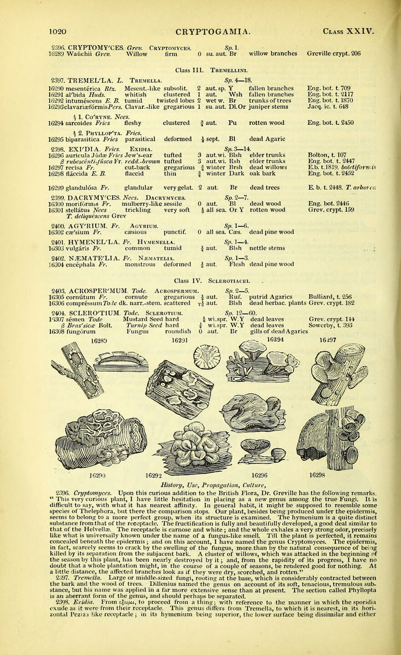 2396. CllYPTOMY'CES. Grev. Cryptomyces. Sp. 1. 16289 Wafichii Grev. Willow firm 0 su. aut. Br willow branches Grcville crypt. 206 Class III. Tremelmni. 2397. TREMEL'LA. L. Tremella. 16290 mesenterica Rtz. Mesent.-like subsolit. 2 16291 al'bida Huds. whitish clustered 1 lfi-292 intumescens E. B. tumid twisted lobes 2 16293clavaria;f6rmisP<?>-s. Clavar.-like gregarious 1 § 1. Co'ryne. Nees. 16294 sarcoides Fries fleshy clustered { Sp. 4—18. aut. sp. Y fallen branches aut. Wsh fallen branches wetw. Br trunks of trees su. aut. Dl.Or juniper stems aut. Pu rotten wood $ 2. Phyllop'ta. Fries. 16295 biparasitica Fries parasitical deformed \ sept. Bl dead Agaric 2398. EXI'DIA. Fries. Exidia. 16296 auricula Judas Fries Jew's-ear tufted 3 /? rubescenti-fHscaFr. redd.-brown tufted 3 16297 recisa Fr. cut-back gregarious ; 16298 flaccida E. B. flaccid thin f Sp.3—14. autwi. Blsh elder trunks autwi. Rsh elder trunks winter Brsh dead willows winter Dark oak bark 16299 glandulosa Fr. glandular very gelat. 2 aut. Br dead trees 2399. DACRYMY'CES. Nees. Dacrymyces. 16300 moriforims Fr. mulberry-like sessile 16301 stellatus Nees trickling very soft T. deliquescens Grev Sp. 2—7. 0 aut. Bl dead wood \ all sea. Or Y rotten wood 2400. AGY'RIUM. Fr. 16302 caesium Fr. ACYRIUM. caesious Sp. 1—6. punctif. 0 all sea. Ca;s. dead pine wood 2401. HYMENEL'LA. Fr. Hy.menella. 16303 vulgaris Fr. common tumid 2402. N^MATE'LIA. Fr. N,ematelia. 16304 encephala Fr. monstrous deformed Sp. 1—4. Blsh nettle stems Sp. 1—3. Flesh dead pine wood Eng. hot. t. 709 Eng.bot. t. 2117 Eng. bot. 1.1870 Jacq. ic. t. 648 Eng. bot. t. 2450 Bolton, t. 107 Eng. bot. t. 2447 E.b. t.1819. botetiforniis Eng. bot. t. 2452 E. b. t. 2448. T. arborec. Eng. bot. 2446 Grev. crypt. 159 Class IV. Acrospermum. SCLEROTIACEI. 2403. ACROSPEK'MUM. Tode. 16305 cornutum Fr. cornute gregarious 16306 compressum Tode dk. narr.-stem. scattered 2404. SCLERO'TIUM. Tode. Sclerotwm. i aut. ri aut. Sp. 2—5. Ruf. putrid Agarics Bulliard, t. 256 Blsh dead herbac. plants Grev. crypt. 182 16307 semen Tode 8 Bras''sicce Bolt. 16308 fungorum 16280 Mustard Seed hard Turnip Seed hard Fungus roundish 16291 Sp. 12—60. J wi.spr. W.Y dead leaves Grev. crypt. 144 t wi.spr. W.Y dead leaves Sowerby, t. 393 0 aut. Br gills of dead Agarics 16294 16i97 10290 1629 16296 16298 History, Use, Propagation, Culture, 2396. Cryptomyces. Upon this curious addition to the British Flora, Dr. Greville has the following remarks. *'This very curious plant, I have little hesitation in placing as a new genus among the true Fungi. It is difficult to say, with what it has nearest affinity. In general habit, it might be supposed to resemble some species of Thelephora, but there the comparison stops. Our plant, besides being produced under the epidermis, seems to belong to a more perfect group, when its structure is examined. The hymenium is a quite distinct substance from that of the receptacle. The fructification is fully and beautifully developed, a good deal similar to that of the Helvellee. The receptacle is camose and white; and the whole exhales a very strong odor, precisely like what is universally known under the name of a fungus-like smell. Till the plant is perfected, it remains concealed beneath the epidermis ; and on this account, I have named the genus Cryptomyces. The epidermis, in fact, scarcely seems to crack by the swelling of the fungus, more than by the natural consequence of being killed by its separation from the subjacent bark. A cluster of willows, which was attacked in the beginning of the season by this plant, has been nearly destroyed by it; and, from the rapidity of its progress, I have no doubt that a whole plantation might, in the course of a couple of seasons, be rendered good for nothing. At a little distance, the affected branches look as if they were dry, scorched, and rotten. 2397. Tremella. Large or middle-sized fungi, rooting at the base, which is considerably contracted between the bark and the wood of trees. Dillenius named the genus on account of its soft, tenacious, tremulous sub- stance, but his name was applied in a far more extensive sense than at present. The section called Phyllopta is an aberrant form of the genus, and should perhaps be separated. 2398. Exidia. From e|e;^.i, to proceed from a thing; with reference to the manner in which the sporidia exude as it were from their receptacle. This genus differs from Tremella, to which it is nearest, in its hori- zontal Pcziz.i like receptacle; in its hymenium being superior, the lower surface being dissimilar and cither