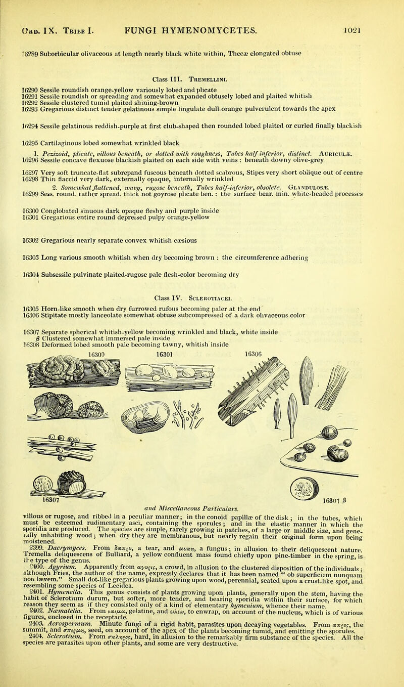 '8289 Suborbicular olivaceous at length nearly black white within, Theca; elongated obtuse Class III. Tremellini. 16290 Sessile roundish orange-yellow variously lobed and plicate 16291 Sessile roundish or spreading and somewhat expanded obtusely lobed and plaited whitish 16292 Sessile clustered tumid plaited shining-brown 16293 Gregarious distinct tender gelatinous simple Ungulate dull-orange pulverulent towards the apex 16294 Sessile gelatinous reddish-purple at first club-shaped then rounded lobed plaited or curled finally blackish 16295 Cartilaginous lobed somewhat wrinkled black 1. Pezizoid, plicate, villous beneath, or dotted with roughness, Tubes half inferior, distinct. Auriculae. 16296 Sessile concave flexuose blackish plaited on each side with veins : beneath downy olive-grey 16297 Very soft truncate-flat subrepand fuscous beneath dotted scabrous, Stipes very short obiique out of centre 16298 Thin flaccid very dark, externally opaque, internally wrinkled 2. Somewhat flattened, wavy, rugose beneath, Tubes half-inferior, obsolete. Glandulos-tc. 16299 Sess. round, lather spread, thick not goyrose plicate ben. : the surface bear. min. white-headed processes 16300 Conglobated sinuous dark opaque fleshy and purple inside 16301 Gregarious entire round depressed pulpy orange-yellow 16302 Gregarious nearly separate convex whitish ccesious 16303 Long various smooth whitish when dry becoming brown : the circumference adhering 16304 Subsessile pulvinate plaited-rugose pale flesh-color becoming dry ClaSS IV. SCLEltOTIACEI. 16305 Horn-like smooth when dry furrowed rufous becoming paler at the end 16306 Stipitate mostly lanceolate somewhat obtuse subcompressed of a dark olivaceous color 16307 Separate spherical whitish-yellow becoming wrinkled and black, white inside $ Clustered somewhat immersed pale inside !6308 Deformed lobed smooth pale becoming tawny, whitish inside and Miscellaneous Particulars. villous or rugose, and ribbed in a peculiar manner; in the conoid papilla? of the disk; in the tubes, which must be esteemed rudimentary asci, containing the sporules; and in the elastic manner in which the sporidia are produced. The species are simple, rarely growing in patches, of a large or middle size, and gene- lally inhabiting wood; when dry they are membranous, but nearly regain their original form upon being moistened. e 2399. Dacrymyces. From hay.^u, a tear, and flaxy, a fungus ; in allusion to their deliquescent nature Tremella deliquescens of Bulliard, a yellow confluent mass found chiefly upon pine-timber in the spring is the type of the genus. 2*00. Aeyrium. Apparently from ayueis, a crowd, in allusion to the clustered disposition of the individuals • although Fries, the author of the name, expressly declares that it has been named  ob superficiem nunquain non laevem. Small dot-like gregarious plants growing upon wood, perennial, seated upon a crust-like spot and resembling some species of Lecidea. 2401. Hymenella. This genus consists of plants growing upon plants, generally upon the stem, having the habit of Sclerotium durum, but softer, more tender, and bearing sporidia within their surface, for which reason they seem as if they consisted only of a kind of elementary hymenium, whence their name.' 2402. Na;?natelia. From mifut, gelatine, and siAsai, to enwrap, on account of the nucleus, which is of various figures, enclosed in the receptacle. 2403. Acrospermum. Minute fungi of j rigid habit, parasites upon decaying vegetables. From axeos, the summit, and <m%w, seed, on account of the apex of the plants becoming tumid, and emitting the sporules. 2404. Sclerotium. From trx)^o;, hard, in allusion to the remarkably firm substance of the species. All the species are parasites upon other plants, and some are very destructive.