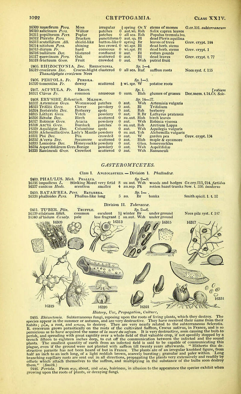 16309 musc6rum Pers. Moss irregular a spring Or.Y 6tems of mosses G.cr.101. subterraneum 16310 salicinum Pers. Willow patches 0 autwi. Rsh Salix caprea leaves 16311 populneum Pers. Poplar patches 0 all sea. Rsh Populus tremula lvs. 16312 Pteridis Pers. Bracken punctiformO autsp. Bl dead Pteris aquilina 16313 scutellatum Alb. shield-like button-like 0 spring Br leaves of trees Grev. crypt 144 16314 nitidum Pers. shining less crowd. 0 wi.spr. Bl dead herb, stems 16315 durum Fr. hard corneous 0 wi.spr. Bl dead herb, stems Grev. crypt. 1 16316 bullatum Dec. blistered confluent 0 aut. Bl rotten gourds 16317 quercinum Pers. Oak scattered 0 aut. Bl dead leaves Grev. crypt, t. 77 16318 fructuum Grev. Fruit crowded 0 aut Wsh putrid fruit 2405. RHIZOCTO'NIA. Dec. Rhizoctonia. Sp. l^t. 16319 crocorum Dec. Crocus-blight clustered 0 all sea. Ruf. saffron roots Thanat6phyta crocorum Nees 2406. PEKI'OLA. Fr. 16320 tomentosa Fr. Periola. downy scattered 2407. ACl'NULA. Fr. Ergot. 16321 Clavus Fr. common nauseou: 2408. ERY'SIBE. Rebentisch. Mildew. 16322 Artemisia! Grev. Wormwood patches Sp. 1—3. J wi. spr. W potatoe roots Sp. I. 0 sum. Blsh glumes of grasses Nees syst f. 135 \rotium Dec.mem. t.l4.f.8. Scle- 16323 Trifolii Grev. 16324 Berberidis Dec. 16325 Lathyri Grev. 16326 Betulse Dec. 16327 Robinia; Grev. 15328 Arc'tii Grev. 15329 Aquilegia; Dec. Clover Berberry Vetch Birch Acacia Burdock Columbine pci'dery spots powdery scattered powdery patches spots 16330 Alchemilla/Gmi. Lady's Mantle powdery 15331 Pisi Dec. Pea crowded 16332 A'ceris Dec. Sycamore scattered 16333 Lonicera? Dec. Honeysuckle powdery 16334 Asperifoliarum Grev. Borage powdery 16335 Ranunculi Grev. Crowfoot scattered 0 aut 0 aut. 0 aut 0 aut 0 su.aut 0 aut. 0 su.aut, 0 aut 0 su. aut 0 aut. 0 aut. 0 aut. 0 aut 0 aut. Sp. 14—37. Wsh Artemisia vulgaris Bl Tri folium Rsh berberry R.Br Lathyrus pratensis Blsh birch leaves Wsh Robinia viscosa Rsh Arctium Lappa Wsh Aquilegia vulgaris . Ysh Alchemilla vulgaris W garden pea Grev. crypt. 134 Blsh maple & sycamore Glau. honeysuckles Wsh Asperifolia? Wsh Ranunculi G ASTER OMYCE TES. Class I. Angiogastres. — Division 1. Phalloidcee. 2409. PHAL'LUS. Mich. Phallus. Sp. 2—9. 16336 impudicus L. Stinking Morel very fetid 8 su aut. Wsh woods and hedges Gr.cry.213, lib. fcetuhit 16337 caninus Huds. scentless smaller 4 au.sep. Pk rotten hazel trunks Sow. t. 330. inodorus 2410. BATAR'REA. Pers. Batarrea. Sp. 1— . 1633S phalloides Pers. Phallus-like long 3 au. Br banks Smith spicil. 1. 1.12 Division II. Tuberacece. 2411. TU'BER. Plin. Truffle. Sp. 2—6. 16339 cibarium Sibth. common esculent \\ winter Br underground Nees pilz syst. f. 147 1(1340 al'bidum Carsalp. pale less fragrant § su.aut. Wsh underground 2405. Rhizoctonia. Subterraneous fungi, reposing upon the roots of living plants, which they destroy. The species appear in the summer or autumn, and are very destructive. They have received their name from their habits; a root, and xrtnu, to destroy. They are very nearly related to the subterraneous Sclerotia. R. crocorum grows parasitically on the roots of the cultivated Saffron, Crocus sativus, in France, and is so pernicious as to have acquired the name of la mort du safran. It is very destructive, soon causing the bulb to perish, and spreading with great rapidity over a whole field of that valuable crop, if not speedily stopped by a trench fifteen to eighteen inches deep, to cut off the communication between the infected and the sound plants. The smallest quantity of earth from an infected field is said to be capable of communicating this plague, even if the ground were not planted with saffron till twenty years afterwards.  Hitherto this de. structive parasite has not been heard of but in France. The plants are of an irregular knobbed figure, from half an inch to an inch long, of a light reddish brown, scarcely bursting; granular and paler within. Long branching capillary roots are sent out in all directions, propagating the plants very extensively and readily by offsets which attach themselves to the saffron, and multiplying in the substance of the bulbs soon destroy them. (Smith.) . 2446. Periola. From jrsji, about, and toko;, hairiness, in allusion to the appearance the species exhibit wnen growing upon the roots of plants, or decaying fungi