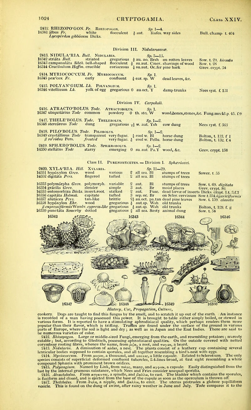 2412. RHIZOPO'GON. Fr. Riiizopouon. Sp. 1—4. 16341 albus Fr. white liocculent § aut llufes. way skies Lycopirdon gibbdsum Dicks. Bull, champ t. 401 Division III Nidularia. gregarious Nidulanaceie. 2413. NIDULA'RIA. Bull. 16342 striata Bull. striated 16343 campanulata Sibt/i. bell-shaped flocculent 16314 Crucibulum Hoffm. crucible coriaceous 2414. MYRIOCOC'CUM. Fr. Myriococcum. 16345 prae'cox Fr. early confluent 2415. POLYAN'GIUM. Lie. Polyancium. Sp. 1. 16346 vitellinum Lie. yolk of egg gregarious 0 au.oct. Y Sp. 3—13. J au. no. Brsh on rotten leaves | su.aut. Ciner. shavings of wood i su.aut. Oc.fer pine bark Sp. 1. \ ear. sp. W dead leaves, &c. damp trunks Sow. t. 29. hirsuta Sow. t 28 Grev. crypt. 34 Nees syst. f. 131 2416. ATRACTO'BOLUS. Tode. 16347 ubiquitarius Tode common Division IV. Carpoboli. Atractobohis. Sp. 1. powdery 0 th. sto. W wood,boncs,stones,&c. Fung.meckl.p. 45 f.9 2417. THELE'BOLUS. Tode. 16348 stercoreus Tode dung Tiielebolus. Sp. 1 2. gregarious T| w. aut. Ysh cow dung 2418. PILO'BOLUS. Tode. Pilobouis. 16349 crystallinus Tode transparent very fugac. /? ro'ridus Pers. frosted very fugac. 2419. SPH«RO'BOLUS. Tode. 16350 stellatus Tode starry SPH^ROBOLUS. emerging Sp. 1—2. cool w. Bl horse dung cool w. Pellu. horse dung Sp. 1—2. 0 su.aut Pa.Y wood, &c. Nees syst. f. 363 Bolton, t. 133. f 1 Bolton, t. 132. f.4 Grev. crypt. 158 Class II. Pyreno.mycetes. — Division 1. Sphceriacei. 2420. XYLA'RIA. Hill. Xylauia. 16351 hypoxylon Grev. wood 16352 digitata Pers. fingered 16353 polymorpha Grev. polymorph. 16354 gracilis Grev. slender 16355 entomorhiza Dicks, insect-root. 16356 capitata Holmsk. capitate 16357 alutacea Pers. tan-like 16358 hypoxylon Ehr. wood (i cupressifdrmisViloodv. cypress-likt 16359 punctata Sowerby dotted 16342 J$-fimn& Sp. 11—29. various 2 all sea. Bl stumps of trees tufted 2 all sea. Bl stumps of trees variable 2 simple 3 stalked 2 tufted 3 brittle 2| gregarious \ gregarious \ gregarious f aut. aut. Bl Br stumps of trees moist places Sower, t. 55 Sow. t. 69. digitata Grev. crypt. 86 aut. Fuse, dead larva; of insects Dicks, crypt, l.t. 3.f.3 sep. oc. Br on Sclor. cervinum XSZA.agariciformis au.oct. pa.tan dead pine leaves Sow. t. 159. clavata aut.sp. Wsh old trunks aut.sp. Wsh old trunks Bolton, t. 129. f. g all sea. Sooty animal dung Sow. t. 54 16343 16344 16346 163S0 History, Use, Propagation, Culture, cookery. Dogs are taught to find this fungus by the smell, and to scratch it up out of the earth. An instance is recorded of a man having possessed this power. It is brought to table either simply boiled, or stewed in various forms. It is reported to have a stimulating aphrodisiacal quality, which perhaps renders them more popular than their flavor, which is trifling. Truffles are found under the surface of the ground in various parts of Europe, where the soil is light and dry ; as well as in Japan and the East Indies. There are said to be numerous varieties of color. 2412. Rhizopogon. Large or middle-sized Fungi, emerging from the earth, and resembling potatoes ; scarcely eatable; but, according to Gleditsch, possessing aphrodisiacal qualities. On the outside covered with netted corymbose rooting fibres, whence the name, from piia, a root, and Tuym, a beard. 2413. Nidularia. A diminution of nidus, a nest. The plants consist of a leathery cup containing several lenticular bodies supposed to contain sporules, and all together resembling a bird's-nest with eggs. 2414. Myriococcum. From fvj£icg, a thousand, and xaxxos, a little capsule. Related to Sclerotium. The only species consists of superficial deformed confluent tubercles, 2-4-lines broad, at first sight resembling a white compound Sphaeria with prominent brown orifices. 2415. Polyangium. Named by Link, from roXu;, many, and ccyyiov, a capsule. Easily distinguished from the last by the internal grumous substance, which Nees and Fries consider unequal sporidia. 2416. Atractobolus. From arexrcTos, a spindle, and fia.\Xu, to cast. The bladder which contains the sporules, is fusiform and closed, and is ejected from the base of the cupule as soon as the operculum is thrown ofl! 2417. Thelebolus. From Sb)A,«|, a nipple, and Bx.>.\a, to emit. The uterus protrudes a globose papilliform vesicle. This is found on the dung of swine, after rainy weather in June and July. Tode compares it to the