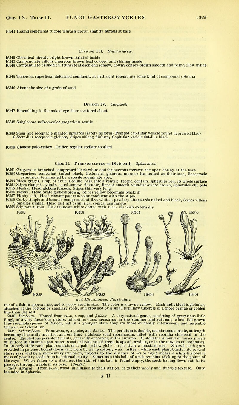 16341 Round somewhat rugose whitish-brown slightly fibrous at base Division III. Nidulariaccts. 16342 Obconical hirsute bright-brown striated inside 16343 Campanulate villous cinereous-brown lead-colored and shining inside 16344 Campanulate-cylindrical truncate at each endsomew. downy ochrey-brown smooth and pale-yellow inside 16345 Tubercles superficial deformed confluent, at first sight resembling some kind of compound sphceria 16346 About the size of a grain of sand Division IV. Carpobolt. 16347 Resembling to the naked eye flour scattered about 16348 Subglobose saffron-color gregarious sessile 16349 Stem-like receptacle inflated upwards (rarely filiform) Pointed capitular vesicle round depressed black 0 Stem-like receptacle globose, Stipes oblong filiform, Capitular vesicle dot-like black 16350 Globose pale-yellow, Orifice regular stellate toothed Class II. Pyrenomycetes. — Division I. Sphteriacci. 16351 Gregarious branched compressed black white and farinaceous towards the apex downy at the base 16352 Gregarious somewhat tufted black, Peduncles glabrous more or less united at their base, Receptacle cylindrical terminated by a sterile acuminate apex 16353 Black gregar. simp, or divid. Pedunc. pass, into a ventric. recept. contain, spherules ben. its whole surface 16354 Stipes elongat. cylindr. equal somew. flexuose, Recept. smooth roundish-ovate brown, Spherules obL pale 16355 Fleshy, Head globose fuscous, Stipes thin very long 16356 Fleshy, Head ovate globose brown, Stipes yellow becoming blackish 16357 Fleshy soft, Head clavate pale tan-color confluent with the stipes 16358 Corky simple and branch, compressed at first whitish powdery afterwards naked and black, Stipes villous ,3 Smaller simple, Head distinct cylindrical conical acuminate 16359 Stipitate turbin. Disk truncate white dotted with black blackish externally and Miscellaneous Particulars. roe of a fish in appearance, and to poppy-seed in size. The color is a tawny yellow. Each individual is globular, attached at the bottom by capillary roots, and crowned by a small papillary tubercle of a more orange or golden hue than the rest. 2418. Pilobolus. Named from *n>.«?, a cap, and $aXku. A very natural genus, consisting of gregarious little fungi, of a very fugacious nature, inhabiting dung, appearing in the summer and autumn ; when full grown they resemble species of Mucor, but in a younger state they are more evidently interwoven, and resemble Spha?ria or Sclerotium. 2419. Sphterobolus. From <rQcci%cc, a globe, and fiaXXm. The peridium is double, membranous inside, at length becoming elastically inverted, and emitting a globose solid sporangium, filled with sporidia clustered in the centre. Epiphytous persistent plants, generally appearing in the autumn. S. stellatus is found in various parts of Europe in autumn upon rotten wood or branches of trees, heaps of sawdust, or in the tan-pits of hothouses. In an early state each plant consists of a pale yellow globe larger than a mustard seed. Several such grow crowded in patches, bound down as it were by a fine cottony web. After a while each plant bursts into several starry rays, and by a momentary explosion, projects to the distance of six or eight inches a whitish globular mass of powdery seeds from its internal cavity. Sometimes this ball of seeds remains sticking to the points of the rays. When fallen to a distance, the skin of this ball is found empty, the seeds having flown out. in its passage, through a hole in its base. (Smith.) VAX). Xylaria. From |oXo», wood, in allusion to their station, or to their woody and durable texture. Once included in Sphsria. 3 U