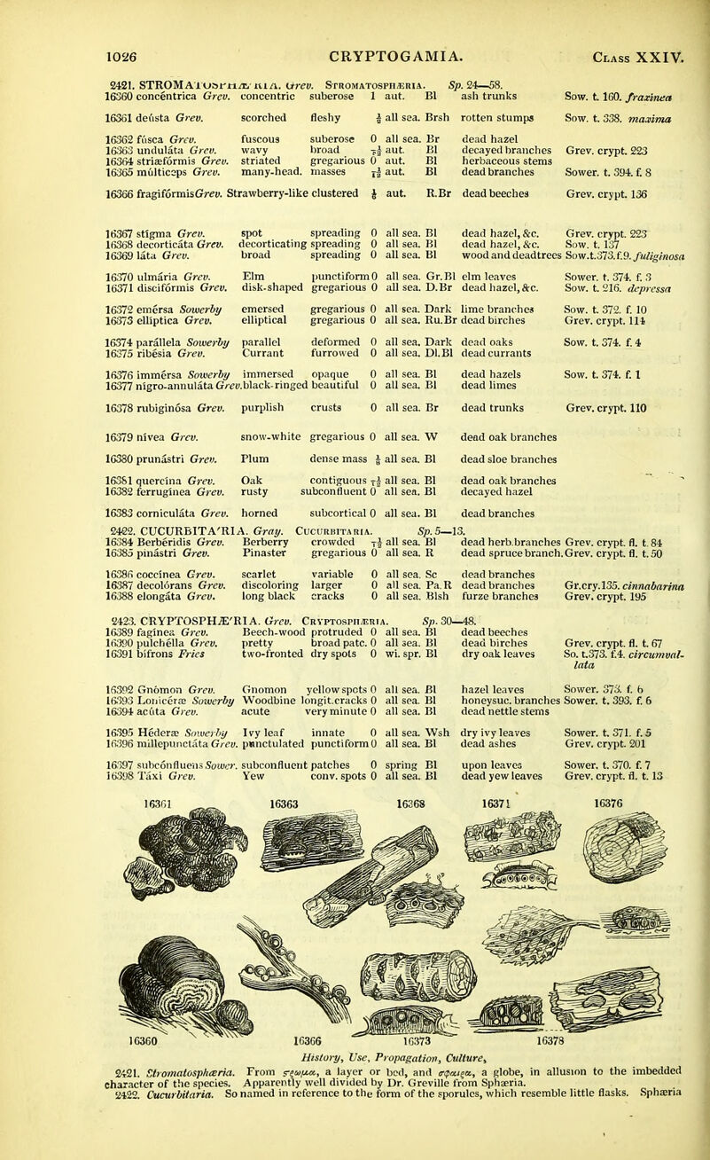 2421. STROMAluat-fiiT, tu/i. urev. Stromatosph^ria. Sp. 24—58. 16360 concentrica Grev. concentric suberose 1 aut. Bl ash trunks 16361 dedsta Grev. scorched fuscous fleshy | all sea. Brsh rotten stumps 16362 ftisca Grev. fuscous suberose 0 all sea. Br dead hazel 16363 undulata Grev. wavy broad -k| aut. Bl decayed brandies 16364 striasformis Grev. striated gregarious 0 aut. Bl herbaceous stems 16365 multiceps Grev. many-head, masses ri aut. Bl dead branches 16366 fragiformisGrev. Strawberry-like clustered J aut. R.Br dead beeches Sow. 1.160. fraxinea Sow. t. 338. maxima Grev. crypt. 223 Sower, t. 394. f. 8 Grev. crypt. 136 16367 stigma Grev. spot spreading 0 16368 decorticata Grev. decorticating spreading 0 16369 lata Grev. broad spreading 0 16370 ulmaria Grev. Elm punctiformO 16371 disciformis Grev. disk-shaped gregarious 0 16372 emersa Sowerby 16373 elliptica Grev. emersed elliptical 16374 parallela Sowerby parallel 16375 ribesia Grev. Currant gregarious 0 gregarious 0 deformed 0 furrowed 0 all sea. all sea. all sea. all sea. all sea. all sea. all sea. all sea. all sea. all sea. all sea. dead hazel, &c. dead hazel, &c. Grev. crypt. Sow. t. 137 wood and deadtrees Sow.t.373.f.9. fuliglnosa Gr.Bl elm leaves D.Br dead hazel,&c. Dark lime branches Ru.Br dead birches Dark dead oaks D1.B1 dead currants 16376 immcrsa Sowerby immersed opaque 0 16377 nigro-annulata GVeo.black-ringed beautiful 0 16378 rubiginosa Grev. purplish crusts 0 all sea. Br dead trunks dead hazels dead limes Sower, t. 374. f. 3 Sow. t. 216. dcpressa Sow. t. 372. f. 10 Grev. crypt. Ill Sow. t. 374. f. 4 Sow. t. 374. f. 1 Grev, crypt. 110 16379 nivea Grev. snow-white gregarious 0 all sea. W dead oak branches dense mass i all sea. Bl dead sloe branches contiguous t2 all sea. Bl subconfluent 0 all sea. Bl dead oak branches decayed hazel subcortical 0 all sea. Bl dead branches 16380 prunastri Grev. Plum 163S1 quercina Grev. Oak 16382 ferruginea Grev. rusty 16383 corniculata Grev. horned 2422. CUCURBITA'RIA. Gray. Cucurmtaria. Sp.5—13. 16384 Berberidis Grev. Berberry crowded TJ all sea. Bl dead herb.branches Grev. crypt, fl. t. 84 16385 pinastri Grev. Pinaster gregarious 0 all sea. R dead spruce branch. Grev. crypt, fl. t. 50 16386 coccinea Grev. scarlet variable 0 all sea. Sc dead branches 16387 decol6rans Grev. discoloring larger 0 all sea. Pa. R dead branches Gr.cry.135. cinnabarjna 16388 elongata Grev. long black cracks 0 all sea. Blsh furze branches Grev. crypt. 195 2423. CRYPTOSPH^'Rl A. Grev. Cryptospii/eria. Sp. 30—48. 16389 faginea Grev. Beech-wood protruded 0 all sea. Bl dead beeches 16390 pulchella Grev. pretty broad pate. 0 all sea. Bl dead birches 16391 bifrons Fries two-fronted dry spots 0 wi. spr. Bl dry oak leaves Grev. crypt, fl. t. 67 So. t.373. f.4. circumval- lata 16392 Gnomon Grev. Gnomon yellow spots 0 all sea. Bl hazel leaves Sower. 373. f. b 16393 Lonicerffi Sowerby Woodbine longit.cracks 0 all sea. Bl honeysuc. branches Sower, t. 393. f. 6 16394 acuta Grew. acute veryminuteO all sea. Bl dead nettle stems 16395 Hedera; Sowerby Ivy leaf innate 0 all sea. Wsh dry ivy leaves Sower, t. 371. f. 5 16396 miUepunctataGrev. pmnctulated punctiformO all sea. Bl dead ashes Grev. crypt. 201 16397 subconfluevis Sou«>\ subconfluent patches 0 spring Bl upon leaves Sower, t. 370. f. 7 16398 Taxi Grev. Yew conv. spots 0 all sea. Bl dead yew leaves Grev. crypt, fl. 1.13 16376 1C360 1C3C6 1G.373 16378 History, Use, Propagation, Culture, 2421. Stromatosphceria. From s-euftcc, a layer or bed, and npai^a, a globe, in allusion to the imbedded character of the species. Apparently well divided by Dr. Greville from Sphseria. 2422. Cucurbitaria. So named in reference to the form of the sporules, which resemble little flasks. Sphseria