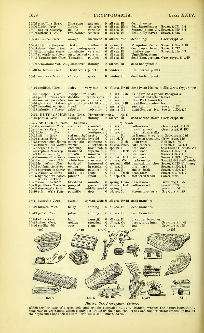16399 strobillna Grev. 16400 Lafiri Grev. 16401 duplex Sowerby 16402 bifrons Grev. 16403 aurantia Grev. 16404 Pteridis Sowerby 16405 decompunens Sow. 16406 acuminata Sower. 16407 curvirostra Smuer. 16408 Tamariscinis Gyt'v. 16409 semi-immersaGmi. 16410 herbarum Grev. 16411 nebulosa Grev. Pine-cone uneven 0 all sea. El Laurel scattered 0 all sea. Blsh double variable 0 all sea. BI two-fronted scattered 0 all sea. Bl orange succulent o nil cpa VcTi all sect. J oil Brake confluent g spring BI decomposing spots 0 all sea. Bl acuminate very min. o all sea. Iil curv.-beaked very min. 0 all sea. Bl Tamarisk patches 0 all sea. Bl l-immersed shining 0 all sea. Bl Herbaceous punctif. 0 winter Bl cloudy spots 0 winter Bl dead fir cones dead laurel leaves Sower, t. 371. f. 4 Spargan. stems, &c. Sower, t. 375. f. 4 dead holly leaves Sower, t. 316 dead fungi Grev. crypt. 78 P. aquilina stems Sower, t. 394. f. 10 dead poplar branc. Sower, t. 217 thistle stems Sower, t. 394. f. 3 Umbellifer. stems dead Tam. german. Grev. crypt, fl. t. 45 dead honeysuckle dead herbac. plants dead herbac. plants 16412 capiUSta Grev. hairy very min. 0 all sea. Br.Bl dead lvs.ofHolcus mollis Grev. crypt.fl.t.69 1641.3 .32gop6dii Grev. ^gopodium spots 0 all sea. Blsh 16414 punctiformis Grev. dot-like white spots 0 all sea. Bl 16415 mioroscopica Grev. microscopic cld.-lik. sp. 0 all sea. Bl 16+16 glauco-punctataGr. glauc. clotted cld.-lik. sp. 0 all sea. B Bl 16417 arundinacea Sow. Heed minute 0 spring Bl 16418 arbutlcola Sower, arbutus polymorp. 0 spring Bl living lvs. of ^Egopod. Podagraria dead oak and other leaves dead Port, laurei lvs. dead Ruse, aculeat. lvs. reed stems Sower, t. 336 deadUva ursi lvs. Sower, t. 370. f. 6 2424. HETEUOSPH^E'RIA. Grev. Heterosph^ria. Sp. 1. 16419 patella Grev. collapsed shining 0 all sea. Bl dead herbac. stalks Grev. crypt. 103 2425. 16420 16421 16422 16423 16424 16425 16426 16427 16428 16429 164.30 16431 16432 16433 164.34 16435 16436 16437 164.38 16439 16440 SPH/E'RIA. Halter. Spii/eria. spermoides Vers, seed-like crowded 0 Peziza Pers. cup irreg.clust. 0 Dol'iolum Pers. tub contiguous 0 afFlnis Grev. red mouthed pretty 0 citrina Pers. yell, web-like byssoid 0 concentrica Bolton concentric confluent 0 tuberculosa Bolton warted superficial 0 serpens Pers. creeping broad pat. 0 reptans Sowerby branched superficial 0 smooth immersed 0 moneywort orbicular white-heart, crustace. bordered immersed oblong Sp. 38—63. all sea. Bl rotten wood all sea. R all sea. Bl aut. R aut.wi. Y aut. Blsh Grev. crypt, fl. t. 6 dead dry wood Grev. crypt, fl. 186 dead herbac. stalks on Bangia atrovirens Grev. crypt. 186 on rotten wood, &c. Grev. crypt. 215 upon trees lse'vis Sowerby nummularia Fries enterolet'ica Fries leiphae'mia Fries oblonga Sowerby oblong in circles convergens Sower, converging patches Nidula Sowerby bird's nest spots hydrophora Sower, pitcher small S. Peziza Tode sangu'mea Sibth. blood-red minute 0 papillosa Sowerby pimpled gregarious 0 stercoraria Sower, dung middle sized 0 episphar'ria Tode parasitic dots 0 all sea. Fuse, bark of trees spr. wi. Bl dead wood aut. Dark dead wood aut. BI dead wood aut.wi. Dark dead wood all sea. Wsh dry branches Bolton, t. 180 Bolton, 1.123. f. 1 Sow. t. 372. f. 11. Crustacea Sower, t. 395. f. 1 Sower, t. 394. f. 5 Sower, t. 373. diffusa Sow. 1.120. ? tentacutata spr.su. Pallid dead oak branches Sower, t. 218. Saturnus all sea. Bl birch bark Sower, t. 374. f. 7 all sea. Bl smooth bark Sower, t. 374. f. 6 aut. Dark bean roots Sower, t. .394. f. 2 aut.sp. Or.R soft beech wood Sower, t. 23 spring Crim. naked wood Grev. crypt. 175 all sea. Dark rotten wood Sower, t. 236 spring Bl dung Sower, t. 357 wi. spr. R Stromatosphseria Grev. crypt. 175 16441 byssiseda Pers. byssoid spread, wide 0 16442 hirsuta Pers. hairy shining 0 16443 pilosa Pers. pilose shining 0 16444 calva Pers. bald punctif. 0 16445 at'irea Grev. golden crowded 0 16446 rosella Alb. rosy spots 0 16400 16401 16402 dead branches dead branches dry rotten branches decay, large fungi Grev. crypt, t. 47 red Grev. crypt. 138 16403 16404 History, Use, Propagation, Culture, which are destitute of a receptacle and remain concealed (xe.v*To;, hidden, whence the name) beneath the epidermis of vegetables, which is only perforated by their mouths. They are further characterized by having their spherules not enclosed in filiform tubes as in true Spha^ria,