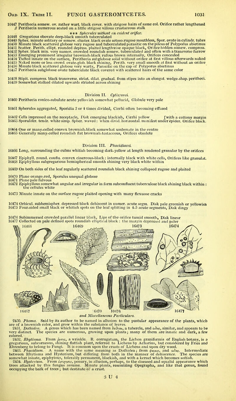 16447 Perithecia somew. ov. rather wart, black cover, with strigose hairs of same col. Orifice rather lengthened |3 Perithecia numerous seated on a little strigose villous crustaceous stalk *** Spherules without an evident orifice. 16448 Gregarious obovate deep-black smooth tuberculated 16449 Spher. minute solitary or somew. cluster, black ovate setoso-rugose mouthless, Spor. ovate in cylindr. tubes 16450 Minute black scattered globose very rugose and tuberculated parasitic on the pileus of Polyporus abietinus 16451 Scatter. Perith. ellipt. rounded depress, plaited lengthwise opaque black. Orifice hidden somew. compress. 16452 Spher. black min. very numer. crowded roundish somew. tuberculated and often with a transverse furrow 16453 Emerging prominent irregular brownish-black rufous brown internally, Orifices concealed 16454 Tufted innate on the surface, Perithecia subglobose solid without orifice at first villous afterwards naked 16455 Naked more or less crowd, ovate-glob, black shining, Perith. very small smooth at first without an orifice 16456 Minute black scattered globose very warty, Parasitic on the cap of Polyporus abietinus 16457 Perithecia subglobose ovate tuberculate black covered with scattered hairs of the same color 16458 Stipit. compress, black transverse, striat. dilat. gradual, from stipes into an elongat. wedge-shap. peritheci. 16459 Somewhat stalked dilated upwards striated across shining Division II. Cytisporei. 16460 Perithecia conico-subulate acute yellowish somewhat pellucid, Globule very pale 16461 Spherules aggregated, Sporidia 3 or 4 times divided, Cirrhi often becoming effused 16462 Cells impressed on the receptacle, Disk emerging blackish, Cirrhi yellow [with a cottony margin 16463 Sporulifer. tendr. white simp. Spher. waved : when divid. horizontal, manifest under epider. Orifice black. 16464 One or many-celled convex brownish-black somewhat umbonatc in the centre 16465 Generally many-celled roundish flat brownish-testaceous, Orifices obsolete Division III. Phacidiacei. 16466 Long, surrounding the culms whitish becoming dark-yellow at length rendered granular by the orifices 16467 EpiphylL round, conflu. convex cinereous-black: internally black with white cells, Orifices like granulat. 16468 Epiphyllous subgregarious hemispherical smooth shining very black white within 16469 On both sides of the leaf regularly scattered roundish black shining collapsed rugose and plaited 16470 Plane orange-red, Sporules unequal globose 16471 Plane pale fulvous 16472 Epiphyllous somewhat angular and irregular in form subconfluent tuberculose black shining black within : the cellules white 16473 Minute innate on the surface rugose plaited opening with many flexuose cracks 16474 Orbicul. subhemispher. depressed black dehiscent in numer. acute segm. Disk pale greenish or yellowish 16475 Four-sided small black or whitish spots on the leaf splitting in 4-5 acute segments, Disk dingy 16476 Subimmersed crowded parallel linear black. Lips of the orifice tumid smooth, Disk linear 16477 Collected on pale defined spots roundish elliptical black : the margin depressed and paler and Miscellaneous Particulars. 2430. Phoma. Said by its author to be named in allusion to the pustular appearance of the plants, which are of a brownish color, and grow within the substance of leaves. 2431. Dothidea. A genus which has been named from So3-/m, a tubercle, and aios, similar, and appears to be very distinct. The species are numerous, growing upon plants; many of them are innate and dark, a few colored. 2432. Rhytisma. From fvrn, a wrinkle. R. corrugatum, the Lichen graniformis of English botany, is a gregarious, subcorneous, shining flatfish plant, referred to Lichens by Acharius, but considered by Fries and Ehrenberg to belong to Fungi. It is common upon the crusts of Lichens and upon dry wood. 2433. Phacidium. A name with the same meaning as Dothidea; from Qcutis, and tiZes. Intermediate between Rhytisma and Hysterium, but differing from both in the manner of dehiscence. The species are somewhat innate, epiphytous, tolerably permanent, blackish, and with a kernel which becomes softish. 2434. Hysterium. From vnqvtri;, penury, in allusion, perhaps, to the diseased and squalid appearance which trees attacked by this fungus assume. Minute plants, resembling Opegrapha, and like that genus, found occupying the bark of trees ; but destitute o: a crust.